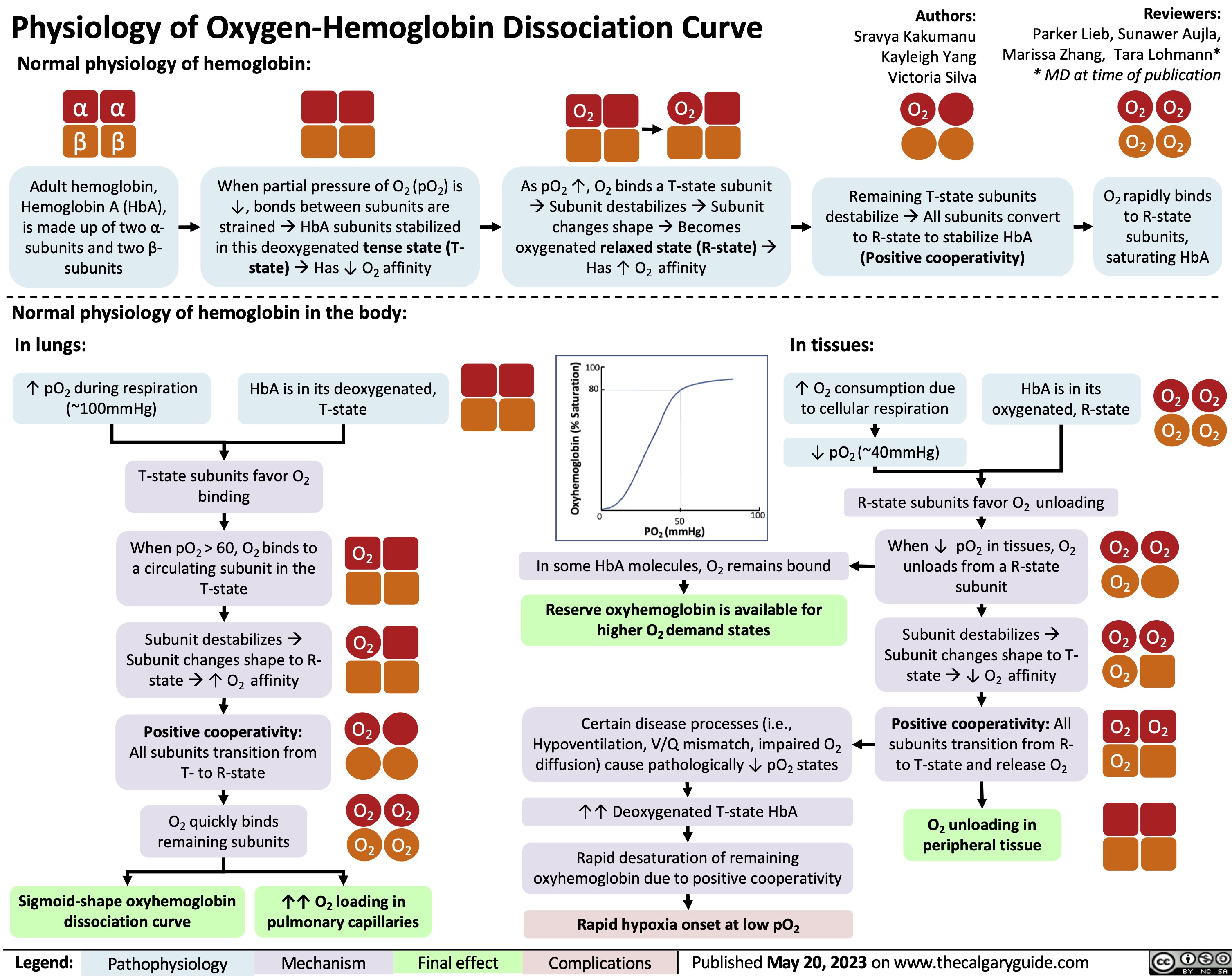 Physiology of Oxygen-Hemoglobin Dissociation Curve
Authors: Sravya Kakumanu Kayleigh Yang Victoria Silva
O2
Remaining T-state subunits destabilizeàAll subunits convert to R-state to stabilize HbA (Positive cooperativity)
Normal physiology of hemoglobin:
α α β β
Adult hemoglobin, Hemoglobin A (HbA), is made up of two α- subunits and two β- subunits
When partial pressure of O2 (pO2) is ↓, bonds between subunits are strainedàHbA subunits stabilized in this deoxygenated tense state (T- state)àHas ↓ O2 affinity
O2 O2
As pO2 ↑, O2 binds a T-state subunit àSubunit destabilizesàSubunit changes shapeàBecomes oxygenated relaxed state (R-state)à Has ↑ O2 affinity
O2 O2 O2 O2
O2 rapidly binds to R-state subunits, saturating HbA
Reviewers:
Parker Lieb, Sunawer Aujla, Marissa Zhang, Tara Lohmann* * MD at time of publication
      Normal physiology of hemoglobin in the body: In lungs:
In tissues:
↑ O2 consumption due to cellular respiration
     ↑ pO2 during respiration (~100mmHg)
HbA is in its deoxygenated, T-state
HbA is in its oxygenated, R-state
O2 O2 O2 O2
    T-state subunits favor O2 binding
When pO2 > 60, O2 binds to a circulating subunit in the T-state
Subunit destabilizesà Subunit changes shape to R- stateà↑ O2 affinity
Positive cooperativity:
All subunits transition from T- to R-state
O2 quickly binds remaining subunits
↓ pO2 (~40mmHg) R-statesubunitsfavorO2 unloading
   O2
O2
O2
O2 O2 O2 O2
In some HbA molecules, O2 remains bound
Reserve oxyhemoglobin is available for higher O2 demand states
Certain disease processes (i.e., Hypoventilation, V/Q mismatch, impaired O2 diffusion) cause pathologically ↓ pO2 states
↑↑ Deoxygenated T-state HbA
Rapid desaturation of remaining oxyhemoglobin due to positive cooperativity
Rapid hypoxia onset at low pO2
When ↓ pO2 in tissues, O2 unloads from a R-state subunit
Subunit destabilizesà Subunit changes shape to T- stateà↓ O2 affinity
Positive cooperativity: All subunits transition from R- to T-state and release O2
O2 unloading in peripheral tissue
O2 O2
 O
O2 O2
2
   O
O2 O2
O
2
   2
       Sigmoid-shape oxyhemoglobin ↑↑ O2 loading in dissociation curve pulmonary capillaries
  Legend:
 Pathophysiology
 Mechanism
Final effect
  Complications
 Published , 2022 on www.thecalgaryguide.com
 