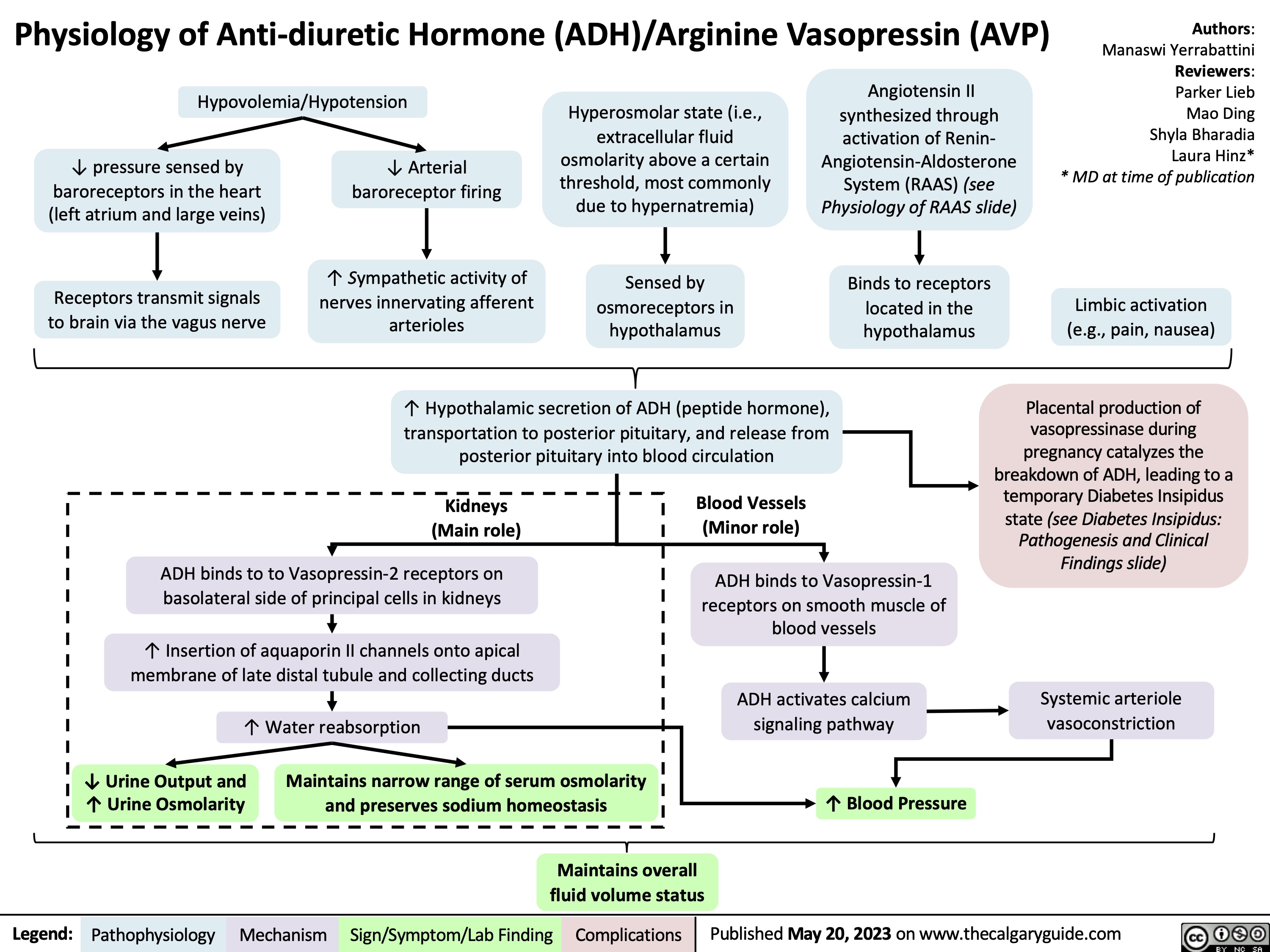 Physiology of Anti-diuretic Hormone (ADH)/Arginine Vasopressin (AVP)
Authors: Manaswi Yerrabattini Reviewers: Parker Lieb Mao Ding Shyla Bharadia Laura Hinz* * MD at time of publication
Limbic activation (e.g., pain, nausea)
Placental production of vasopressinase during pregnancy catalyzes the breakdown of ADH, leading to a temporary Diabetes Insipidus state (see Diabetes Insipidus: Pathogenesis and Clinical Findings slide)
Systemic arteriole vasoconstriction
  Hypovolemia/Hypotension
Hyperosmolar state (i.e., extracellular fluid osmolarity above a certain threshold, most commonly due to hypernatremia)
Sensed by osmoreceptors in hypothalamus
Angiotensin II synthesized through activation of Renin- Angiotensin-Aldosterone System (RAAS) (see Physiology of RAAS slide)
Binds to receptors located in the hypothalamus
    ↓ pressure sensed by baroreceptors in the heart (left atrium and large veins)
Receptors transmit signals to brain via the vagus nerve
↓ Arterial baroreceptor firing
↑ Sympathetic activity of nerves innervating afferent arterioles
          ↑ Hypothalamic secretion of ADH (peptide hormone), transportation to posterior pituitary, and release from posterior pituitary into blood circulation
Blood Vessels (Minor role)
    Kidneys (Main role)
ADH binds to to Vasopressin-2 receptors on basolateral side of principal cells in kidneys
↑ Insertion of aquaporin II channels onto apical membrane of late distal tubule and collecting ducts
↑ Water reabsorption
↓ Urine Output and Maintains narrow range of serum osmolarity ↑ Urine Osmolarity and preserves sodium homeostasis
  ADH binds to Vasopressin-1 receptors on smooth muscle of blood vessels
   ADH activates calcium signaling pathway
↑ Blood Pressure
           Maintains overall fluid volume status
 Legend:
 Pathophysiology
 Mechanism
Sign/Symptom/Lab Finding
 Complications
Published May 20, 2023 on www.thecalgaryguide.com
   