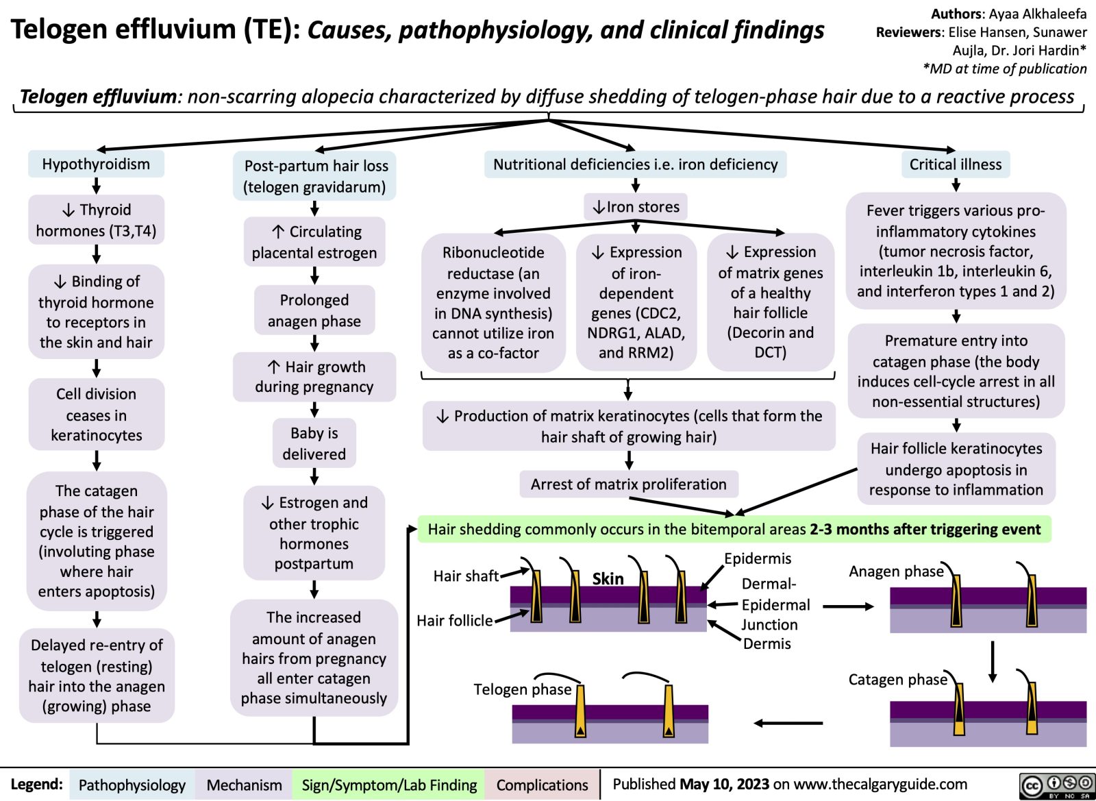 Telogen Effluvium | Calgary Guide