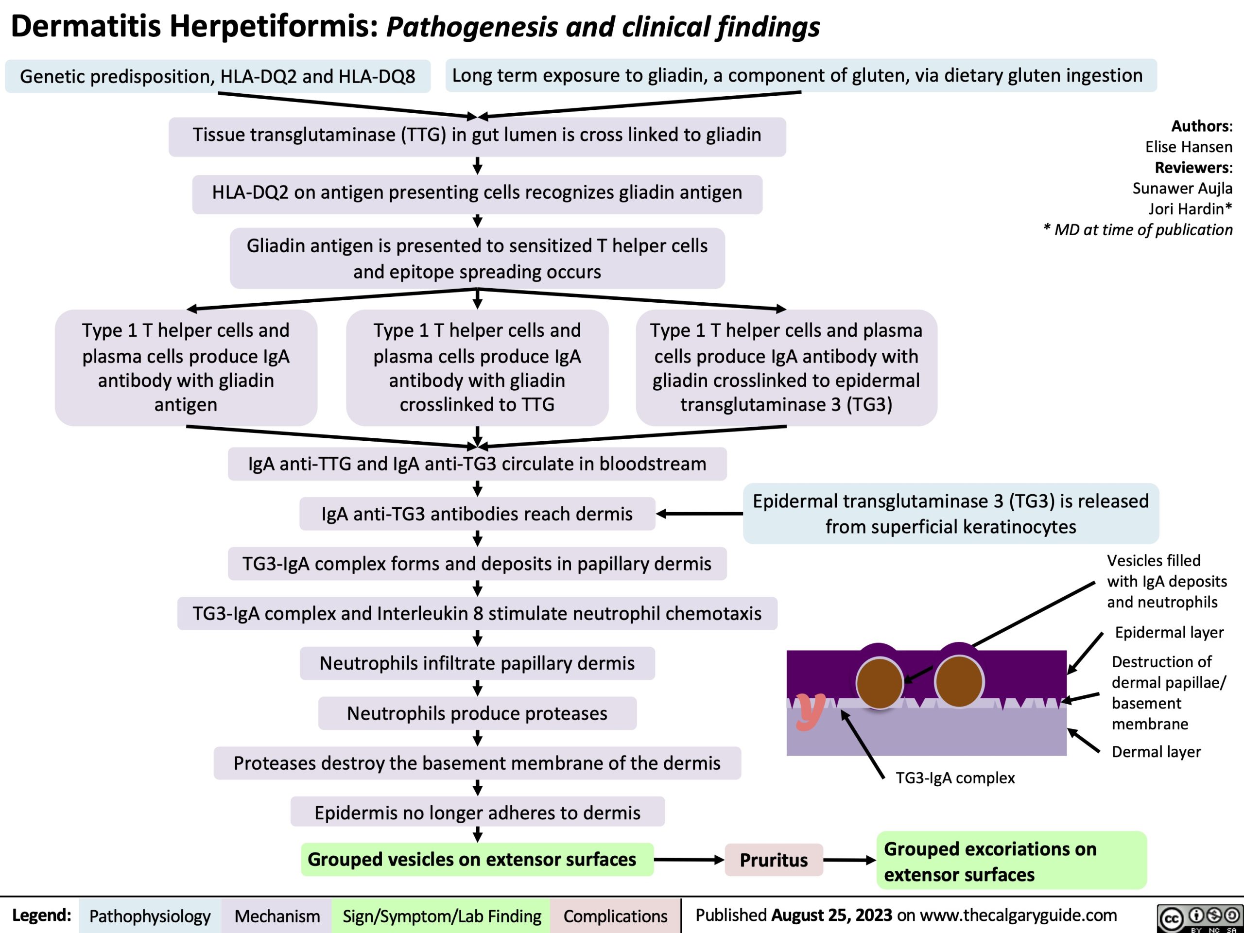 Dermatitis herpetiformis: pathogenesis and clinical findings | Calgary ...
