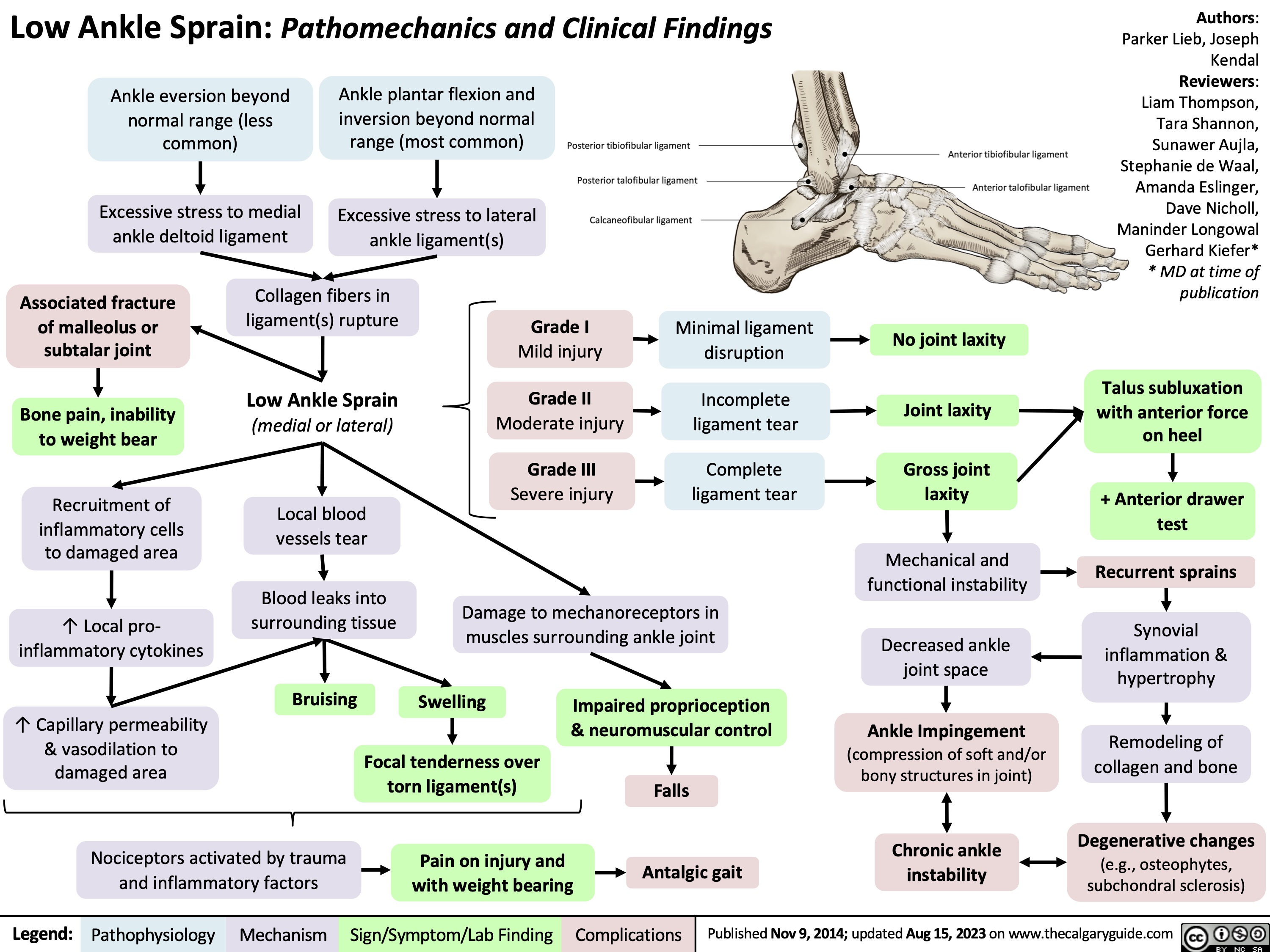Low Ankle Sprain: Pathomechanics and Clinical Findings
Authors: Parker Lieb, Joseph Kendal Reviewers: Liam Thompson, Tara Shannon, Sunawer Aujla, Stephanie de Waal, Amanda Eslinger, Dave Nicholl, Maninder Longowal Gerhard Kiefer* * MD at time of publication
Talus subluxation with anterior force on heel
+ Anterior drawer test
Recurrent sprains
Synovial inflammation & hypertrophy
Remodeling of collagen and bone
Degenerative changes
(e.g., osteophytes, subchondral sclerosis)
   Ankle eversion beyond normal range (less common)
Excessive stress to medial ankle deltoid ligament
Ankle plantar flexion and inversion beyond normal range (most common)
Excessive stress to lateral ankle ligament(s)
      Associated fracture of malleolus or subtalar joint
Bone pain, inability to weight bear
Recruitment of inflammatory cells to damaged area
↑ Local pro- inflammatory cytokines
↑ Capillary permeability & vasodilation to damaged area
Collagen fibers in ligament(s) rupture
Low Ankle Sprain
(medial or lateral)
Local blood vessels tear
Blood leaks into surrounding tissue
Grade I
Mild injury
Grade II
Moderate injury
Grade III
Severe injury
Minimal ligament disruption
Incomplete ligament tear
Complete ligament tear
No joint laxity
Joint laxity
Gross joint laxity
Mechanical and functional instability
Decreased ankle joint space
Ankle Impingement
(compression of soft and/or bony structures in joint)
Chronic ankle instability
                        Damage to mechanoreceptors in muscles surrounding ankle joint
       Bruising
Swelling
Focal tenderness over torn ligament(s)
Pain on injury and with weight bearing
 Impaired proprioception & neuromuscular control
          Nociceptors activated by trauma and inflammatory factors
Falls Antalgic gait
  Legend:
 Pathophysiology
 Mechanism
Sign/Symptom/Lab Finding
 Complications
 Published Nov 9, 2014; updated Aug 15, 2023 on www.thecalgaryguide.com
  