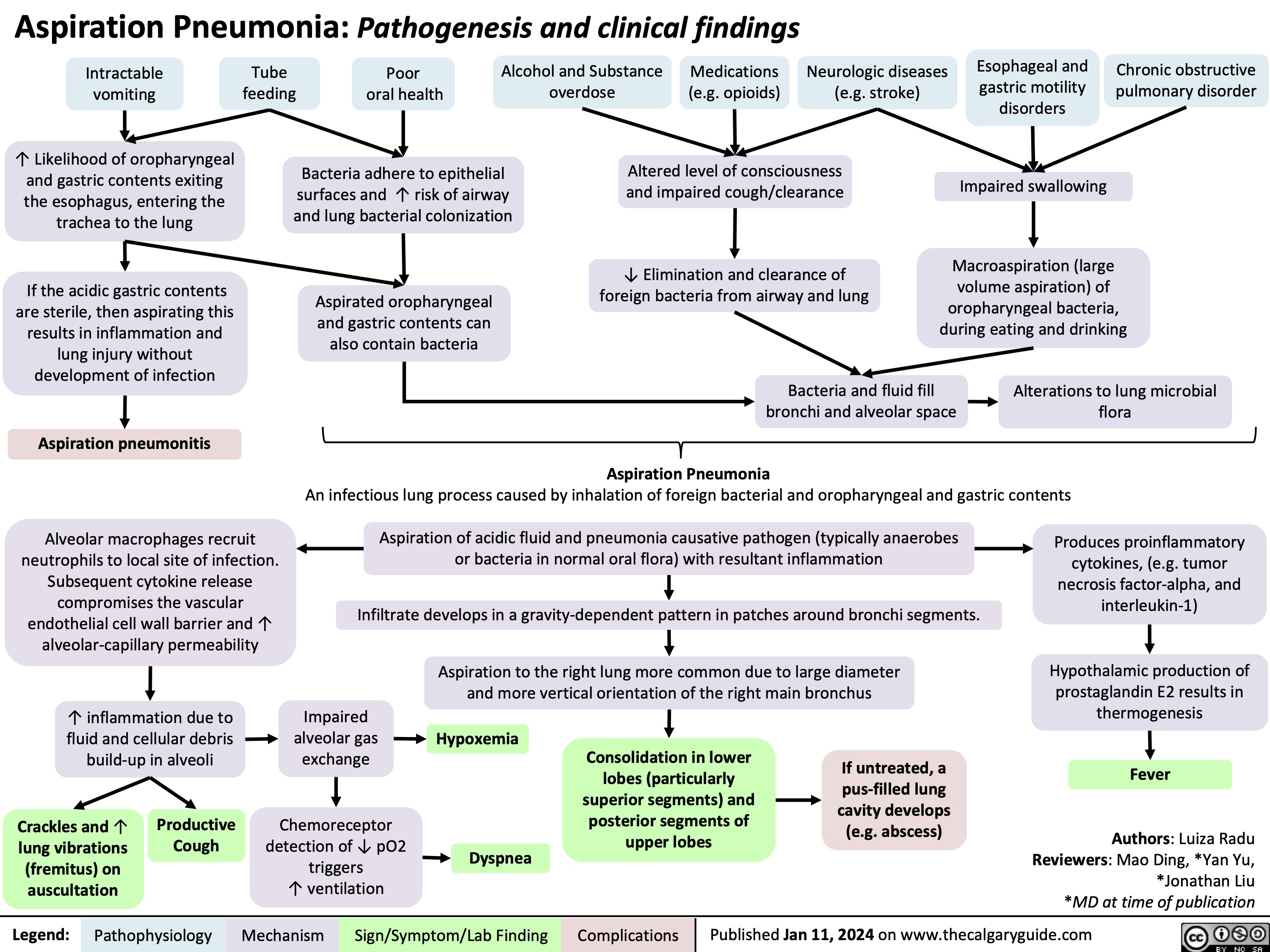 Aspiration Pneumonia: Pathogenesis and clinical findings
        Intractable vomiting
↑ Likelihood of oropharyngeal and gastric contents exiting the esophagus, entering the trachea to the lung
If the acidic gastric contents are sterile, then aspirating this results in inflammation and lung injury without development of infection
Aspiration pneumonitis
Alveolar macrophages recruit neutrophils to local site of infection. Subsequent cytokine release compromises the vascular endothelial cell wall barrier and ↑ alveolar-capillary permeability
↑ inflammation due to fluid and cellular debris build-up in alveoli
overdose
(e.g. opioids) (e.g. stroke)
Altered level of consciousness and impaired cough/clearance
Tube Poor Alcohol and Substance Medications Neurologic diseases
Esophageal and gastric motility disorders
Impaired swallowing
Chronic obstructive pulmonary disorder
feeding oral health
Bacteria adhere to epithelial surfaces and ↑ risk of airway and lung bacterial colonization
Aspirated oropharyngeal and gastric contents can also contain bacteria
↓ Elimination and clearance of foreign bacteria from airway and lung
Macroaspiration (large volume aspiration) of oropharyngeal bacteria, during eating and drinking
                    Bacteria and fluid fill bronchi and alveolar space
Aspiration Pneumonia
Alterations to lung microbial flora
  An infectious lung process caused by inhalation of foreign bacterial and oropharyngeal and gastric contents
   Aspiration of acidic fluid and pneumonia causative pathogen (typically anaerobes or bacteria in normal oral flora) with resultant inflammation
Infiltrate develops in a gravity-dependent pattern in patches around bronchi segments.
Produces proinflammatory cytokines, (e.g. tumor necrosis factor-alpha, and interleukin-1)
Hypothalamic production of prostaglandin E2 results in thermogenesis
Fever
Authors: Luiza Radu
Reviewers: Mao Ding, *Yan Yu, *Jonathan Liu *MD at time of publication
    Aspiration to the right lung more common due to large diameter and more vertical orientation of the right main bronchus
          Crackles and ↑ lung vibrations (fremitus) on auscultation
Productive Cough
Impaired alveolar gas exchange
Chemoreceptor detection of ↓ pO2 triggers
↑ ventilation
Hypoxemia
Dyspnea
Consolidation in lower lobes (particularly superior segments) and posterior segments of upper lobes
If untreated, a
pus-filled lung cavity develops (e.g. abscess)
  Legend:
 Pathophysiology
Mechanism
Sign/Symptom/Lab Finding
 Complications
 Published Jan 11, 2024 on www.thecalgaryguide.com
   