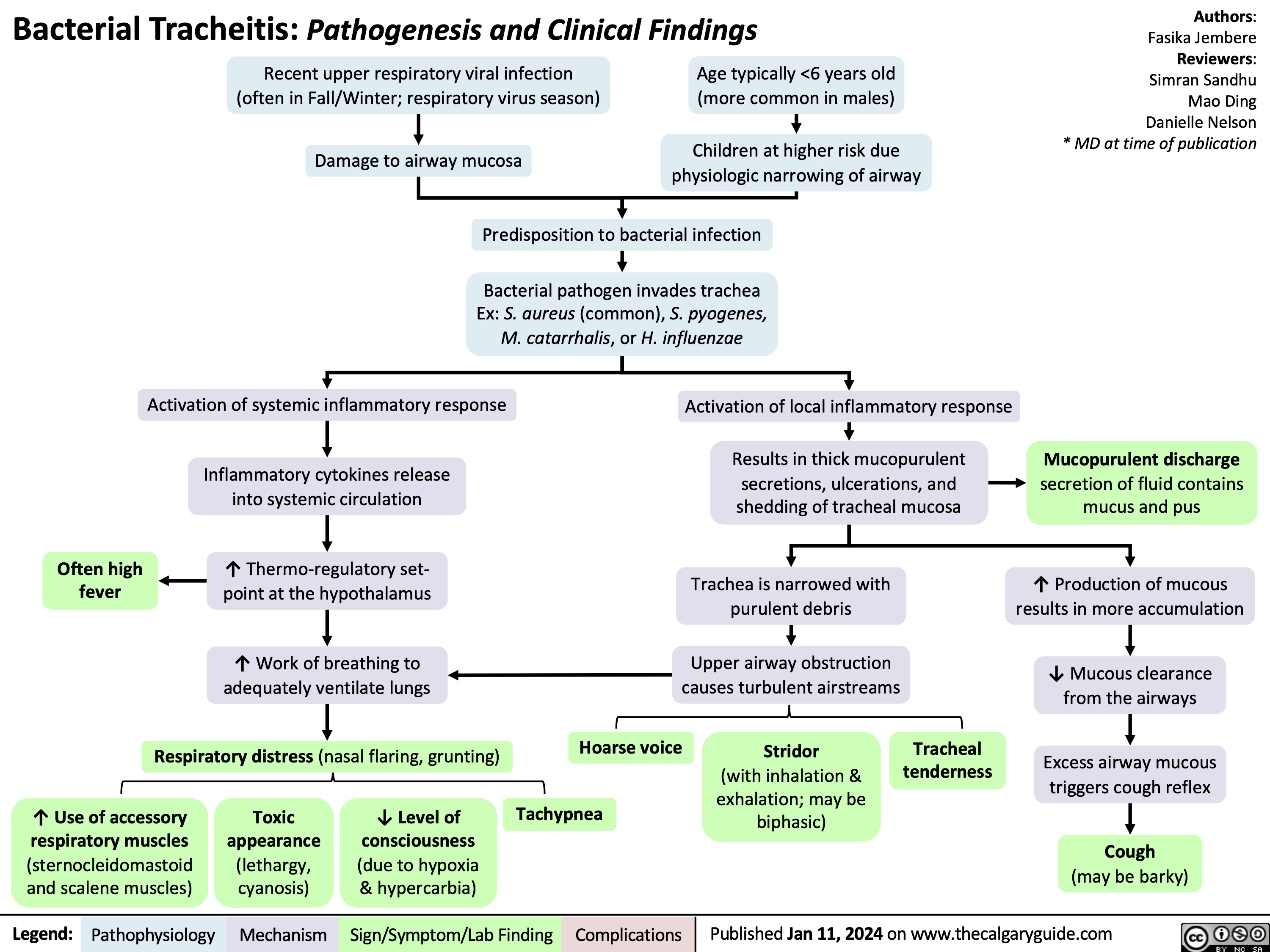 Bacterial Tracheitis: Pathogenesis and Clinical Findings
Authors: Fasika Jembere Reviewers: Simran Sandhu Mao Ding Danielle Nelson * MD at time of publication
  Recent upper respiratory viral infection
Age typically <6 years old (more common in males)
Children at higher risk due physiologic narrowing of airway
 Recent upper respiratory viral infection
(often in Fall/Winter; respiratory virus season) Damage to airway mucosa
    Activation of systemic inflammatory response
Inflammatory cytokines release into systemic circulation
↑ Thermo-regulatory set- point at the hypothalamus
↑ Work of breathing to adequately ventilate lungs
Respiratory distress (nasal flaring, grunting)
Activation of local inflammatory response
Results in thick mucopurulent secretions, ulcerations, and shedding of tracheal mucosa
Mucopurulent discharge
secretion of fluid contains mucus and pus
↑ Production of mucous results in more accumulation
Predisposition to bacterial infection
Bacterial pathogen invades trachea Ex: S. aureus (common), S. pyogenes, M. catarrhalis, or H. influenzae
          Often high fever
Trachea is narrowed with purulent debris
Upper airway obstruction causes turbulent airstreams
          Hoarse voice Tachypnea
Stridor
(with inhalation & exhalation; may be biphasic)
Tracheal tenderness
↓ Mucous clearance from the airways
Excess airway mucous triggers cough reflex
Cough
(may be barky)
      ↑ Use of accessory
respiratory muscles
(sternocleidomastoid and scalene muscles)
Toxic appearance (lethargy, cyanosis)
↓ Level of consciousness (due to hypoxia & hypercarbia)
  Legend:
 Pathophysiology
Mechanism
Sign/Symptom/Lab Finding
 Complications
Published Jan 11, 2024 on www.thecalgaryguide.com
    