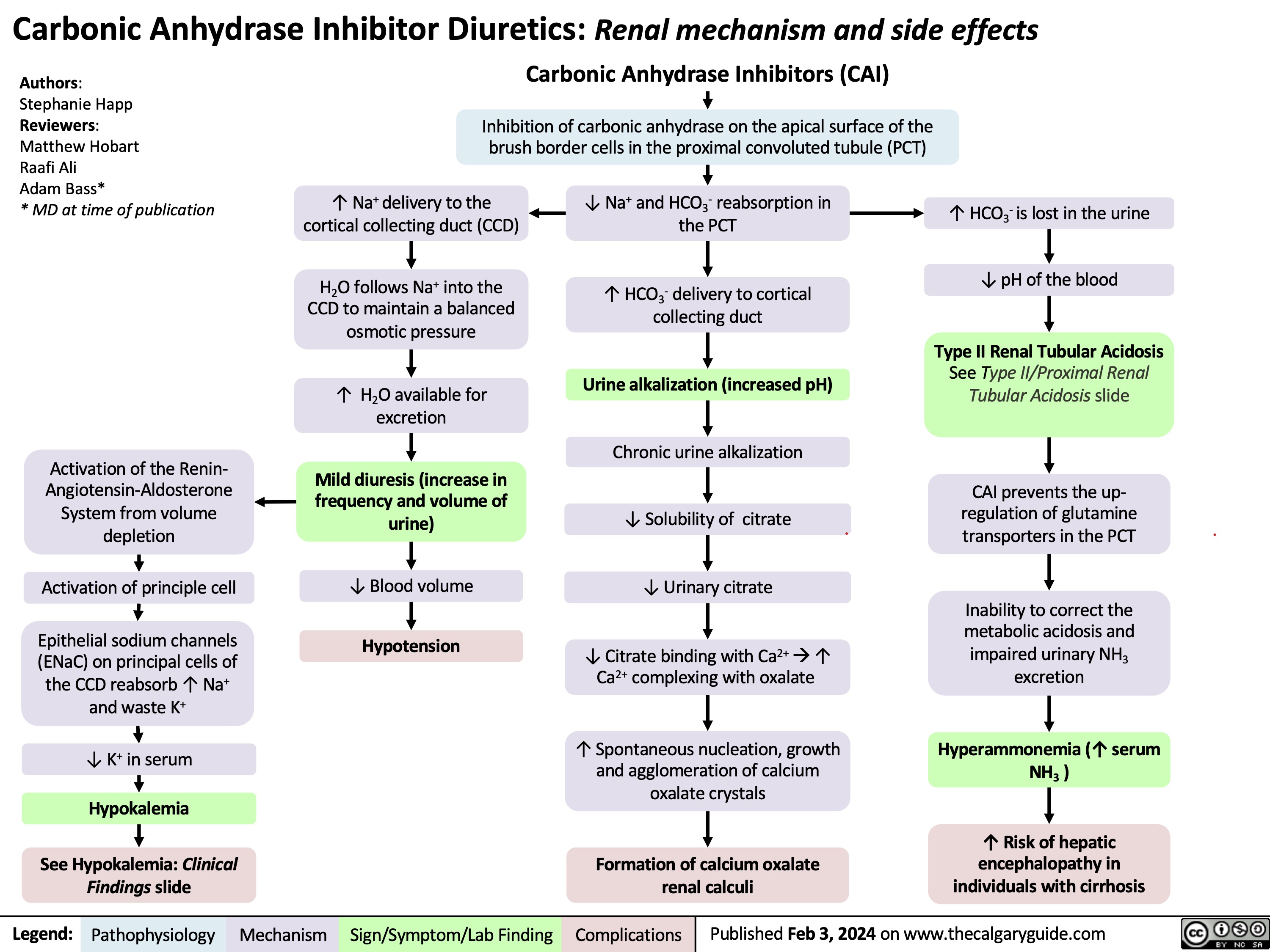 Carbonic Anhydrase Inhibitor Diuretics: Renal mechanism and side effects
Authors:
Stephanie Happ Reviewers:
Matthew Hobart
Raafi Ali
Adam Bass*
* MD at time of publication
Carbonic Anhydrase Inhibitors (CAI)
Inhibition of carbonic anhydrase on the apical surface of the brush border cells in the proximal convoluted tubule (PCT)
             Activation of the Renin- Angiotensin-Aldosterone Systemfromvolume depletion
Activation of principle cell
Epithelial sodium channels (ENaC) on principal cells of the CCD reabsorb ↑ Na+ and waste K+
↓ K+ in serum
Hypokalemia
See Hypokalemia: Clinical
Findings slide
↑ Na+ delivery to the cortical collecting duct (CCD)
H2O follows Na+ into the CCD to maintain a balanced osmotic pressure
↑ H2O available for excretion
Mild diuresis (increase in frequencyandvolumeof urine)
↓ Blood volume
Hypotension
↓ Na+ and HCO3- reabsorption in the PCT
↑ HCO3- delivery to cortical collecting duct
Urine alkalization (increased pH)
Chronic urine alkalization
↓Solubilityof citrate
↓ Urinary citrate
↓ Citrate binding with Ca2+à↑ Ca2+ complexing with oxalate
↑ Spontaneous nucleation, growth and agglomeration of calcium oxalate crystals
Formation of calcium oxalate renal calculi
↑ HCO3- is lost in the urine ↓ pH of the blood
Type II Renal Tubular Acidosis
See Type II/Proximal Renal Tubular Acidosis slide
CAI prevents the up- regulationofglutamine transporters in the PCT
Inability to correct the metabolic acidosis and impaired urinary NH3 excretion
Hyperammonemia (↑ serum NH3 )
↑ Risk of hepatic encephalopathy in individuals with cirrhosis
                  Legend:
 Pathophysiology
 Mechanism
Sign/Symptom/Lab Finding
 Complications
 Published Feb 3, 2024 on www.thecalgaryguide.com
  
Carbonic Anhydrase Inhibitor Diuretics: Renal Mechanism and Side Effects Carbonic Anhydrase Inhibitors (CAI)
Inhibition of carbonic anhydrase on the apical surface of the brush border cells of the proximal convoluted tubule (PCT)
Authors: Stephanie Happ Reviewers: Matt Hobart Name Name* * MD at time of publication
     ↓ Na+ and HCO3- reabsorption in the PCT
↑ Na+ delivery to the cortical collecting duct (CCD)
H2O follows Na+ into the CCD to maintain a balanced osmotic pressure
↑ H O available for 2
excretion
Mild diuresis
↓ Blood volume Hypotension
↑ HCO3- delivery to cortical collecting duct
Epithelial sodium channels (ENaC) on principal cells of the CCD reabsorb ↑ Na+
↑ Intracellular Na+ drives Na+/K+ ATPase activity on the principal cells (moving 2 K+ into cell and 3 Na+ out into the peritubular capillary)
↑ Intracellular K+ drives H+/K+ ATPase activity on the intercalated cells (moving 1 H+ into cell and 1 K+ out into the tubular filtrate)
↓ K+ in serum
Hypokalemia
See Hypokalemia: Clinical Findings slide
Urine alkalization
↑ HCO3- is lost in the urine, leading to ↓ pH of the blood
Renal Tubular Acidosis Type II
See Type II/Proximal Renal Tubular Acidosis slide
CAI inhibit the up-regulation of glutamine transporters in the PCT
Inability to correct the metabolic acidosis and
impaired urinary NH3 excretion
Hyperammonemia
↑ Risk of hepatic encephalopathy in individuals with cirrhosis
Chronic urine alkalization leads to marked ↓ in urinary citrate
↓ Ability of citrate to bind to Ca2+ and calcium oxalate stones
↓ Inhibition of spontaneous nucleation
↓ Prevention of growth and agglomeration of crystals
Formation of calcium oxalate renal calculi
                          Legend:
 Pathophysiology
 Mechanism
Sign/Symptom/Lab Finding
 Complications
Published MONTH, DAY, YEAR on www.thecalgaryguide.com
   