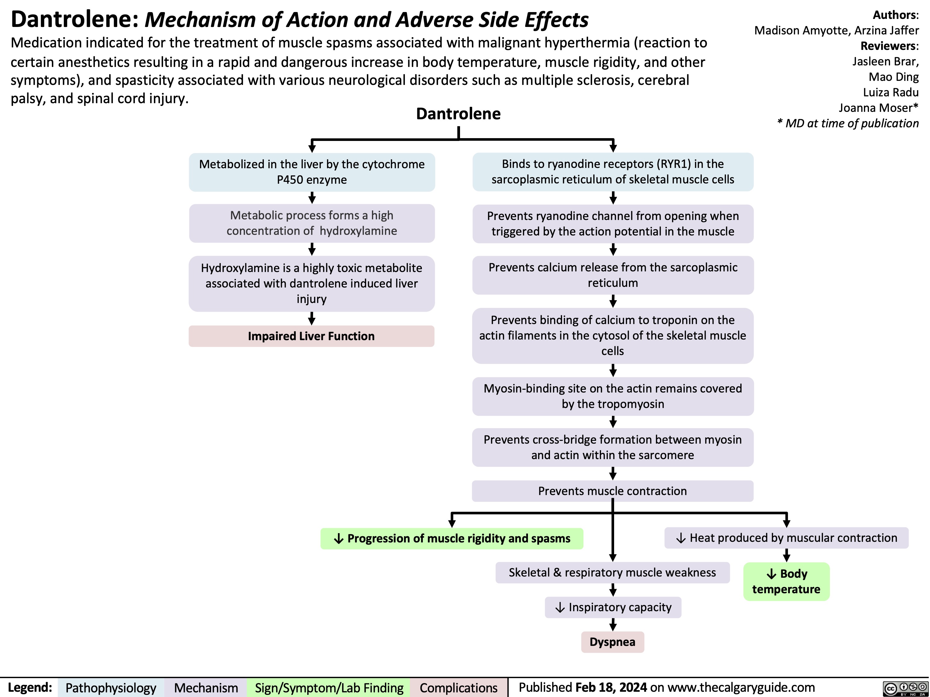 Dantrolene: Mechanism of Action and Adverse Side Effects
Medication indicated for the treatment of muscle spasms associated with malignant hyperthermia (reaction to certain anesthetics resulting in a rapid and dangerous increase in body temperature, muscle rigidity, and other symptoms), and spasticity associated with various neurological disorders such as multiple sclerosis, cerebral palsy, and spinal cord injury.
Dantrolene
Authors: Madison Amyotte, Arzina Jaffer Reviewers: Jasleen Brar, Mao Ding Luiza Radu Joanna Moser* * MD at time of publication
   Metabolized in the liver by the cytochrome P450 enzyme
Metabolic process forms a high concentration of hydroxylamine
Hydroxylamine is a highly toxic metabolite associated with dantrolene induced liver injury
Impaired Liver Function
Binds to ryanodine receptors (RYR1) in the sarcoplasmic reticulum of skeletal muscle cells
Prevents ryanodine channel from opening when triggered by the action potential in the muscle
Prevents calcium release from the sarcoplasmic reticulum
Prevents binding of calcium to troponin on the actin filaments in the cytosol of the skeletal muscle cells
Myosin-binding site on the actin remains covered by the tropomyosin
Prevents cross-bridge formation between myosin and actin within the sarcomere
         Prevents muscle contraction
↓ Progression of muscle rigidity and spasms ↓ Heat produced by muscular contraction
Skeletal & respiratory muscle weakness ↓ Body temperature
↓ Inspiratory capacity
       Dyspnea
 Legend:
 Pathophysiology
Mechanism
Sign/Symptom/Lab Finding
 Complications
Published Feb 18, 2024 on www.thecalgaryguide.com
    