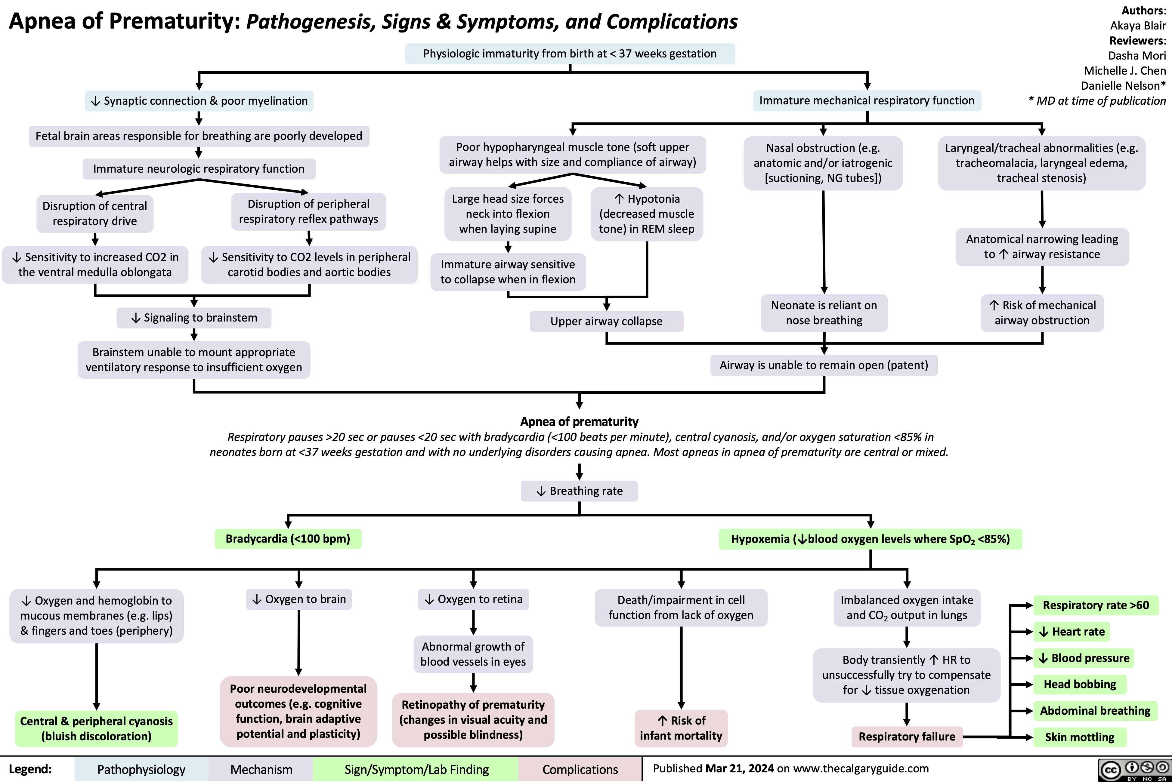 Apnea of Prematurity: Pathogenesis, Signs & Symptoms, and Complications Physiologic immaturity from birth at < 37 weeks gestation
Authors: Akaya Blair Reviewers:
Dasha Mori Michelle J. Chen Danielle Nelson* * MD at time of publication
     ↓ Synaptic connection & poor myelination
Fetal brain areas responsible for breathing are poorly developed Immature neurologic respiratory function
Immature mechanical respiratory function
      Poor hypopharyngeal muscle tone (soft upper airway helps with size and compliance of airway)
Nasal obstruction (e.g. anatomic and/or iatrogenic [suctioning, NG tubes])
Neonate is reliant on nose breathing
Airway is unable to remain open (patent)
Laryngeal/tracheal abnormalities (e.g. tracheomalacia, laryngeal edema, tracheal stenosis)
Anatomical narrowing leading to ↑ airway resistance
↑ Risk of mechanical airway obstruction
         Disruption of central respiratory drive
↓ Sensitivity to increased CO2 in the ventral medulla oblongata
Disruption of peripheral respiratory reflex pathways
↓ Sensitivity to CO2 levels in peripheral carotid bodies and aortic bodies
Large head size forces neck into flexion when laying supine
Immature airway sensitive to collapse when in flexion
↑ Hypotonia (decreased muscle tone) in REM sleep
         ↓ Signaling to brainstem
Brainstem unable to mount appropriate ventilatory response to insufficient oxygen
Upper airway collapse
Apnea of prematurity
       Respiratory pauses >20 sec or pauses <20 sec with bradycardia (<100 beats per minute), central cyanosis, and/or oxygen saturation <85% in neonates born at <37 weeks gestation and with no underlying disorders causing apnea. Most apneas in apnea of prematurity are central or mixed.
↓ Breathing rate
     Bradycardia (<100 bpm)
↓ Oxygen to brain
Poor neurodevelopmental outcomes (e.g. cognitive function, brain adaptive potential and plasticity)
Hypoxemia (↓blood oxygen levels where SpO2 <85%)
         ↓ Oxygen and hemoglobin to mucous membranes (e.g. lips) & fingers and toes (periphery)
Central & peripheral cyanosis (bluish discoloration)
↓ Oxygen to retina
Abnormal growth of blood vessels in eyes
Retinopathy of prematurity (changes in visual acuity and possible blindness)
Death/impairment in cell function from lack of oxygen
↑ Risk of infant mortality
Imbalanced oxygen intake and CO2 output in lungs
Body transiently ↑ HR to unsuccessfully try to compensate for ↓ tissue oxygenation
Respiratory failure
Respiratory rate >60 ↓ Heart rate
↓ Blood pressure
Head bobbing Abdominal breathing
                 Skin mottling
 Legend:
 Pathophysiology
 Mechanism
Sign/Symptom/Lab Finding
 Complications
 Published Mar 21, 2024 on www.thecalgaryguide.com
  