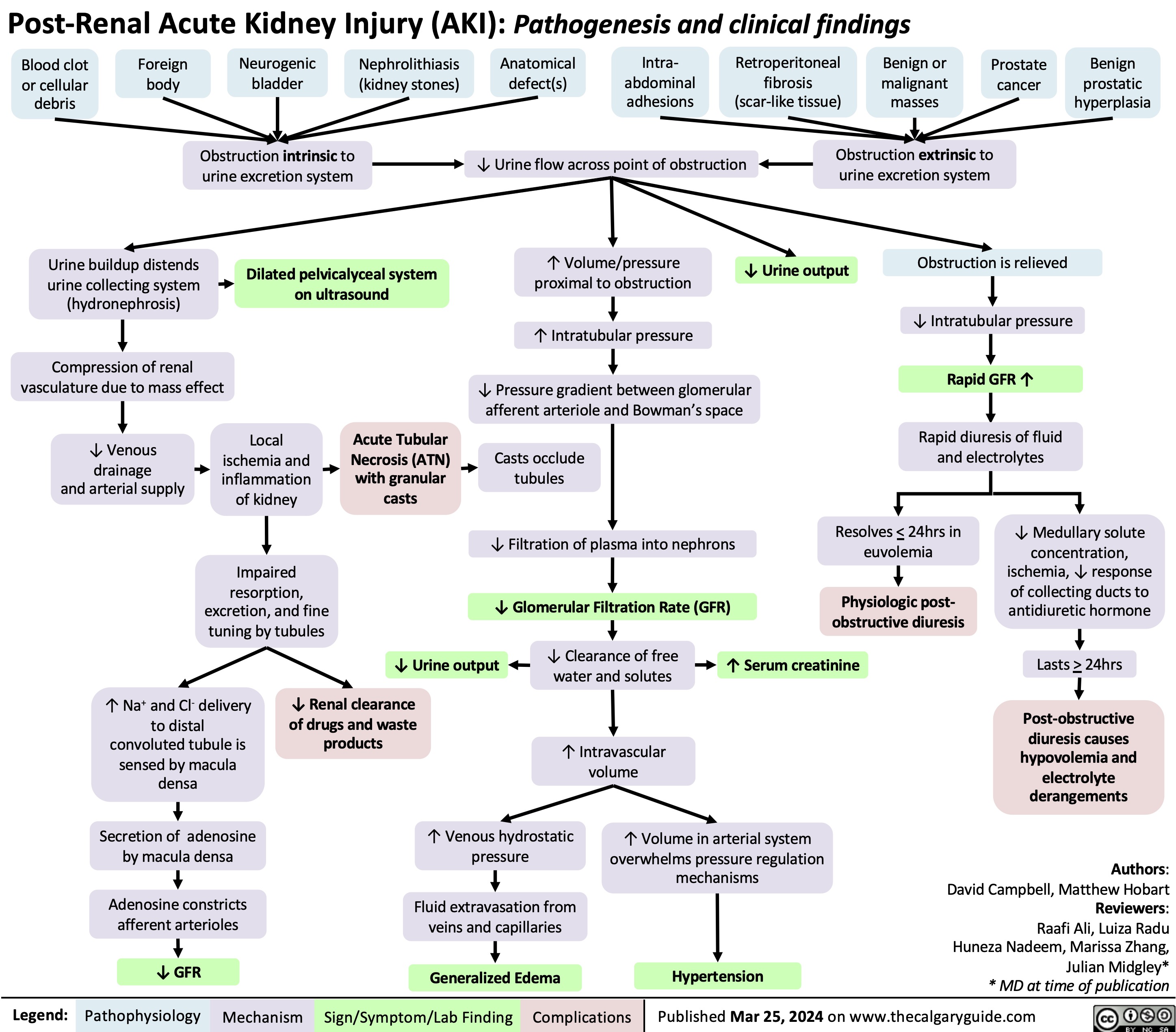 Post-Renal Acute Kidney Injury (AKI): Pathogenesis and clinical findings
          Blood clot or cellular debris
Foreign body
Neurogenic bladder
Obstruction intrinsic to urine excretion system
Nephrolithiasis (kidney stones)
Anatomical defect(s)
Intra- abdominal adhesions
Retroperitoneal fibrosis (scar-like tissue)
Benign or malignant masses
Prostate cancer
Benign prostatic hyperplasia
      ↓ Urine flow across point of obstruction Obstruction extrinsic to urine excretion system
         Urine buildup distends urine collecting system (hydronephrosis)
Compression of renal vasculature due to mass effect
↑ Volume/pressure proximal to obstruction
↑ Intratubular pressure
↓ Pressure gradient between glomerular afferent arteriole and Bowman’s space
Casts occlude tubules
↓ Filtration of plasma into nephrons
↓ Glomerular Filtration Rate (GFR)
Obstruction is relieved ↓ Intratubular pressure Rapid GFR ↑
Rapid diuresis of fluid and electrolytes
  Dilated pelvicalyceal system on ultrasound
↓ Urine output
          ↓ Venous drainage
and arterial supply
Local ischemia and inflammation of kidney
Impaired resorption, excretion, and fine tuning by tubules
Acute Tubular Necrosis (ATN) with granular casts
     ↓ Urine output
↓ Clearance of free water and solutes
↑ Intravascular volume
↑ Serum creatinine
↓ Medullary solute concentration, ischemia, ↓ response of collecting ducts to antidiuretic hormone
Lasts > 24hrs
Post-obstructive diuresis causes hypovolemia and electrolyte derangements
Authors: David Campbell, Matthew Hobart Reviewers: Raafi Ali, Luiza Radu Huneza Nadeem, Marissa Zhang, Julian Midgley* * MD at time of publication
Resolves < 24hrs in euvolemia
Physiologic post- obstructive diuresis
            ↑ Na+ and Cl- delivery to distal convoluted tubule is sensed by macula densa
Secretion of adenosine by macula densa
Adenosine constricts afferent arterioles
↓ GFR
↓ Renal clearance of drugs and waste products
       ↑ Venous hydrostatic pressure
↑ Volume in arterial system overwhelms pressure regulation mechanisms
Hypertension
   Fluid extravasation from veins and capillaries
   Generalized Edema
 Legend:
 Pathophysiology
Mechanism
Sign/Symptom/Lab Finding
 Complications
 Published Mar 25, 2024 on www.thecalgaryguide.com
   