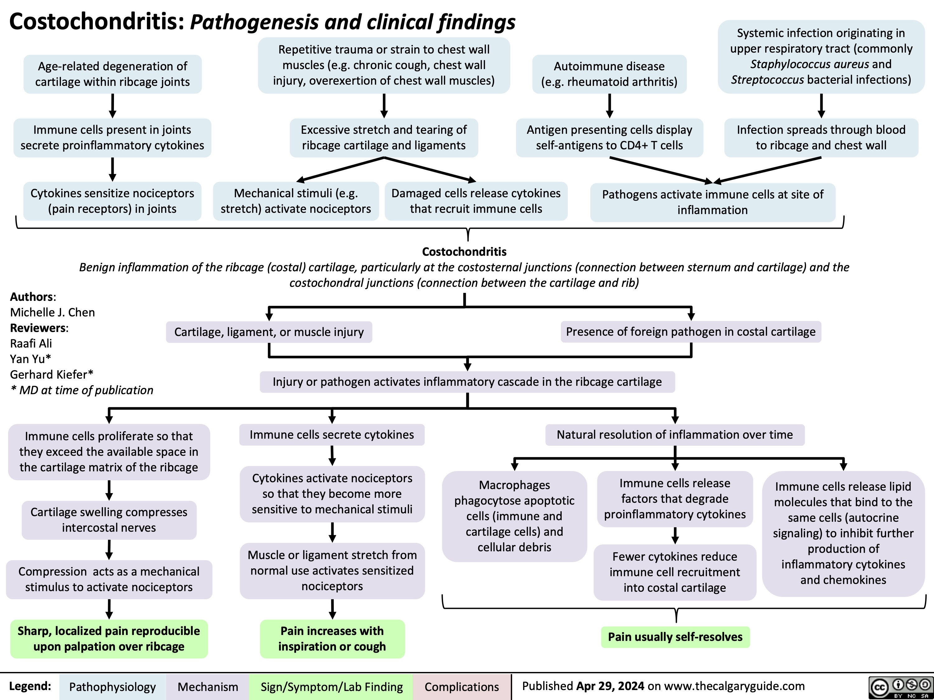 Costochondritis: Pathogenesis and clinical findings
Systemic infection originating in upper respiratory tract (commonly Staphylococcus aureus and Streptococcus bacterial infections)
Infection spreads through blood to ribcage and chest wall
    Age-related degeneration of cartilage within ribcage joints
Immune cells present in joints secrete proinflammatory cytokines
Cytokines sensitize nociceptors (pain receptors) in joints
Repetitive trauma or strain to chest wall muscles (e.g. chronic cough, chest wall injury, overexertion of chest wall muscles)
Excessive stretch and tearing of ribcage cartilage and ligaments
Autoimmune disease (e.g. rheumatoid arthritis)
Antigen presenting cells display self-antigens to CD4+ T cells
           Mechanical stimuli (e.g. Damaged cells release cytokines Pathogens activate immune cells at site of stretch) activate nociceptors that recruit immune cells inflammation
Costochondritis
 Benign inflammation of the ribcage (costal) cartilage, particularly at the costosternal junctions (connection between sternum and cartilage) and the costochondral junctions (connection between the cartilage and rib)
Authors:
Michelle J. Chen Reviewers:
Raafi Ali
Yan Yu*
Gerhard Kiefer*
* MD at time of publication
Cartilage, ligament, or muscle injury
Presence of foreign pathogen in costal cartilage
     Injury or pathogen activates inflammatory cascade in the ribcage cartilage
      Immune cells proliferate so that they exceed the available space in the cartilage matrix of the ribcage
Cartilage swelling compresses intercostal nerves
Compression acts as a mechanical stimulus to activate nociceptors
Sharp, localized pain reproducible upon palpation over ribcage
Immune cells secrete cytokines
Cytokines activate nociceptors so that they become more sensitive to mechanical stimuli
Muscle or ligament stretch from normal use activates sensitized nociceptors
Pain increases with inspiration or cough
Natural resolution of inflammation over time
     Macrophages phagocytose apoptotic cells (immune and cartilage cells) and cellular debris
Immune cells release factors that degrade proinflammatory cytokines
Fewer cytokines reduce immune cell recruitment into costal cartilage
Pain usually self-resolves
Immune cells release lipid molecules that bind to the same cells (autocrine signaling) to inhibit further production of inflammatory cytokines and chemokines
         Legend:
 Pathophysiology
Mechanism
Sign/Symptom/Lab Finding
 Complications
 Published Apr 29, 2024 on www.thecalgaryguide.com
   