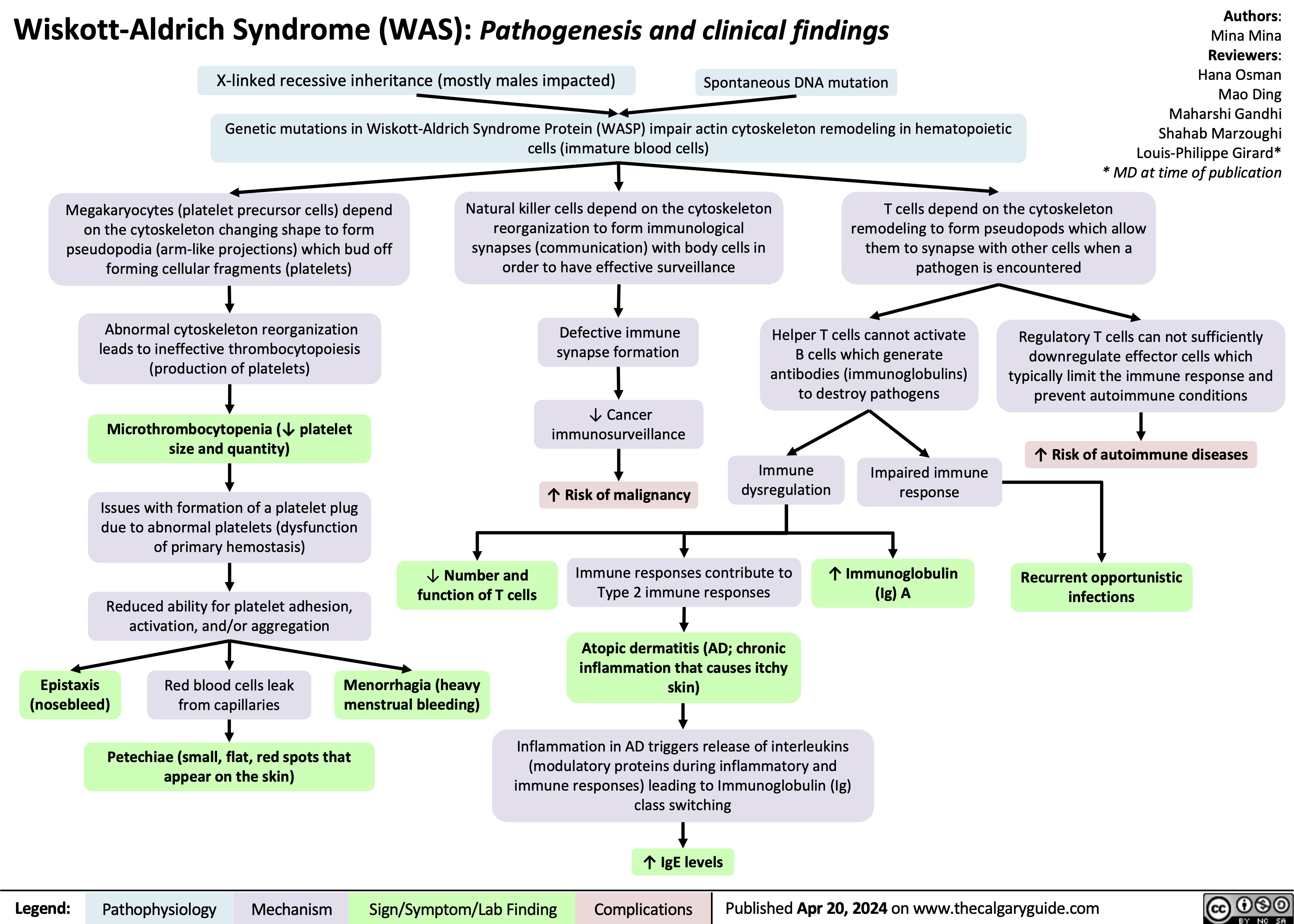 Wiskott-Aldrich Syndrome (WAS): Pathogenesis and clinical findings X-linked recessive inheritance (mostly males impacted) Spontaneous DNA mutation
Genetic mutations in Wiskott-Aldrich Syndrome Protein (WASP) impair actin cytoskeleton remodeling in hematopoietic cells (immature blood cells)
Authors: Mina Mina Reviewers: Hana Osman Mao Ding Maharshi Gandhi Shahab Marzoughi Louis-Philippe Girard* * MD at time of publication
          Megakaryocytes (platelet precursor cells) depend on the cytoskeleton changing shape to form pseudopodia (arm-like projections) which bud off forming cellular fragments (platelets)
Abnormal cytoskeleton reorganization leads to ineffective thrombocytopoiesis (production of platelets)
Microthrombocytopenia (↓ platelet size and quantity)
Issues with formation of a platelet plug due to abnormal platelets (dysfunction of primary hemostasis)
Reduced ability for platelet adhesion, activation, and/or aggregation
Natural killer cells depend on the cytoskeleton reorganization to form immunological synapses (communication) with body cells in order to have effective surveillance
T cells depend on the cytoskeleton remodeling to form pseudopods which allow them to synapse with other cells when a pathogen is encountered
    Defective immune synapse formation
↓ Cancer immunosurveillance
↑ Risk of malignancy
Helper T cells cannot activate B cells which generate antibodies (immunoglobulins) to destroy pathogens
Regulatory T cells can not sufficiently downregulate effector cells which typically limit the immune response and prevent autoimmune conditions
↑ Risk of autoimmune diseases
Recurrent opportunistic infections
       Immune dysregulation
Impaired immune response
        ↓ Number and function of T cells
Immune responses contribute to Type 2 immune responses
Atopic dermatitis (AD; chronic inflammation that causes itchy skin)
↑ Immunoglobulin (Ig) A
      Epistaxis (nosebleed)
Red blood cells leak from capillaries
Menorrhagia (heavy menstrual bleeding)
  Petechiae (small, flat, red spots that appear on the skin)
Inflammation in AD triggers release of interleukins (modulatory proteins during inflammatory and immune responses) leading to Immunoglobulin (Ig) class switching
 ↑ IgE levels
 Legend:
 Pathophysiology
Mechanism
Sign/Symptom/Lab Finding
 Complications
 Published Apr 20, 2024 on www.thecalgaryguide.com
   