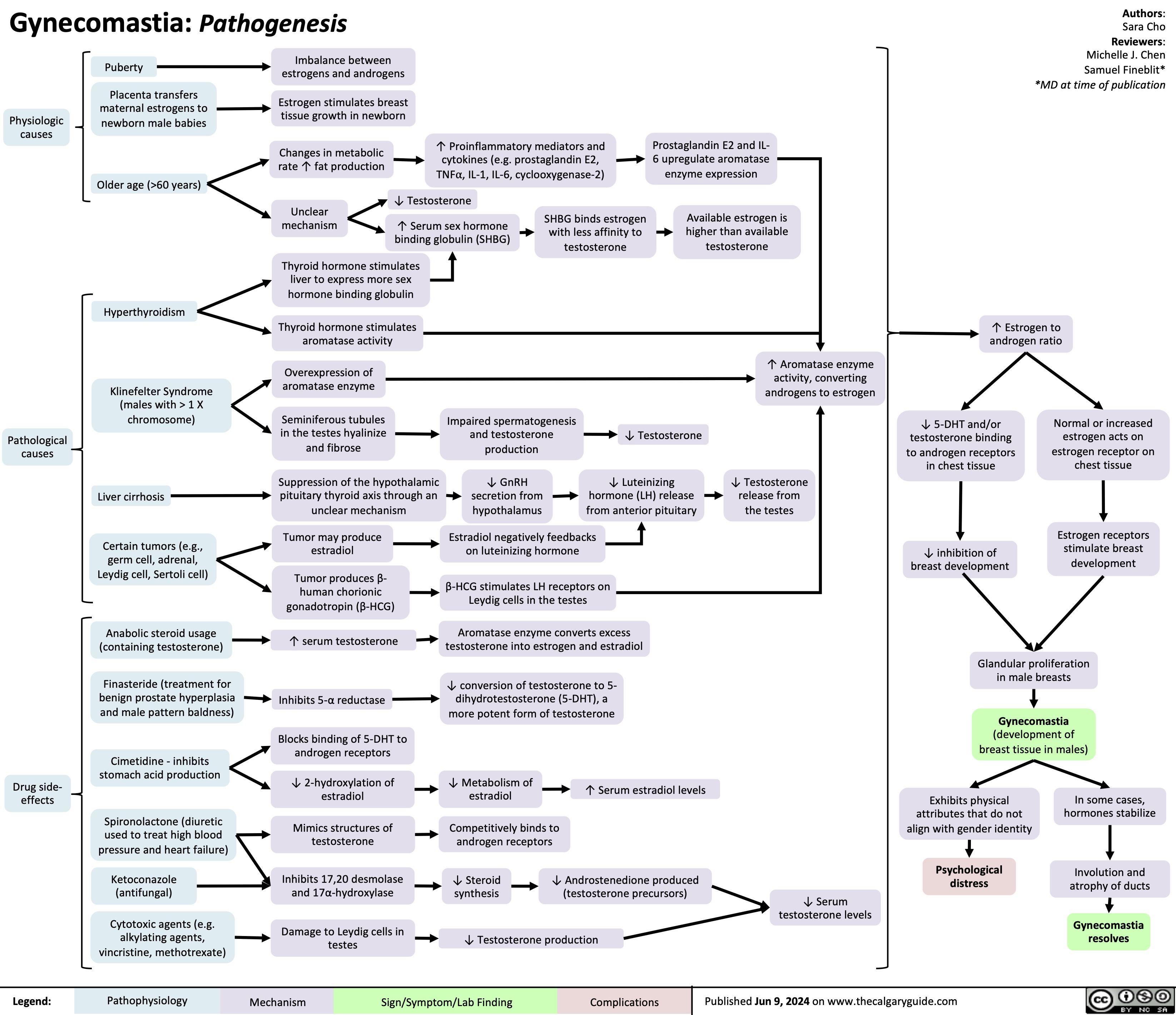 Gynecomastia: Pathogenesis
Authors:
Sara Cho Reviewers: Michelle J. Chen Samuel Fineblit* *MD at time of publication
        Physiologic causes
Puberty
Placenta transfers maternal estrogens to newborn male babies
Older age (>60 years)
Hyperthyroidism
Klinefelter Syndrome (males with > 1 X chromosome)
Liver cirrhosis
Certain tumors (e.g., germ cell, adrenal, Leydig cell, Sertoli cell)
Anabolic steroid usage (containing testosterone)
Finasteride (treatment for benign prostate hyperplasia and male pattern baldness)
Cimetidine - inhibits stomach acid production
Spironolactone (diuretic
used to treat high blood pressure and heart failure)
Ketoconazole (antifungal)
Cytotoxic agents (e.g. alkylating agents, vincristine, methotrexate)
Imbalance between estrogens and androgens
Estrogen stimulates breast tissue growth in newborn
Changes in metabolic rate ↑ fat production
Unclear mechanism
↑ Proinflammatory mediators and cytokines (e.g. prostaglandin E2, TNF⍺, IL-1, IL-6, cyclooxygenase-2)
Prostaglandin E2 and IL- 6 upregulate aromatase enzyme expression
Available estrogen is higher than available testosterone
↑ Aromatase enzyme activity, converting androgens to estrogen
↓ Testosterone release from the testes
        ↓ Testosterone
↑ Serum sex hormone binding globulin (SHBG)
SHBG binds estrogen with less affinity to testosterone
     Thyroid hormone stimulates liver to express more sex hormone binding globulin
Thyroid hormone stimulates aromatase activity
Overexpression of aromatase enzyme
Seminiferous tubules in the testes hyalinize and fibrose
Suppression of the hypothalamic pituitary thyroid axis through an unclear mechanism
Tumor may produce estradiol
Tumor produces β- human chorionic gonadotropin (β-HCG)
↑ serum testosterone
Inhibits 5-α reductase
Blocks binding of 5-DHT to androgen receptors
↓ 2-hydroxylation of estradiol
Mimics structures of testosterone
Inhibits 17,20 desmolase and 17α-hydroxylase
Damage to Leydig cells in testes
↑ Estrogen to androgen ratio
                    Pathological causes
Impaired spermatogenesis and testosterone production
↓ GnRH secretion from hypothalamus
↓ Testosterone
↓ Luteinizing hormone (LH) release from anterior pituitary
↓ 5-DHT and/or testosterone binding to androgen receptors in chest tissue
↓ inhibition of breast development
Normal or increased estrogen acts on estrogen receptor on chest tissue
Estrogen receptors stimulate breast development
          Estradiol negatively feedbacks on luteinizing hormone
β-HCG stimulates LH receptors on Leydig cells in the testes
Aromatase enzyme converts excess testosterone into estrogen and estradiol
↓ conversion of testosterone to 5- dihydrotestosterone (5-DHT), a more potent form of testosterone
Glandular proliferation in male breasts
Gynecomastia
(development of breast tissue in males)
                      Drug side- effects
↓ Metabolism of estradiol
Competitively binds to androgen receptors
↑ Serum estradiol levels
Exhibits physical attributes that do not align with gender identity
Psychological distress
In some cases, hormones stabilize
Involution and atrophy of ducts
Gynecomastia resolves
             ↓ Steroid synthesis
↓ Androstenedione produced (testosterone precursors)
↓ Serum testosterone levels
       ↓ Testosterone production
 Legend:
 Pathophysiology
 Mechanism
 Sign/Symptom/Lab Finding
 Complications
 Published Jun 9, 2024 on www.thecalgaryguide.com
 