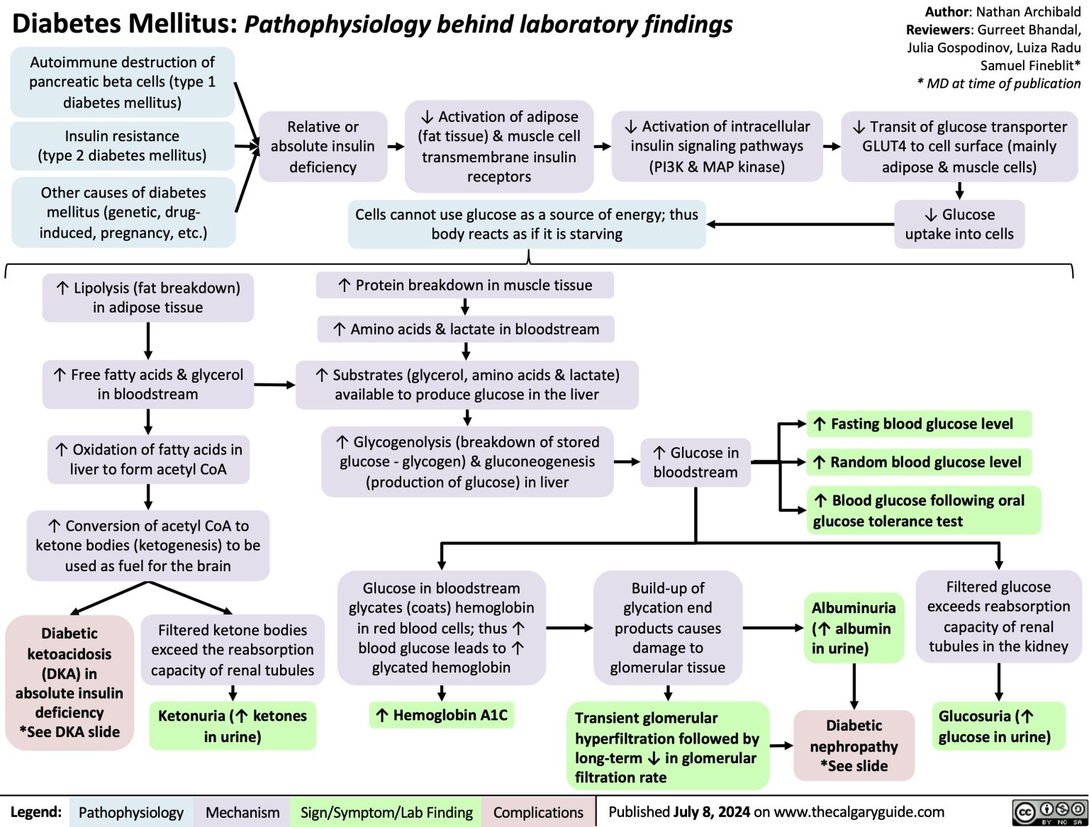 Diabetes Mellitus Pathophysiology Behind Lab Findings Calgary Guide 