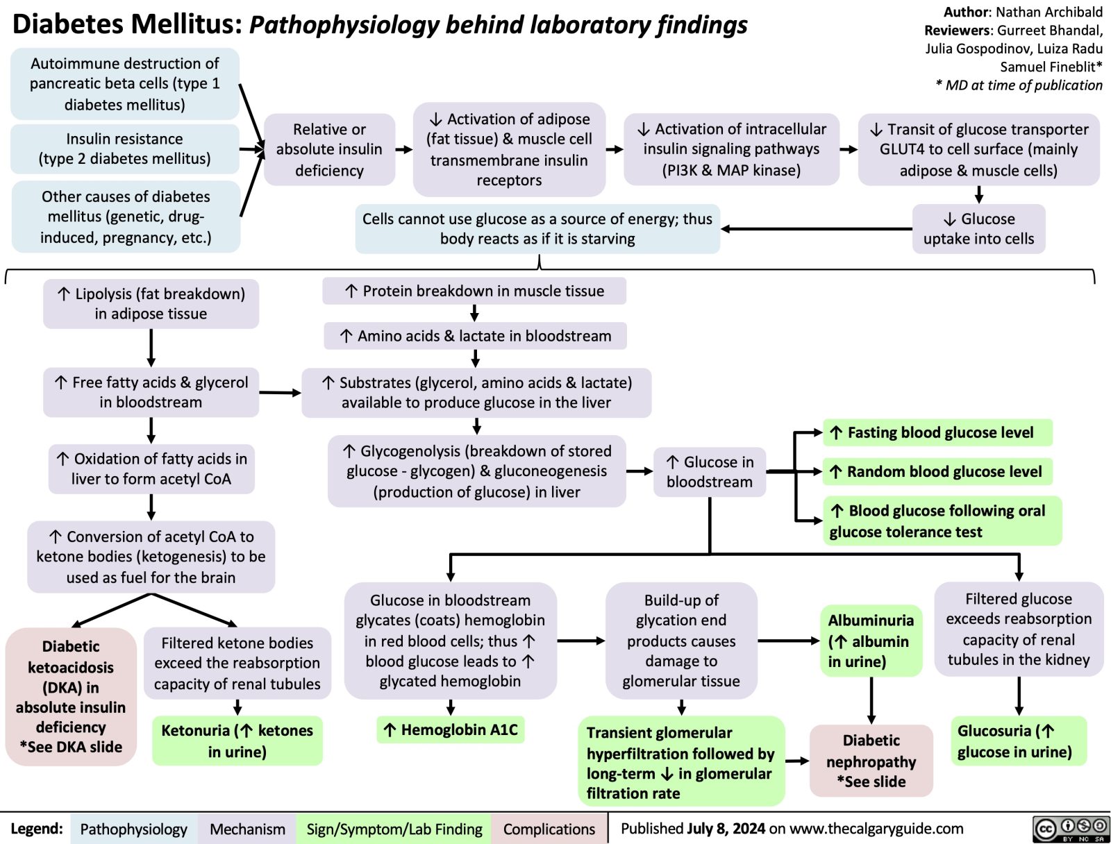 Diabetes Mellitus: Pathophysiology Behind Lab Findings | Calgary Guide