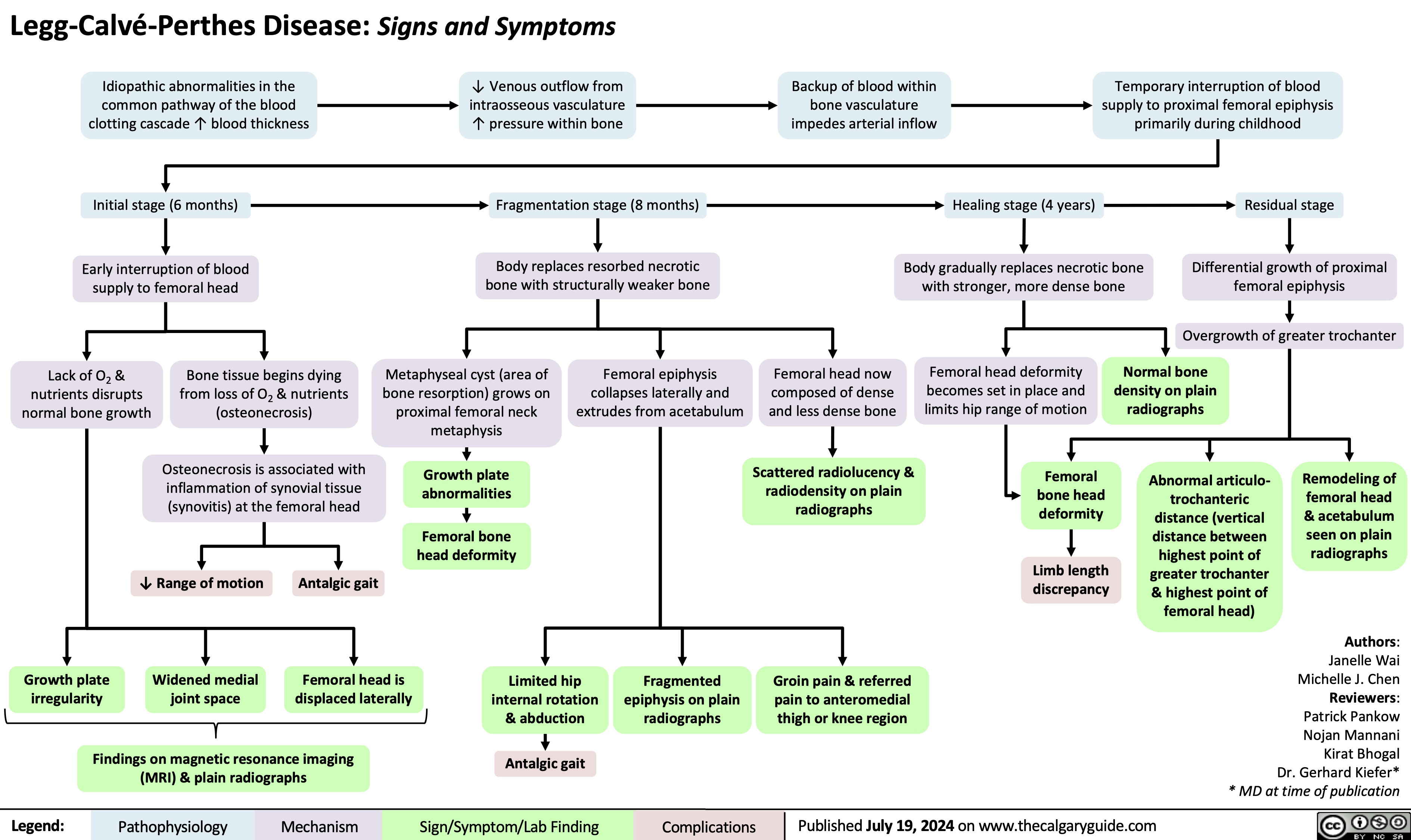 Legg-Calvé-Perthes Disease: Signs and Symptoms
    Idiopathic abnormalities in the
common pathway of the blood clotting cascade ↑ blood thickness
Initial stage (6 months)
Early interruption of blood supply to femoral head
↓ Venous outflow from intraosseous vasculature ↑ pressure within bone
Fragmentation stage (8 months)
Body replaces resorbed necrotic bone with structurally weaker bone
Backup of blood within bone vasculature impedes arterial inflow
Temporary interruption of blood supply to proximal femoral epiphysis primarily during childhood
Residual stage
Differential growth of proximal femoral epiphysis
Overgrowth of greater trochanter
        Healing stage (4 years)
Body gradually replaces necrotic bone with stronger, more dense bone
                      Lack of O2 & nutrients disrupts normal bone growth
Bone tissue begins dying from loss of O2 & nutrients (osteonecrosis)
Osteonecrosis is associated with inflammation of synovial tissue (synovitis) at the femoral head
Metaphyseal cyst (area of bone resorption) grows on proximal femoral neck metaphysis
Growth plate abnormalities
Femoral bone head deformity
Limited hip internal rotation & abduction
Antalgic gait
Femoral epiphysis collapses laterally and extrudes from acetabulum
Femoral head now composed of dense and less dense bone
Scattered radiolucency & radiodensity on plain radiographs
Femoral head deformity becomes set in place and limits hip range of motion
Femoral bone head deformity
Limb length discrepancy
Normal bone density on plain radiographs
Abnormal articulo- trochanteric distance (vertical distance between highest point of greater trochanter & highest point of femoral head)
         Remodeling of femoral head & acetabulum seen on plain radiographs
          Growth plate irregularity
↓ Range of motion
Widened medial joint space
Antalgic gait
Femoral head is displaced laterally
Fragmented epiphysis on plain radiographs
Groin pain & referred pain to anteromedial thigh or knee region
Authors: Janelle Wai Michelle J. Chen Reviewers: Patrick Pankow Nojan Mannani Kirat Bhogal Dr. Gerhard Kiefer* * MD at time of publication
  Findings on magnetic resonance imaging (MRI) & plain radiographs
  Legend:
 Pathophysiology
Mechanism
 Sign/Symptom/Lab Finding
 Complications
 Published July 19, 2024 on www.thecalgaryguide.com
  