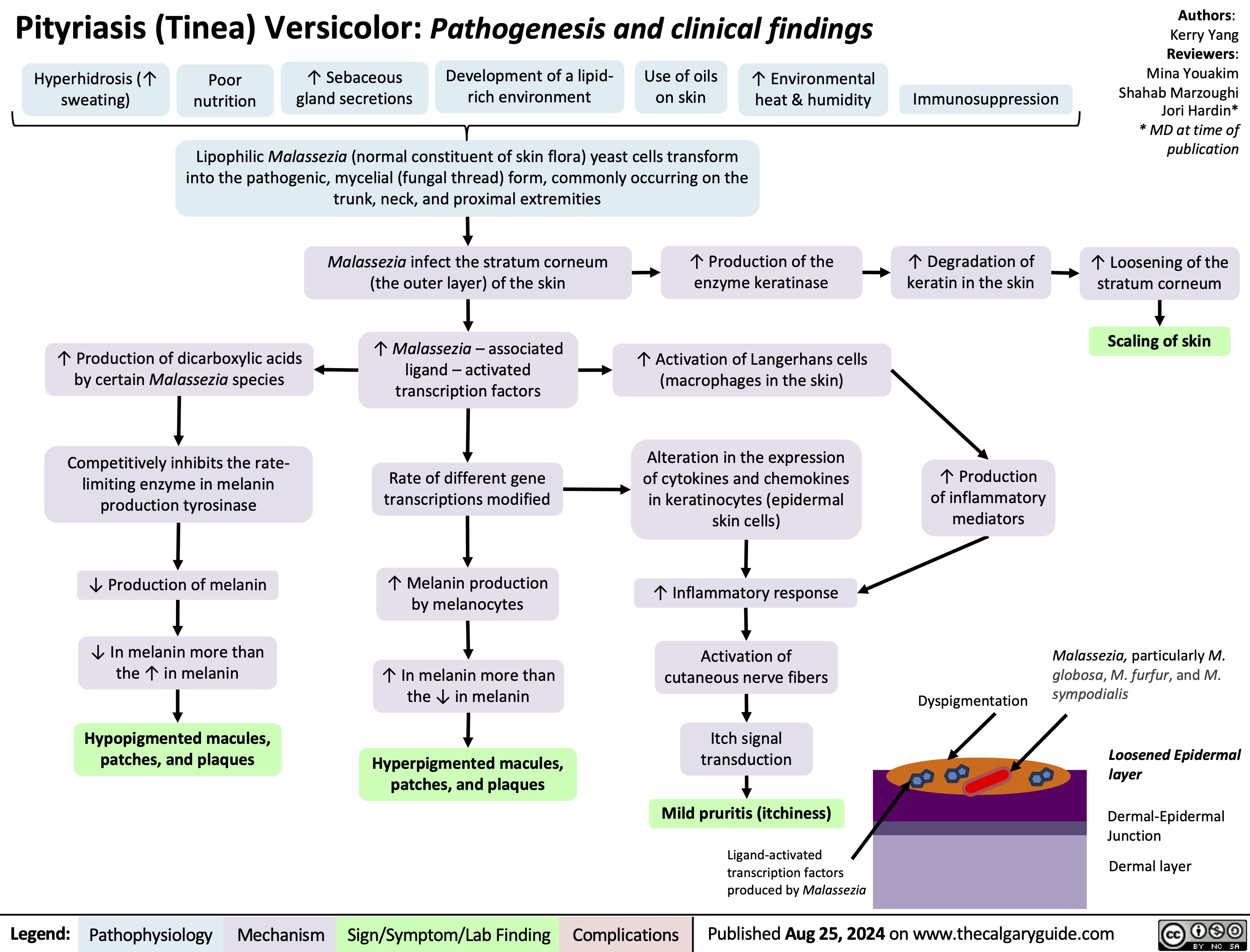 Pityriasis (Tinea) Versicolor: Pathogenesis and clinical findings
Authors: Kerry Yang Reviewers: Mina Youakim Shahab Marzoughi Jori Hardin* * MD at time of publication
↑ Loosening of the stratum corneum
Scaling of skin
      Hyperhidrosis (↑ sweating)
Poor ↑ Sebaceous nutrition gland secretions
Development of a lipid- rich environment
Use of oils on skin
↑ Environmental heat & humidity
Immunosuppression
   Lipophilic Malassezia (normal constituent of skin flora) yeast cells transform into the pathogenic, mycelial (fungal thread) form, commonly occurring on the trunk, neck, and proximal extremities
    Malassezia infect the stratum corneum (the outer layer) of the skin
↑ Malassezia – associated ligand – activated transcription factors
Rate of different gene transcriptions modified
↑ Melanin production by melanocytes
↑ In melanin more than the ↓ in melanin
Hyperpigmented macules, patches, and plaques
↑ Production of the enzyme keratinase
↑ Activation of Langerhans cells (macrophages in the skin)
Alteration in the expression of cytokines and chemokines in keratinocytes (epidermal skin cells)
↑ Inflammatory response
Activation of cutaneous nerve fibers
Itch signal transduction
Mild pruritis (itchiness)
Ligand-activated transcription factors produced by Malassezia
↑ Degradation of keratin in the skin
    ↑ Production of dicarboxylic acids by certain Malassezia species
Competitively inhibits the rate- limiting enzyme in melanin production tyrosinase
↓ Production of melanin
↓ In melanin more than the ↑ in melanin
Hypopigmented macules, patches, and plaques
↑ Production of inflammatory mediators
                 Dyspigmentation
Malassezia, particularly M. globosa, M. furfur, and M. sympodialis
Loosened Epidermal layer
Dermal-Epidermal Junction
Dermal layer
           Legend:
Pathophysiology
Mechanism
Sign/Symptom/Lab Finding
Complications
Published Aug 25, 2024 on www.thecalgaryguide.com
       