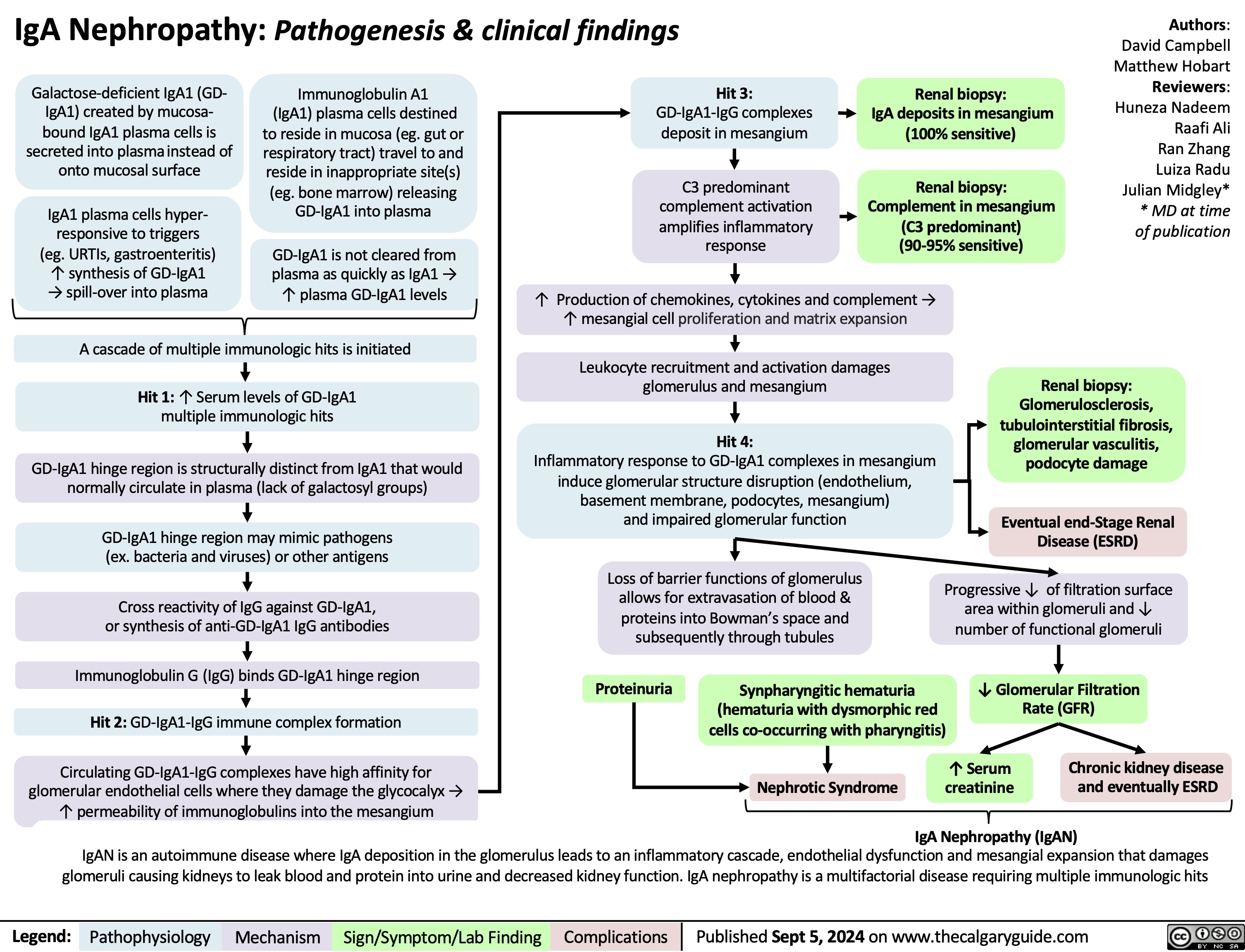 IgA Nephropathy: Pathogenesis & clinical findings
Authors: David Campbell Matthew Hobart Reviewers: Huneza Nadeem Raafi Ali Ran Zhang Luiza Radu Julian Midgley* * MD at time of publication
    Galactose-deficient IgA1 (GD- IgA1) created by mucosa- bound IgA1 plasma cells is secreted into plasma instead of onto mucosal surface
IgA1 plasma cells hyper- responsive to triggers (eg. URTIs, gastroenteritis) ↑ synthesis of GD-IgA1 → spill-over into plasma
Immunoglobulin A1 (IgA1) plasma cells destined to reside in mucosa (eg. gut or respiratory tract) travel to and
reside in inappropriate site(s) (eg. bone marrow) releasing GD-IgA1 into plasma
GD-IgA1 is not cleared from plasma as quickly as IgA1 → ↑ plasma GD-IgA1 levels
Hit 3:
GD-IgA1-IgG complexes deposit in mesangium
C3 predominant complement activation amplifies inflammatory response
Renal biopsy:
IgA deposits in mesangium (100% sensitive)
Renal biopsy: Complement in mesangium (C3 predominant) (90-95% sensitive)
        A cascade of multiple immunologic hits is initiated
Hit 1: ↑ Serum levels of GD-IgA1 multiple immunologic hits
GD-IgA1 hinge region is structurally distinct from IgA1 that would normally circulate in plasma (lack of galactosyl groups)
GD-IgA1 hinge region may mimic pathogens (ex. bacteria and viruses) or other antigens
Cross reactivity of IgG against GD-IgA1, or synthesis of anti-GD-IgA1 IgG antibodies
Immunoglobulin G (IgG) binds GD-IgA1 hinge region Hit 2: GD-IgA1-IgG immune complex formation
Circulating GD-IgA1-IgG complexes have high affinity for glomerular endothelial cells where they damage the glycocalyx → ↑ permeability of immunoglobulins into the mesangium
↑ Production of chemokines, cytokines and complement → ↑ mesangial cell proliferation and matrix expansion
Leukocyte recruitment and activation damages glomerulus and mesangium
Hit 4:
Inflammatory response to GD-IgA1 complexes in mesangium induce glomerular structure disruption (endothelium, basement membrane, podocytes, mesangium)
and impaired glomerular function
Loss of barrier functions of glomerulus allows for extravasation of blood & proteins into Bowman’s space and subsequently through tubules
Renal biopsy: Glomerulosclerosis, tubulointerstitial fibrosis, glomerular vasculitis, podocyte damage
Eventual end-Stage Renal Disease (ESRD)
Progressive ↓ of filtration surface area within glomeruli and ↓ number of functional glomeruli
                Proteinuria
Synpharyngitic hematuria (hematuria with dysmorphic red cells co-occurring with pharyngitis)
↓ Glomerular Filtration Rate (GFR)
        Nephrotic Syndrome
↑ Serum creatinine
Chronic kidney disease and eventually ESRD
  IgAN is an autoimmune disease where IgA deposition in the glomerulus leads to an inflammatory cascade, endothelial dysfunction and mesangial expansion that damages glomeruli causing kidneys to leak blood and protein into urine and decreased kidney function. IgA nephropathy is a multifactorial disease requiring multiple immunologic hits
IgA Nephropathy (IgAN)
 Legend:
 Pathophysiology
Mechanism
Sign/Symptom/Lab Finding
 Complications
 Published Sept 5, 2024 on www.thecalgaryguide.com
   