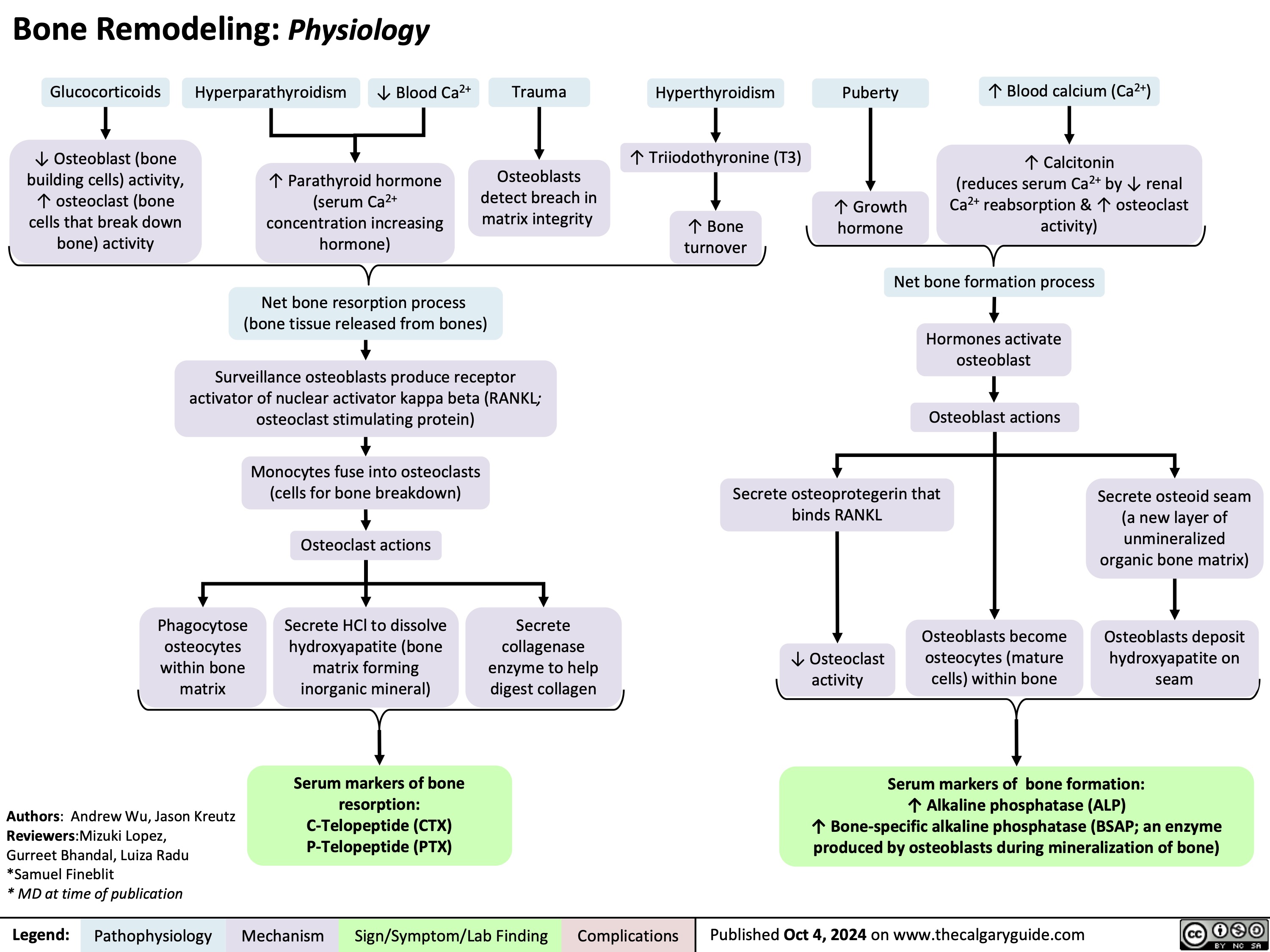 Bone Remodeling: Physiology
       Glucocorticoids
↓ Osteoblast (bone building cells) activity, ↑ osteoclast (bone cells that break down bone) activity
Hyperparathyroidism ↓ Blood Ca2+
↑ Parathyroid hormone (serum Ca2+ concentration increasing hormone)
Trauma
Osteoblasts detect breach in matrix integrity
Hyperthyroidism
↑ Triiodothyronine (T3)
↑ Bone turnover
Puberty
↑ Growth hormone
↑ Blood calcium (Ca2+)
↑ Calcitonin
(reduces serum Ca2+ by ↓ renal Ca2+ reabsorption & ↑ osteoclast activity)
              Net bone resorption process (bone tissue released from bones)
Surveillance osteoblasts produce receptor activator of nuclear activator kappa beta (RANKL; osteoclast stimulating protein)
Monocytes fuse into osteoclasts (cells for bone breakdown)
Osteoclast actions
Secrete HCl to dissolve hydroxyapatite (bone matrix forming inorganic mineral)
Serum markers of bone resorption: C-Telopeptide (CTX) P-Telopeptide (PTX)
Net bone formation process
Hormones activate osteoblast
Osteoblast actions
        Secrete osteoprotegerin that binds RANKL
Secrete osteoid seam (a new layer of unmineralized organic bone matrix)
Osteoblasts deposit hydroxyapatite on seam
      Phagocytose osteocytes within bone matrix
Authors: Andrew Wu, Jason Kreutz Reviewers:Mizuki Lopez,
Gurreet Bhandal, Luiza Radu *Samuel Fineblit
* MD at time of publication
Secrete collagenase enzyme to help digest collagen
↓ Osteoclast activity
Osteoblasts become osteocytes (mature cells) within bone
       Serum markers of bone formation:
↑ Alkaline phosphatase (ALP)
↑ Bone-specific alkaline phosphatase (BSAP; an enzyme produced by osteoblasts during mineralization of bone)
 Legend:
 Pathophysiology
Mechanism
Sign/Symptom/Lab Finding
 Complications
 Published Oct 4, 2024 on www.thecalgaryguide.com
   