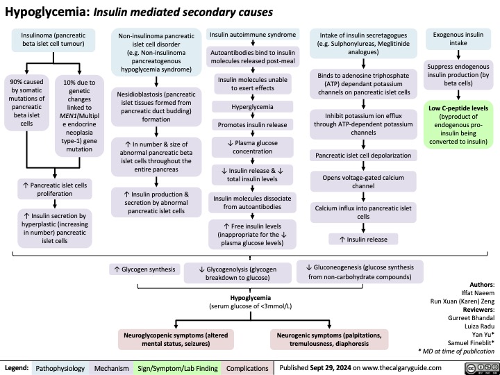 Hypoglycemia: Insulin mediated secondary causes
     Insulinoma (pancreatic beta islet cell tumour)
Non-insulinoma pancreatic islet cell disorder
(e.g. Non-insulinoma pancreatogenous hypoglycemia syndrome)
Nesidioblastosis (pancreatic islet tissues formed from pancreatic duct budding) formation
↑ In number & size of abnormal pancreatic beta islet cells throughout the entire pancreas
↑ Insulin production & secretion by abnormal pancreatic islet cells
↑ Glycogen synthesis
Insulin autoimmune syndrome
Autoantibodies bind to insulin molecules released post-meal
Insulin molecules unable to exert effects
Hyperglycemia Promotes insulin release
↓ Plasma glucose concentration
↓ Insulin release & ↓ total insulin levels
Insulin molecules dissociate from autoantibodies
↑ Free insulin levels (inappropriate for the ↓ plasma glucose levels)
↓ Glycogenolysis (glycogen breakdown to glucose)
Hypoglycemia
(serum glucose of <3mmol/L)
Intake of insulin secretagogues (e.g. Sulphonylureas, Meglitinide analogues)
Binds to adenosine triphosphate (ATP) dependant potassium channels on pancreatic islet cells
Inhibit potassium ion efflux through ATP-dependent potassium channels
Pancreatic islet cell depolarization
Opens voltage-gated calcium channel
Calcium influx into pancreatic islet cells
↑ Insulin release
↓ Gluconeogenesis (glucose synthesis from non-carbohydrate compounds)
Exogenous insulin intake
Suppress endogenous insulin production (by beta cells)
Low C-peptide levels
(byproduct of endogenous pro- insulin being converted to insulin)
       90% caused by somatic mutations of pancreatic beta islet cells
10% due to genetic changes linked to MEN1(Multipl e endocrine neoplasia type-1) gene mutation
            ↑ Pancreatic islet cells proliferation
↑ Insulin secretion by hyperplastic (increasing in number) pancreatic islet cells
              Neuroglycopenic symptoms (altered mental status, seizures)
Neurogenic symptoms (palpitations, tremulousness, diaphoresis
Authors: Iffat Naeem Run Xuan (Karen) Zeng Reviewers: Gurreet Bhandal Luiza Radu Yan Yu* Samuel Fineblit* * MD at time of publication
 Legend:
 Pathophysiology
Mechanism
 Sign/Symptom/Lab Finding
 Complications
 Published Sept 29, 2024 on www.thecalgaryguide.com
  