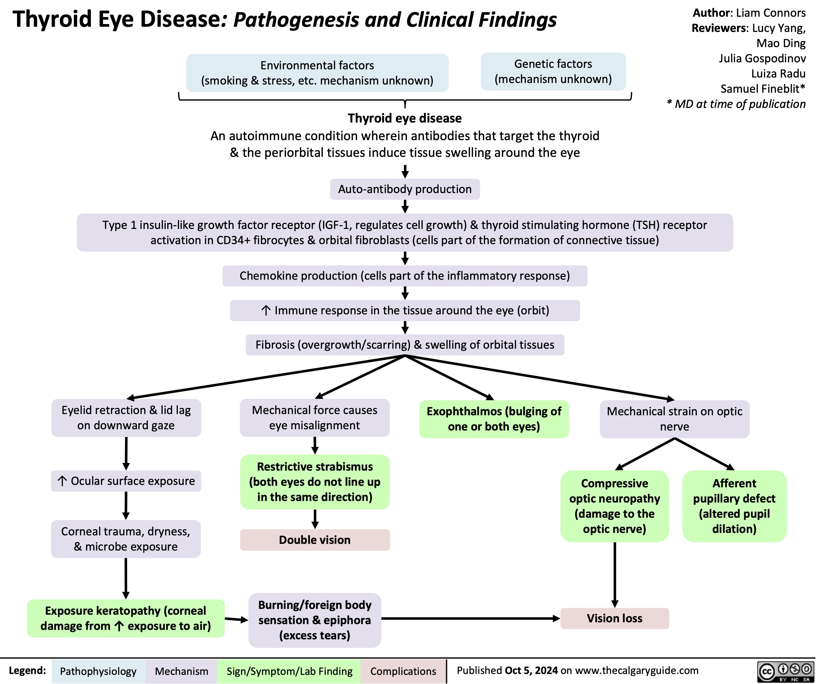Thyroid Eye Disease: Pathogenesis and Clinical Findings
Author: Liam Connors Reviewers: Lucy Yang, Mao Ding Julia Gospodinov Luiza Radu Samuel Fineblit* * MD at time of publication
  Environmental factors
(smoking & stress, etc. mechanism unknown)
Thyroid eye disease
Genetic factors (mechanism unknown)
  An autoimmune condition wherein antibodies that target the thyroid & the periorbital tissues induce tissue swelling around the eye
Auto-antibody production
  Type 1 insulin-like growth factor receptor (IGF-1, regulates cell growth) & thyroid stimulating hormone (TSH) receptor activation in CD34+ fibrocytes & orbital fibroblasts (cells part of the formation of connective tissue)
 Chemokine production (cells part of the inflammatory response) ↑ Immune response in the tissue around the eye (orbit) Fibrosis (overgrowth/scarring) & swelling of orbital tissues
        Eyelid retraction & lid lag on downward gaze
↑ Ocular surface exposure
Corneal trauma, dryness, & microbe exposure
Exposure keratopathy (corneal damage from ↑ exposure to air)
Mechanical force causes eye misalignment
Restrictive strabismus (both eyes do not line up in the same direction)
Double vision
Burning/foreign body sensation & epiphora (excess tears)
Exophthalmos (bulging of one or both eyes)
Mechanical strain on optic nerve
     Compressive optic neuropathy (damage to the optic nerve)
Vision loss
Afferent pupillary defect (altered pupil dilation)
         Legend:
 Pathophysiology
Mechanism
Sign/Symptom/Lab Finding
 Complications
 Published Oct 5, 2024 on www.thecalgaryguide.com
   
