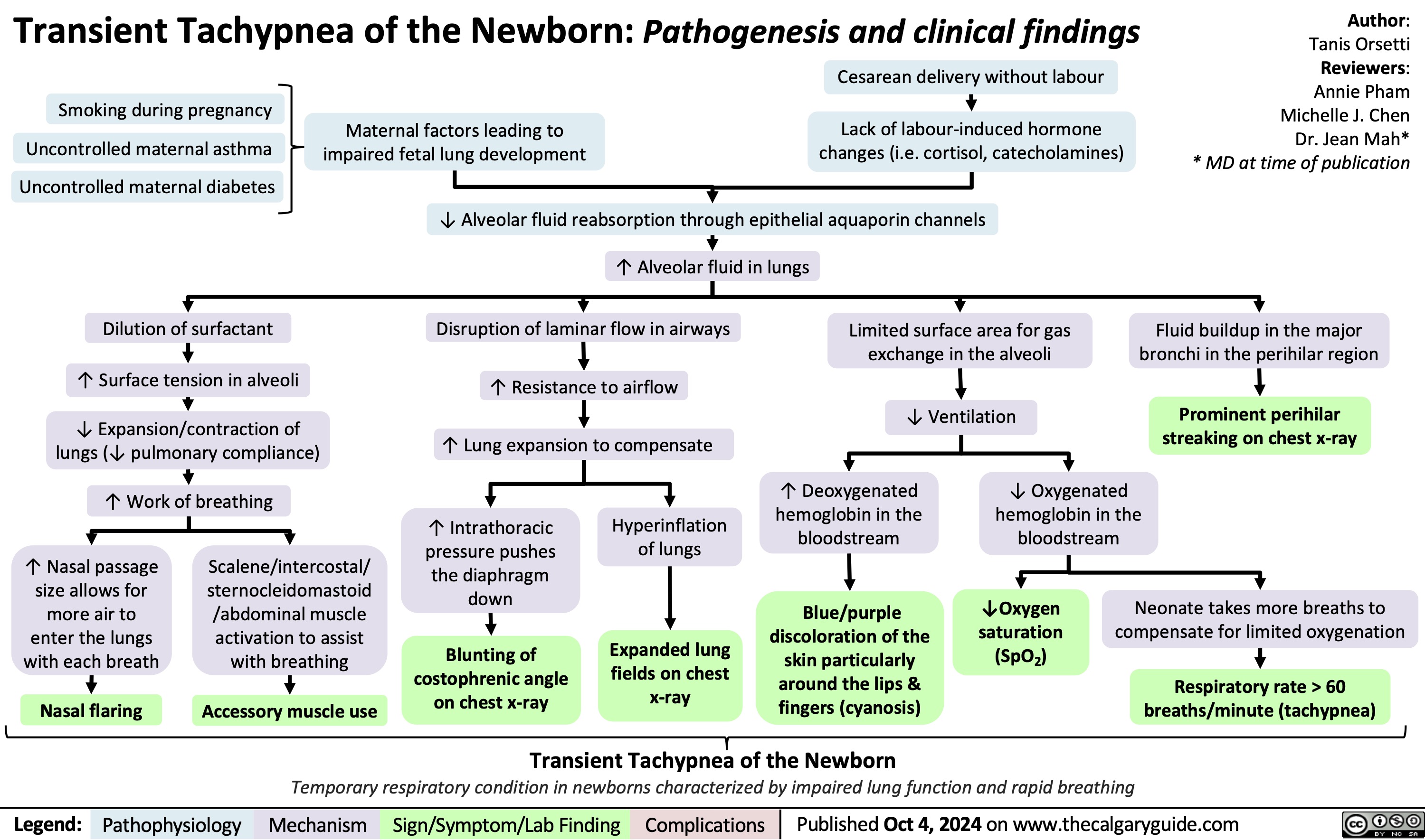 Transient Tachypnea of the Newborn: Pathogenesis and clinical findings Cesarean delivery without labour
Author: Tanis Orsetti Reviewers: Annie Pham Michelle J. Chen Dr. Jean Mah* * MD at time of publication
   Smoking during pregnancy
Uncontrolled maternal asthma Uncontrolled maternal diabetes
Dilution of surfactant
↑ Surface tension in alveoli
↓ Expansion/contraction of lungs (↓ pulmonary compliance)
↑ Work of breathing
Maternal factors leading to impaired fetal lung development
Lack of labour-induced hormone changes (i.e. cortisol, catecholamines)
     ↓ Alveolar fluid reabsorption through epithelial aquaporin channels
 ↑ Alveolar fluid in lungs Disruption of laminar flow in airways
↑ Resistance to airflow
↑ Lung expansion to compensate
Limited surface area for gas exchange in the alveoli
↓ Ventilation
Fluid buildup in the major bronchi in the perihilar region
Prominent perihilar streaking on chest x-ray
                     ↑ Intrathoracic pressure pushes the diaphragm down
Blunting of costophrenic angle on chest x-ray
Hyperinflation of lungs
Expanded lung fields on chest x-ray
↑ Deoxygenated hemoglobin in the bloodstream
Blue/purple discoloration of the skin particularly around the lips & fingers (cyanosis)
↓ Oxygenated hemoglobin in the bloodstream
   ↑ Nasal passage size allows for more air to enter the lungs with each breath
Nasal flaring
Scalene/intercostal/ sternocleidomastoid /abdominal muscle activation to assist with breathing
Accessory muscle use
↓Oxygen saturation (SpO2)
Neonate takes more breaths to compensate for limited oxygenation
Respiratory rate > 60 breaths/minute (tachypnea)
           Transient Tachypnea of the Newborn
Temporary respiratory condition in newborns characterized by impaired lung function and rapid breathing
 Legend:
 Pathophysiology
Mechanism
 Sign/Symptom/Lab Finding
 Complications
Published Oct 4, 2024 on www.thecalgaryguide.com
   