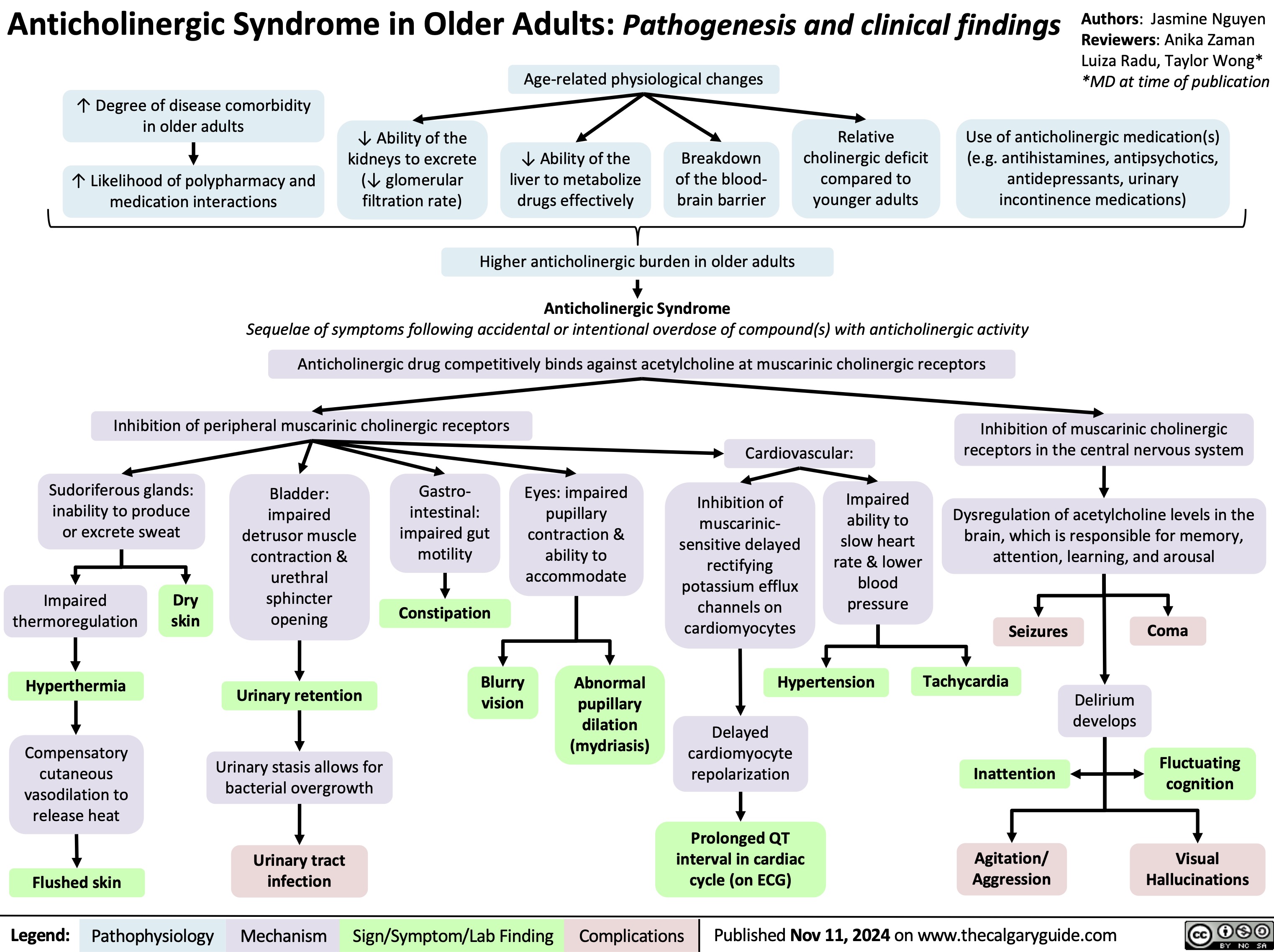 Anticholinergic Syndrome in Older Adults: Pathogenesis and clinical findings Age-related physiological changes
Authors: Jasmine Nguyen Reviewers: Anika Zaman Luiza Radu, Taylor Wong* *MD at time of publication
   ↑ Degree of disease comorbidity in older adults
↑ Likelihood of polypharmacy and medication interactions
↓ Ability of the kidneys to excrete (↓ glomerular filtration rate)
↓ Ability of the liver to metabolize drugs effectively
Breakdown of the blood- brain barrier
Relative cholinergic deficit compared to younger adults
Use of anticholinergic medication(s) (e.g. antihistamines, antipsychotics, antidepressants, urinary incontinence medications)
        Higher anticholinergic burden in older adults
Anticholinergic Syndrome
Sequelae of symptoms following accidental or intentional overdose of compound(s) with anticholinergic activity
Anticholinergic drug competitively binds against acetylcholine at muscarinic cholinergic receptors
     Inhibition of peripheral muscarinic cholinergic receptors
Inhibition of muscarinic cholinergic receptors in the central nervous system
Dysregulation of acetylcholine levels in the brain, which is responsible for memory, attention, learning, and arousal
   Cardiovascular:
     Sudoriferous glands: inability to produce or excrete sweat
Gastro- intestinal: impaired gut motility
Constipation
Blurry vision
  Bladder: impaired detrusor muscle contraction & urethral
Eyes: impaired pupillary contraction & ability to accommodate
Inhibition of muscarinic- sensitive delayed rectifying potassium efflux channels on cardiomyocytes
Impaired
ability to slow heart rate & lower blood pressure
      Impaired thermoregulation
Hyperthermia
Compensatory cutaneous vasodilation to release heat
Flushed skin
Dry sphincter skin opening
Urinary retention
Urinary stasis allows for bacterial overgrowth
Urinary tract infection
Abnormal pupillary dilation (mydriasis)
Hypertension
Delayed cardiomyocyte repolarization
Prolonged QT interval in cardiac cycle (on ECG)
Seizures Tachycardia
Inattention
Agitation/ Aggression
Delirium develops
Coma
Fluctuating cognition
Visual Hallucinations
                          Legend:
 Pathophysiology
Mechanism
Sign/Symptom/Lab Finding
 Complications
 Published Nov 11, 2024 on www.thecalgaryguide.com
   