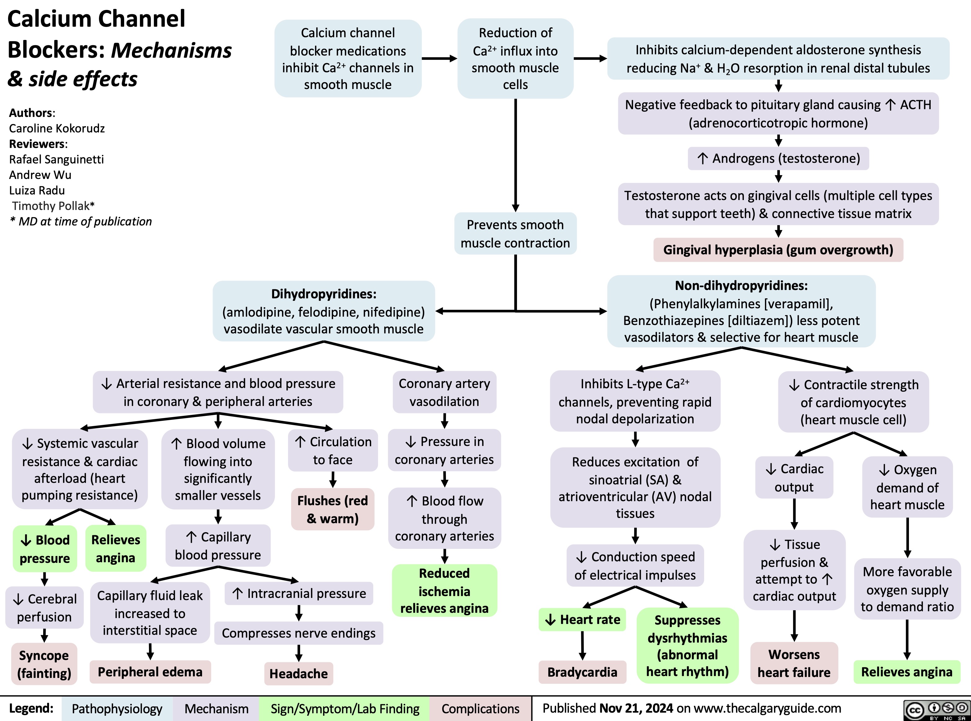 Calcium Channel Blockers: Mechanisms & side effects
Authors:
Caroline Kokorudz Reviewers:
Rafael Sanguinetti Andrew Wu
Luiza Radu
Timothy Pollak*
* MD at time of publication
Calcium channel blocker medications
inhibit Ca2+ channels in smooth muscle
Reduction of Ca2+ influx into smooth muscle cells
Inhibits calcium-dependent aldosterone synthesis reducing Na+ & H2O resorption in renal distal tubules
Negative feedback to pituitary gland causing ↑ ACTH (adrenocorticotropic hormone)
↑ Androgens (testosterone)
Testosterone acts on gingival cells (multiple cell types that support teeth) & connective tissue matrix
Gingival hyperplasia (gum overgrowth)
Non-dihydropyridines:
(Phenylalkylamines [verapamil], Benzothiazepines [diltiazem]) less potent vasodilators & selective for heart muscle
       Prevents smooth muscle contraction
    Dihydropyridines:
(amlodipine, felodipine, nifedipine) vasodilate vascular smooth muscle
      ↓ Arterial resistance and blood pressure in coronary & peripheral arteries
Coronary artery vasodilation
↓ Pressure in coronary arteries
↑ Blood flow through coronary arteries
Reduced
ischemia relieves angina
Inhibits L-type Ca2+ channels, preventing rapid nodal depolarization
Reduces excitation of sinoatrial (SA) & atrioventricular (AV) nodal tissues
↓ Conduction speed of electrical impulses
↓ Contractile strength of cardiomyocytes (heart muscle cell)
       ↓ Systemic vascular resistance & cardiac
afterload (heart pumping resistance)
↑ Blood volume flowing into significantly smaller vessels
↑ Capillary blood pressure
↑ Circulation to face
Flushes (red & warm)
↓ Cardiac output
↓ Tissue perfusion & attempt to ↑ cardiac output
Worsens heart failure
↓ Oxygen demand of heart muscle
More favorable oxygen supply to demand ratio
Relieves angina
         ↓ Blood pressure
↓ Cerebral perfusion
Syncope (fainting)
Relieves angina
         Capillary fluid leak increased to interstitial space
Peripheral edema
↑ Intracranial pressure Compresses nerve endings Headache
↓ Heart rate Bradycardia
Suppresses dysrhythmias (abnormal heart rhythm)
           Legend:
 Pathophysiology
Mechanism
Sign/Symptom/Lab Finding
 Complications
Published Nov 21, 2024 on www.thecalgaryguide.com
    