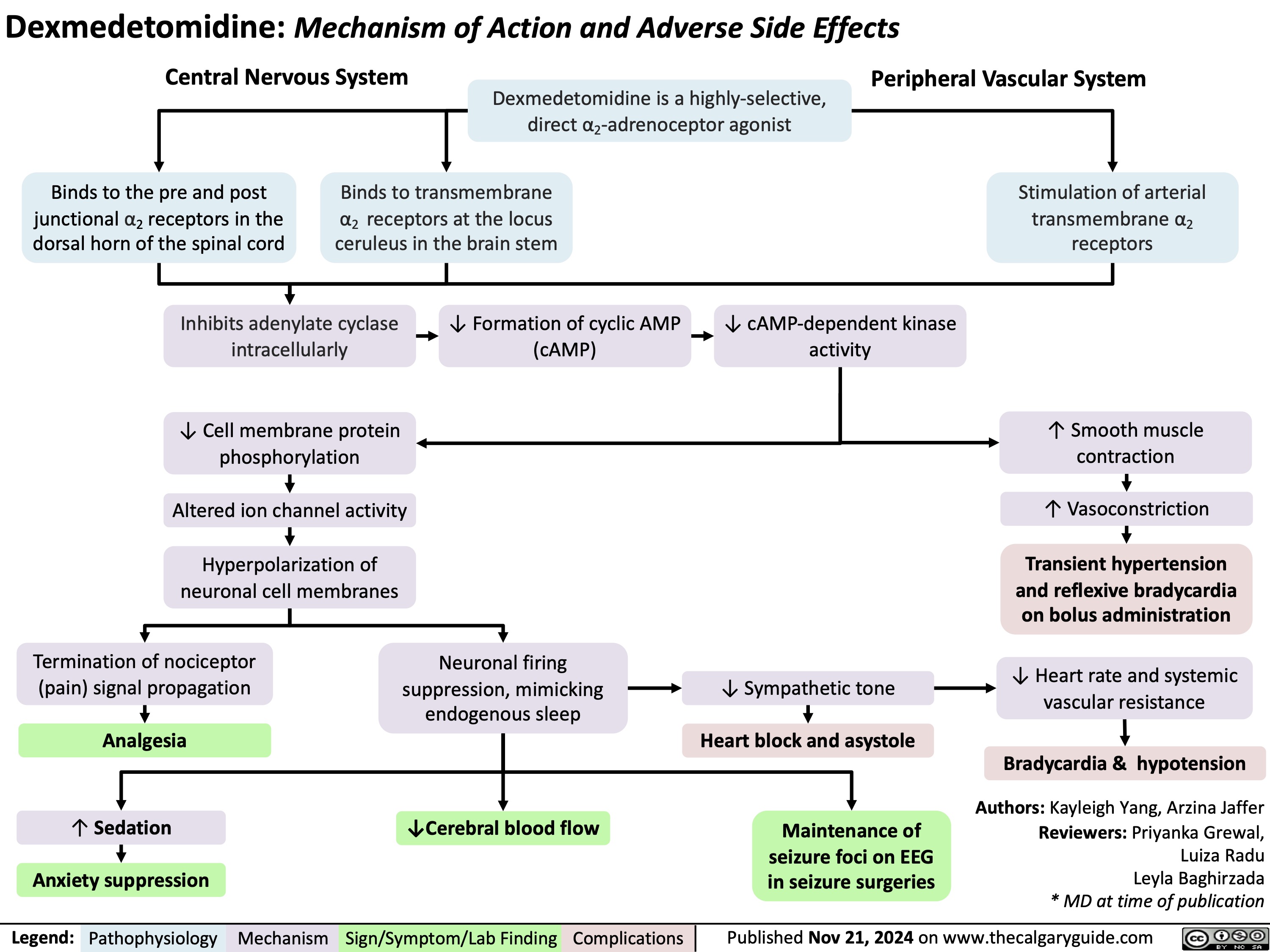 Dexmedetomidine: Mechanism of Action and Adverse Side Effects
Central Nervous System Dexmedetomidine is a highly-selective, direct α2-adrenoceptor agonist
Peripheral Vascular System
      Binds to the pre and post junctional α2 receptors in the dorsal horn of the spinal cord
Binds to transmembrane
α2 receptors at the locus ceruleus in the brain stem
Stimulation of arterial transmembrane α2 receptors
      Inhibits adenylate cyclase intracellularly
↓ Cell membrane protein phosphorylation
Altered ion channel activity
Hyperpolarization of neuronal cell membranes
Termination of nociceptor (pain) signal propagation
Analgesia
↑ Sedation Anxiety suppression
↓ Formation of cyclic AMP (cAMP)
↓ cAMP-dependent kinase activity
           Neuronal firing suppression, mimicking endogenous sleep
↓Cerebral blood flow
↓ Sympathetic tone
Heart block and asystole
Maintenance of seizure foci on EEG in seizure surgeries
↑ Smooth muscle contraction
↑ Vasoconstriction
Transient hypertension and reflexive bradycardia on bolus administration
↓ Heart rate and systemic vascular resistance
Bradycardia & hypotension Authors: Kayleigh Yang, Arzina Jaffer
Reviewers: Priyanka Grewal, Luiza Radu Leyla Baghirzada * MD at time of publication
           Legend:
 Pathophysiology
Mechanism
Sign/Symptom/Lab Finding
 Complications
Published Nov 21, 2024 on www.thecalgaryguide.com
    