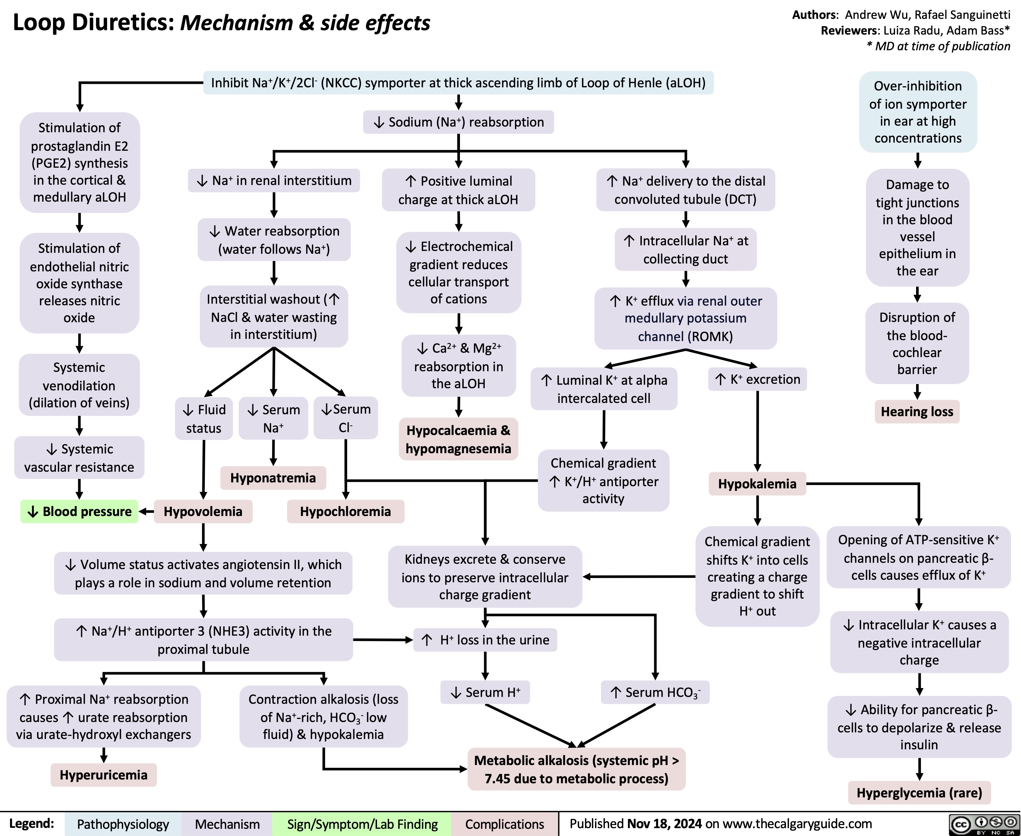 Loop Diuretics: Mechanism & side effects
Inhibit Na+/K+/2Cl- (NKCC) symporter at thick ascending limb of Loop of Henle (aLOH)
Authors: Andrew Wu, Rafael Sanguinetti Reviewers: Luiza Radu, Adam Bass* * MD at time of publication
Over-inhibition of ion symporter in ear at high concentrations
Damage to tight junctions in the blood vessel epithelium in the ear
Disruption of the blood- cochlear barrier
Hearing loss
Opening of ATP-sensitive K+ channels on pancreatic β- cells causes efflux of K+
↓ Intracellular K+ causes a negative intracellular charge
↓ Ability for pancreatic β- cells to depolarize & release insulin
Hyperglycemia (rare)
     Stimulation of prostaglandin E2 (PGE2) synthesis in the cortical & medullary aLOH
Stimulation of endothelial nitric
oxide synthase releases nitric oxide
Systemic venodilation (dilation of veins)
↓ Systemic vascular resistance
↓ Blood pressure
↓ Na+ in renal interstitium
↓ Water reabsorption (water follows Na+)
Interstitial washout (↑ NaCl & water wasting in interstitium)
↓ Sodium (Na+) reabsorption
↑ Positive luminal charge at thick aLOH
↓ Electrochemical gradient reduces cellular transport of cations
↓ Ca2+ & Mg2+ reabsorption in the aLOH
Hypocalcaemia & hypomagnesemia
↑ Na+ delivery to the distal convoluted tubule (DCT)
↑ Intracellular Na+ at collecting duct
↑ K+ efflux via renal outer medullary potassium channel (ROMK)
                        ↓ Fluid status
↓ Serum Na+
↓Serum Cl-
↑ Luminal K+ at alpha intercalated cell
Chemical gradient ↑ K+/H+ antiporter activity
↑ K+ excretion
Hypokalemia
Chemical gradient shifts K+ into cells creating a charge gradient to shift H+ out
       Hyponatremia Hypovolemia Hypochloremia
          ↓ Volume status activates angiotensin II, which plays a role in sodium and volume retention
↑ Na+/H+ antiporter 3 (NHE3) activity in the proximal tubule
Kidneys excrete & conserve ions to preserve intracellular charge gradient
↑ H+ loss in the urine ↓ Serum H+
           ↑ Proximal Na+ reabsorption causes ↑ urate reabsorption via urate-hydroxyl exchangers
Hyperuricemia
Contraction alkalosis (loss of Na+-rich, HCO3- low fluid) & hypokalemia
↑ Serum HCO3-
     Metabolic alkalosis (systemic pH > 7.45 due to metabolic process)
   Legend:
 Pathophysiology
 Mechanism
 Sign/Symptom/Lab Finding
 Complications
 Published Nov 18, 2024 on www.thecalgaryguide.com
 