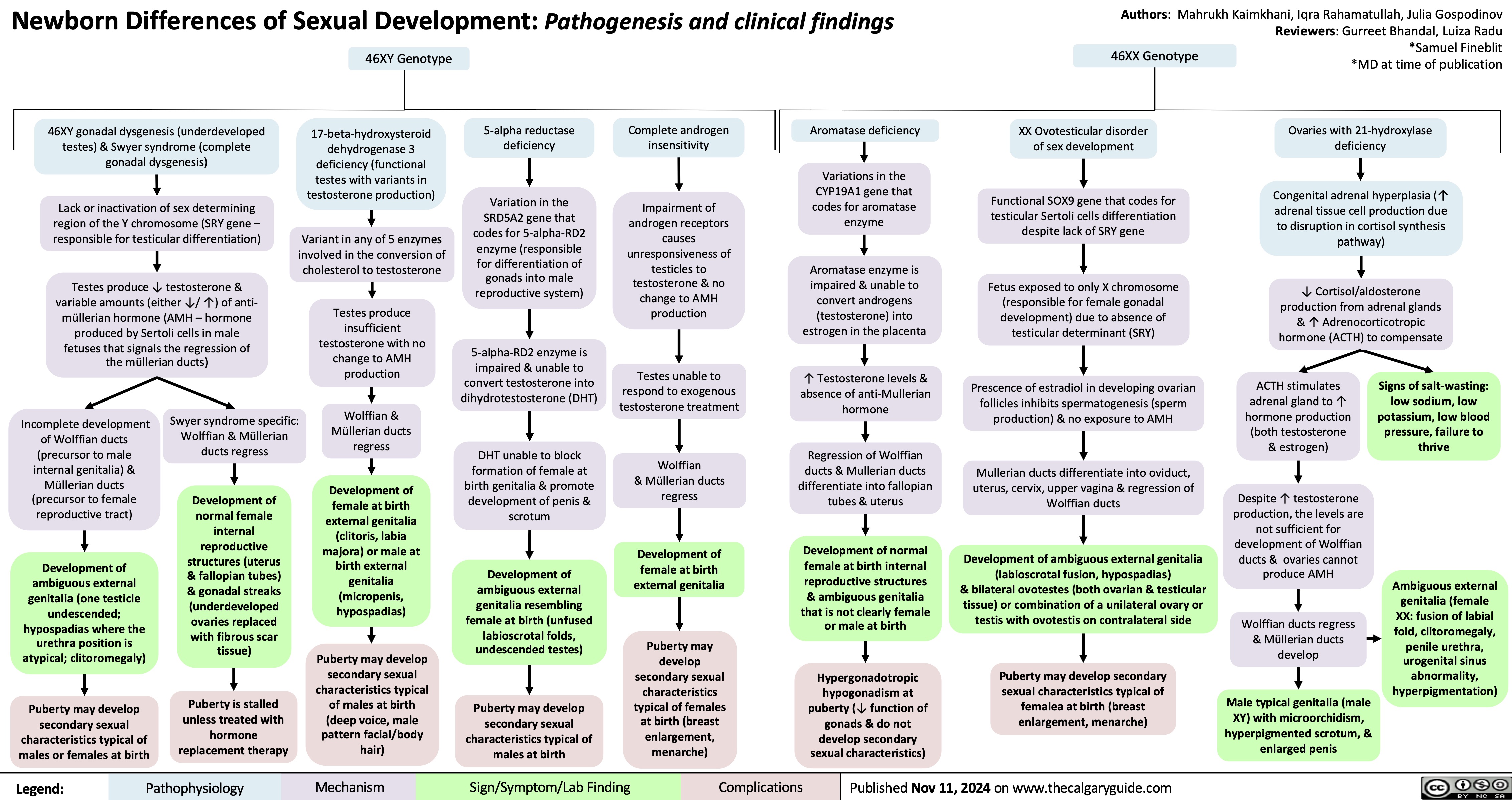 Newborn Differences of Sexual Development: Pathogenesis and clinical findings 46XY Genotype
Authors: Mahrukh Kaimkhani, Iqra Rahamatullah, Julia Gospodinov Reviewers: Gurreet Bhandal, Luiza Radu
           46XY gonadal dysgenesis (underdeveloped testes) & Swyer syndrome (complete gonadal dysgenesis)
Lack or inactivation of sex determining region of the Y chromosome (SRY gene – responsible for testicular differentiation)
Testes produce ↓ testosterone & variable amounts (either ↓/ ↑) of anti- müllerian hormone (AMH – hormone produced by Sertoli cells in male fetuses that signals the regression of the müllerian ducts)
17-beta-hydroxysteroid dehydrogenase 3 deficiency (functional testes with variants in testosterone production)
Variant in any of 5 enzymes involved in the conversion of cholesterol to testosterone
Testes produce insufficient testosterone with no change to AMH production
Wolffian & Müllerian ducts regress
Development of female at birth external genitalia (clitoris, labia majora) or male at birth external genitalia (micropenis, hypospadias)
Puberty may develop secondary sexual characteristics typical of males at birth (deep voice, male pattern facial/body hair)
5-alpha reductase deficiency
Variation in the SRD5A2 gene that codes for 5-alpha-RD2 enzyme (responsible for differentiation of gonads into male reproductive system)
5-alpha-RD2 enzyme is impaired & unable to convert testosterone into dihydrotestosterone (DHT)
DHT unable to block formation of female at birth genitalia & promote development of penis & scrotum
Development of ambiguous external genitalia resembling female at birth (unfused labioscrotal folds, undescended testes)
Puberty may develop secondary sexual characteristics typical of males at birth
Complete androgen insensitivity
Impairment of androgen receptors causes unresponsiveness of testicles to testosterone & no change to AMH production
Testes unable to respond to exogenous testosterone treatment
Wolffian
& Müllerian ducts regress
Development of female at birth external genitalia
Puberty may develop secondary sexual characteristics typical of females at birth (breast enlargement, menarche)
Aromatase deficiency
Variations in the CYP19A1 gene that codes for aromatase enzyme
Aromatase enzyme is impaired & unable to convert androgens (testosterone) into estrogen in the placenta
↑ Testosterone levels & absence of anti-Mullerian hormone
Regression of Wolffian ducts & Mullerian ducts differentiate into fallopian tubes & uterus
Development of normal female at birth internal reproductive structures & ambiguous genitalia that is not clearly female or male at birth
Hypergonadotropic hypogonadism at puberty (↓ function of gonads & do not develop secondary sexual characteristics)
46XX Genotype
XX Ovotesticular disorder of sex development
Functional SOX9 gene that codes for testicular Sertoli cells differentiation despite lack of SRY gene
Fetus exposed to only X chromosome (responsible for female gonadal development) due to absence of testicular determinant (SRY)
Prescence of estradiol in developing ovarian follicles inhibits spermatogenesis (sperm production) & no exposure to AMH
Mullerian ducts differentiate into oviduct, uterus, cervix, upper vagina & regression of Wolffian ducts
Development of ambiguous external genitalia (labioscrotal fusion, hypospadias)
& bilateral ovotestes (both ovarian & testicular tissue) or combination of a unilateral ovary or testis with ovotestis on contralateral side
Puberty may develop secondary sexual characteristics typical of femalea at birth (breast enlargement, menarche)
*Samuel Fineblit *MD at time of publication
Ovaries with 21-hydroxylase deficiency
Congenital adrenal hyperplasia (↑ adrenal tissue cell production due to disruption in cortisol synthesis pathway)
↓ Cortisol/aldosterone production from adrenal glands & ↑ Adrenocorticotropic hormone (ACTH) to compensate
                      Incomplete development of Wolffian ducts (precursor to male internal genitalia) & Müllerian ducts (precursor to female reproductive tract)
Development of ambiguous external genitalia (one testicle undescended; hypospadias where the urethra position is atypical; clitoromegaly)
Puberty may develop secondary sexual characteristics typical of males or females at birth
Swyer syndrome specific: Wolffian & Müllerian ducts regress
Development of normal female internal reproductive structures (uterus & fallopian tubes) & gonadal streaks (underdeveloped ovaries replaced with fibrous scar tissue)
Puberty is stalled unless treated with hormone replacement therapy
ACTH stimulates adrenal gland to ↑ hormone production (both testosterone & estrogen)
Despite ↑ testosterone production, the levels are not sufficient for development of Wolffian ducts & ovaries cannot produce AMH
Wolffian ducts regress & Müllerian ducts develop
Male typical genitalia (male XY) with microorchidism, hyperpigmented scrotum, & enlarged penis
Signs of salt-wasting: low sodium, low potassium, low blood pressure, failure to thrive
             Ambiguous external genitalia (female XX: fusion of labial fold, clitoromegaly, penile urethra, urogenital sinus abnormality, hyperpigmentation)
          Legend:
 Pathophysiology
Mechanism
Sign/Symptom/Lab Finding
 Complications
 Published Nov 11, 2024 on www.thecalgaryguide.com
   