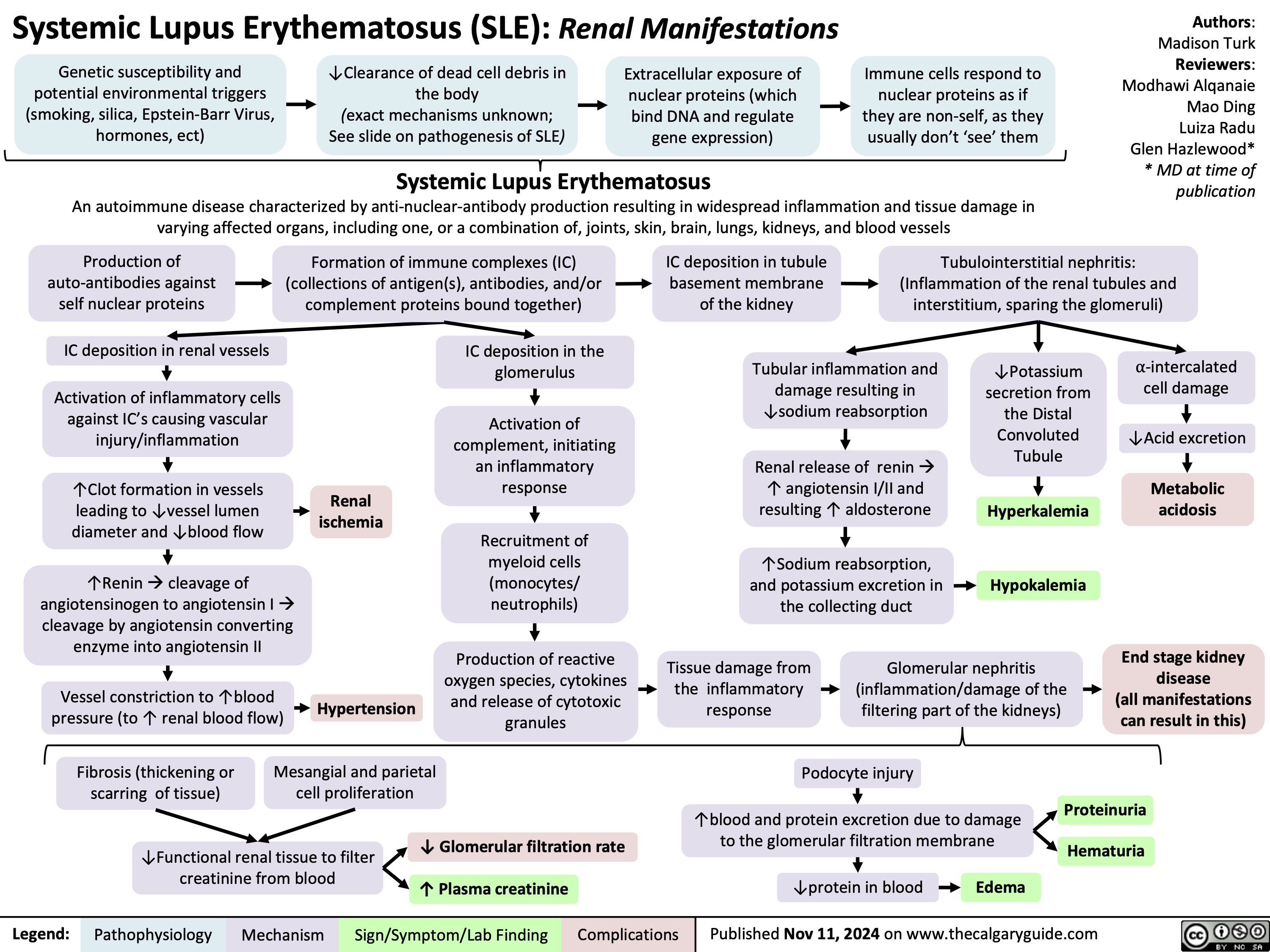 Systemic Lupus Erythematosus (SLE): Renal Manifestations
Authors: Madison Turk Reviewers: Modhawi Alqanaie Mao Ding Luiza Radu Glen Hazlewood* * MD at time of publication
    Genetic susceptibility and potential environmental triggers (smoking, silica, Epstein-Barr Virus, hormones, ect)
↓Clearance of dead cell debris in the body
(exact mechanisms unknown; See slide on pathogenesis of SLE)
Extracellular exposure of nuclear proteins (which bind DNA and regulate gene expression)
Immune cells respond to nuclear proteins as if they are non-self, as they usually don’t ‘see’ them
 Systemic Lupus Erythematosus
An autoimmune disease characterized by anti-nuclear-antibody production resulting in widespread inflammation and tissue damage in varying affected organs, including one, or a combination of, joints, skin, brain, lungs, kidneys, and blood vessels
    Production of auto-antibodies against self nuclear proteins
IC deposition in renal vessels
Activation of inflammatory cells against IC’s causing vascular injury/inflammation
↑Clot formation in vessels leading to ↓vessel lumen diameter and ↓blood flow
↑Reninàcleavage of angiotensinogen to angiotensin Ià cleavage by angiotensin converting enzyme into angiotensin II
Vessel constriction to ↑blood pressure (to ↑ renal blood flow)
IC deposition in tubule basement membrane of the kidney
Formation of immune complexes (IC) (collections of antigen(s), antibodies, and/or complement proteins bound together)
Tubulointerstitial nephritis: (Inflammation of the renal tubules and interstitium, sparing the glomeruli)
                Renal ischemia
IC deposition in the glomerulus
Activation of complement, initiating an inflammatory response
Recruitment of myeloid cells (monocytes/ neutrophils)
Production of reactive oxygen species, cytokines and release of cytotoxic granules
Tubular inflammation and damage resulting in ↓sodium reabsorption
Renal release of reninà ↑ angiotensin I/II and resulting ↑ aldosterone
↑Sodium reabsorption, and potassium excretion in the collecting duct
↓Potassium secretion from the Distal Convoluted Tubule
Hyperkalemia Hypokalemia
⍺-intercalated cell damage
↓Acid excretion
Metabolic acidosis
End stage kidney disease
(all manifestations can result in this)
           Hypertension
Tissue damage from the inflammatory response
Glomerular nephritis (inflammation/damage of the filtering part of the kidneys)
    Fibrosis (thickening or scarring of tissue)
Mesangial and parietal cell proliferation
Podocyte injury
↑blood and protein excretion due to damage to the glomerular filtration membrane
↓protein in blood Edema
Proteinuria Hematuria
       ↓Functional renal tissue to filter creatinine from blood
↓ Glomerular filtration rate ↑ Plasma creatinine
    Legend:
 Pathophysiology
Mechanism
Sign/Symptom/Lab Finding
 Complications
 Published Nov 11, 2024 on www.thecalgaryguide.com
   