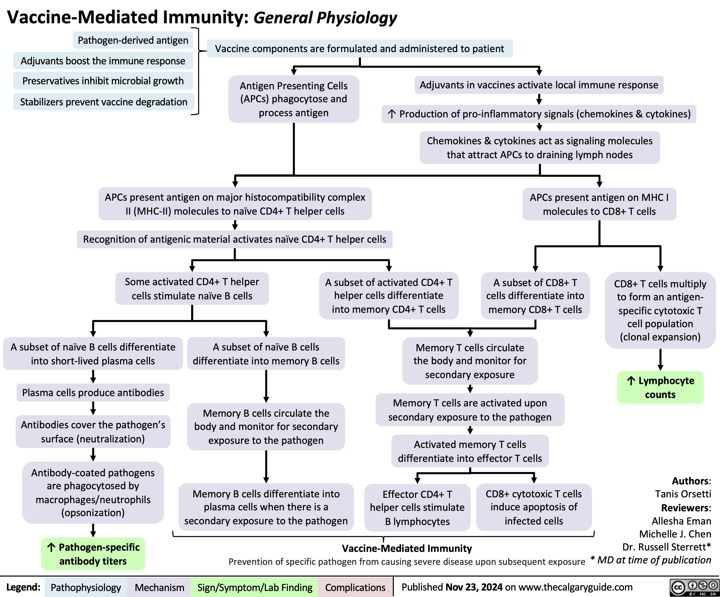 Vaccine-Mediated Immunity: General Physiology
  Pathogen-derived antigen Adjuvants boost the immune response Preservatives inhibit microbial growth
Stabilizers prevent vaccine degradation
Vaccine components are formulated and administered to patient
      Antigen Presenting Cells (APCs) phagocytose and process antigen
Adjuvants in vaccines activate local immune response
↑ Production of pro-inflammatory signals (chemokines & cytokines)
Chemokines & cytokines act as signaling molecules that attract APCs to draining lymph nodes
APCs present antigen on MHC I molecules to CD8+ T cells
        APCs present antigen on major histocompatibility complex II (MHC-II) molecules to naïve CD4+ T helper cells
Recognition of antigenic material activates naïve CD4+ T helper cells
             A subset of naïve B cells differentiate into short-lived plasma cells
Plasma cells produce antibodies
Antibodies cover the pathogen’s surface (neutralization)
Antibody-coated pathogens are phagocytosed by macrophages/neutrophils (opsonization)
↑ Pathogen-specific antibody titers
CD8+ T cells multiply to form an antigen- specific cytotoxic T cell population (clonal expansion)
↑ Lymphocyte counts
Authors: Tanis Orsetti Reviewers: Allesha Eman Michelle J. Chen Dr. Russell Sterrett* Prevention of specific pathogen from causing severe disease upon subsequent exposure * MD at time of publication
Some activated CD4+ T helper cells stimulate naïve B cells
A subset of activated CD4+ T helper cells differentiate into memory CD4+ T cells
A subset of CD8+ T cells differentiate into memory CD8+ T cells
A subset of naïve B cells differentiate into memory B cells
Memory B cells circulate the body and monitor for secondary exposure to the pathogen
Memory T cells circulate the body and monitor for secondary exposure
Memory T cells are activated upon secondary exposure to the pathogen
Activated memory T cells differentiate into effector T cells
             Memory B cells differentiate into plasma cells when there is a secondary exposure to the pathogen
Effector CD4+ T helper cells stimulate B lymphocytes
CD8+ cytotoxic T cells induce apoptosis of infected cells
  Vaccine-Mediated Immunity
 Legend:
 Pathophysiology
Mechanism
Sign/Symptom/Lab Finding
 Complications
 Published Nov 23, 2024 on www.thecalgaryguide.com
   