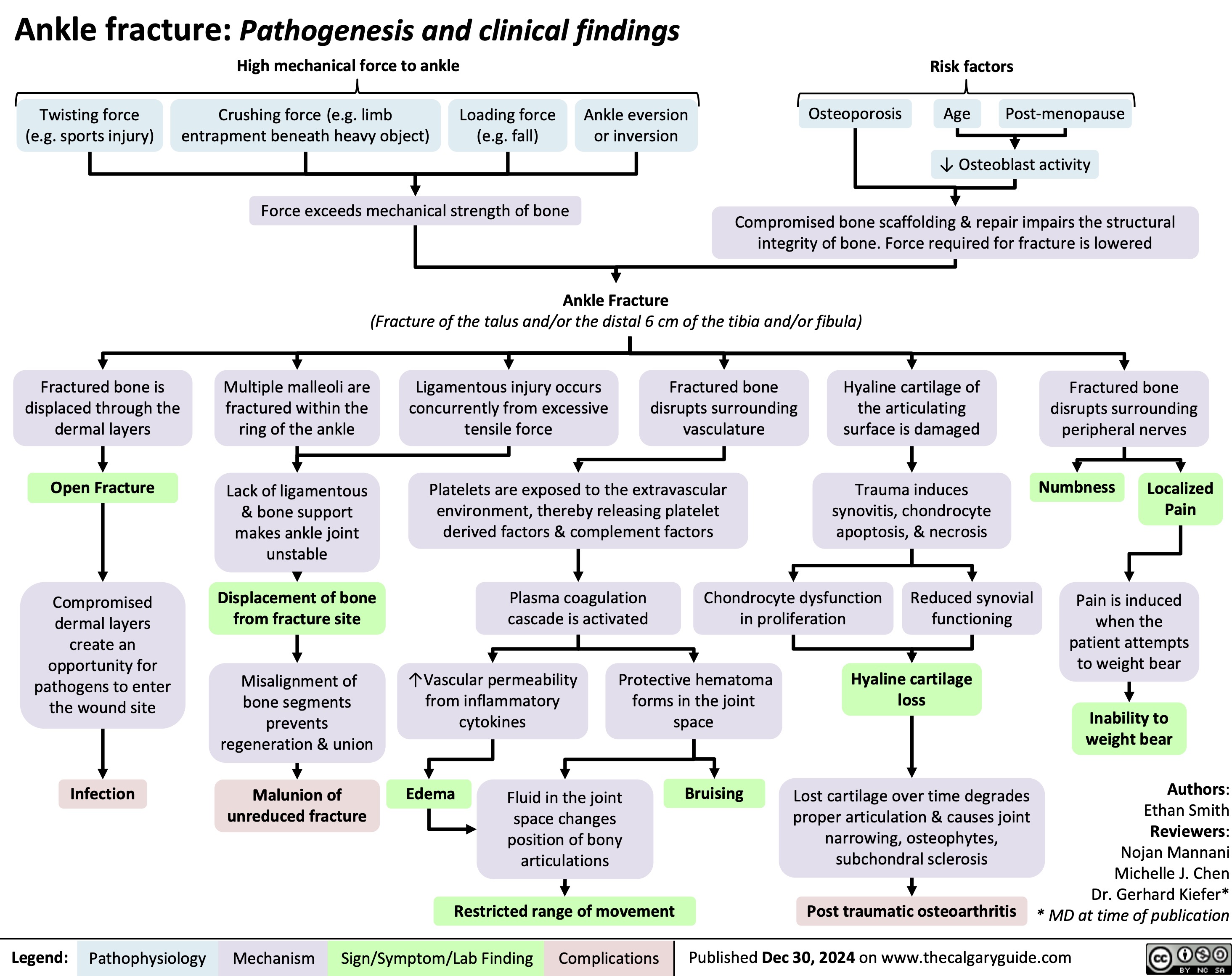 Ankle fracture: Pathogenesis and clinical findings High mechanical force to ankle
Risk factors
Age Post-menopause ↓ Osteoblast activity
      Twisting force (e.g. sports injury)
Crushing force (e.g. limb Loading force entrapment beneath heavy object) (e.g. fall)
Force exceeds mechanical strength of bone
Ankle eversion or inversion
Osteoporosis
      Compromised bone scaffolding & repair impairs the structural integrity of bone. Force required for fracture is lowered
  Ankle Fracture
(Fracture of the talus and/or the distal 6 cm of the tibia and/or fibula)
          Fractured bone is displaced through the dermal layers
Open Fracture
Compromised dermal layers create an opportunity for pathogens to enter the wound site
Infection
Multiple malleoli are fractured within the ring of the ankle
Lack of ligamentous & bone support makes ankle joint unstable
Displacement of bone from fracture site
Misalignment of bone segments prevents regeneration & union
Malunion of unreduced fracture
Ligamentous injury occurs concurrently from excessive tensile force
Fractured bone disrupts surrounding vasculature
Hyaline cartilage of the articulating surface is damaged
Trauma induces synovitis, chondrocyte apoptosis, & necrosis
Fractured bone disrupts surrounding peripheral nerves
Numbness Localized Pain
Pain is induced when the patient attempts to weight bear
Inability to weight bear
Authors: Ethan Smith Reviewers: Nojan Mannani Michelle J. Chen Dr. Gerhard Kiefer* * MD at time of publication
         Platelets are exposed to the extravascular environment, thereby releasing platelet derived factors & complement factors
         Plasma coagulation cascade is activated
Chondrocyte dysfunction in proliferation
Reduced synovial functioning
       ↑Vascular permeability from inflammatory cytokines
Protective hematoma forms in the joint space
Hyaline cartilage loss
Lost cartilage over time degrades proper articulation & causes joint narrowing, osteophytes, subchondral sclerosis
Post traumatic osteoarthritis
           Edema
Fluid in the joint space changes position of bony articulations
Bruising
  Restricted range of movement
 Legend:
 Pathophysiology
Mechanism
 Sign/Symptom/Lab Finding
 Complications
 Published Dec 30, 2024 on www.thecalgaryguide.com
  
