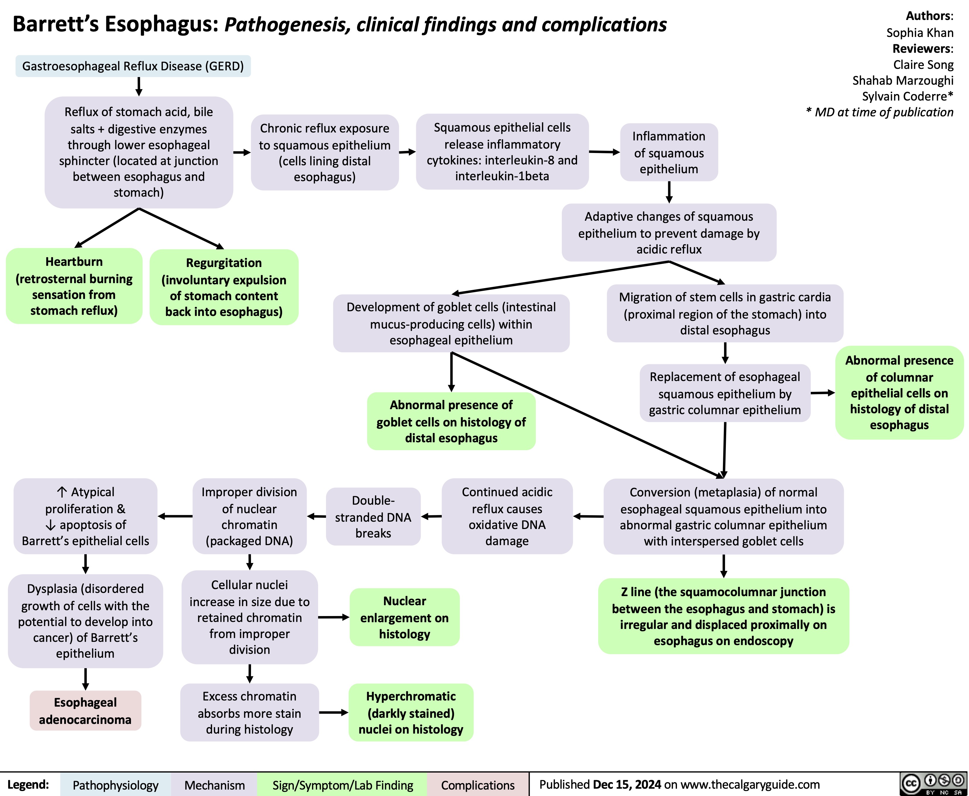 Barrett’s Esophagus: Pathogenesis, clinical findings and complications Gastroesophageal Reflux Disease (GERD)
Authors: Sophia Khan Reviewers: Claire Song Shahab Marzoughi Sylvain Coderre* * MD at time of publication
  Reflux of stomach acid, bile salts + digestive enzymes
through lower esophageal sphincter (located at junction between esophagus and stomach)
Chronic reflux exposure to squamous epithelium (cells lining distal esophagus)
Squamous epithelial cells release inflammatory cytokines: interleukin-8 and interleukin-1beta
Inflammation of squamous epithelium
Adaptive changes of squamous epithelium to prevent damage by acidic reflux
Migration of stem cells in gastric cardia (proximal region of the stomach) into distal esophagus
Replacement of esophageal squamous epithelium by gastric columnar epithelium
Conversion (metaplasia) of normal esophageal squamous epithelium into abnormal gastric columnar epithelium with interspersed goblet cells
Z line (the squamocolumnar junction between the esophagus and stomach) is irregular and displaced proximally on esophagus on endoscopy
       Heartburn (retrosternal burning sensation from stomach reflux)
Regurgitation (involuntary expulsion
of stomach content back into esophagus)
Development of goblet cells (intestinal mucus-producing cells) within esophageal epithelium
Abnormal presence of goblet cells on histology of distal esophagus
     Abnormal presence of columnar epithelial cells on histology of distal esophagus
     ↑ Atypical proliferation &
↓ apoptosis of Barrett’s epithelial cells
Dysplasia (disordered growth of cells with the
potential to develop into cancer) of Barrett’s epithelium
Esophageal adenocarcinoma
Improper division of nuclear chromatin (packaged DNA)
Cellular nuclei increase in size due to retained chromatin from improper division
Excess chromatin absorbs more stain during histology
Double- stranded DNA breaks
Nuclear enlargement on histology
Continued acidic reflux causes oxidative DNA damage
       Hyperchromatic (darkly stained) nuclei on histology
  Legend:
 Pathophysiology
Mechanism
Sign/Symptom/Lab Finding
 Complications
 Published Dec 15, 2024 on www.thecalgaryguide.com
   