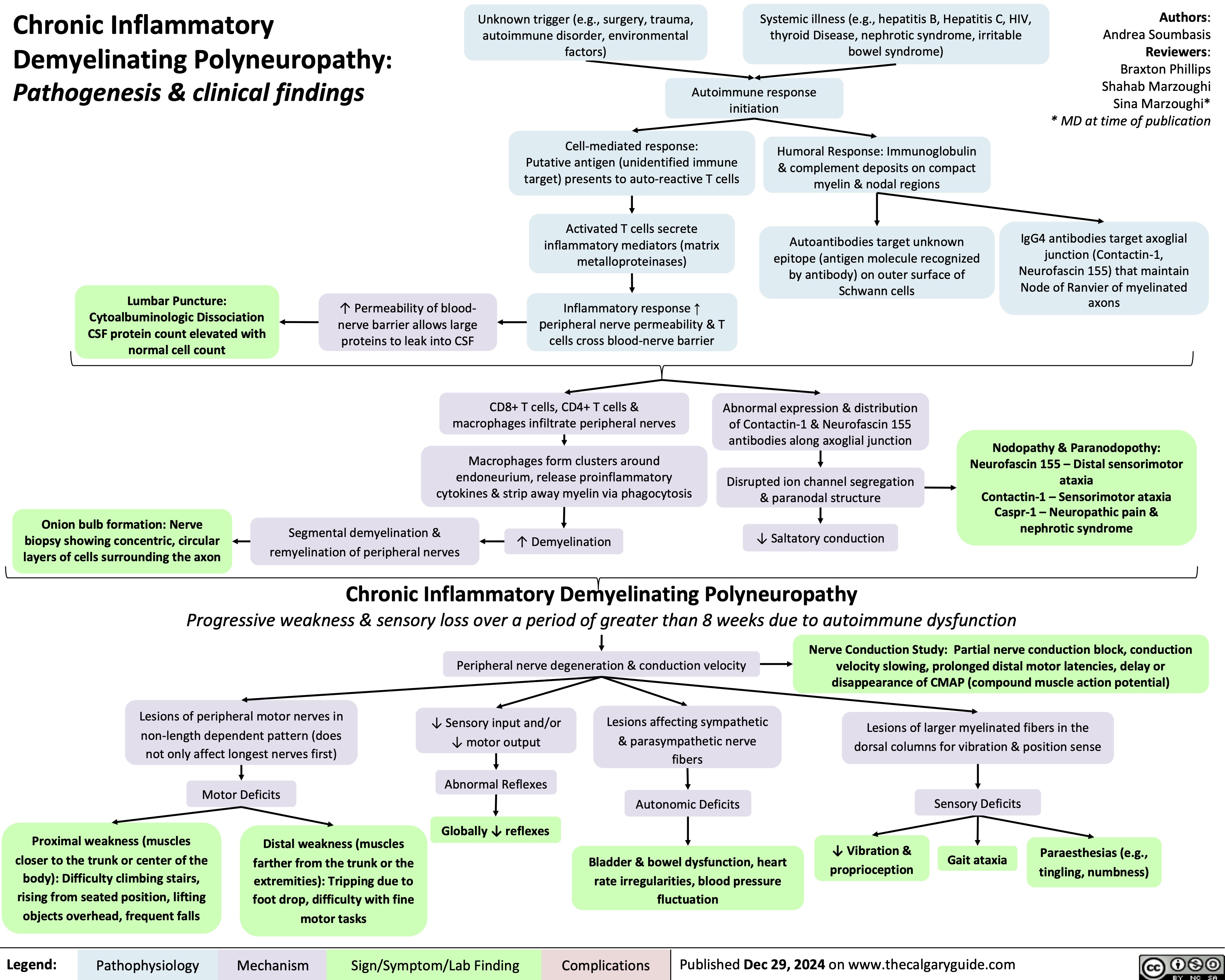   Chronic Inflammatory Demyelinating Polyneuropathy: Pathogenesis & clinical findings
Unknown trigger (e.g., surgery, trauma, autoimmune disorder, environmental factors)
Systemic illness (e.g., hepatitis B, Hepatitis C, HIV, thyroid Disease, nephrotic syndrome, irritable bowel syndrome)
Authors: Andrea Soumbasis Reviewers: Braxton Phillips Shahab Marzoughi Sina Marzoughi* * MD at time of publication
   Autoimmune response initiation
         Lumbar Puncture: Cytoalbuminologic Dissociation CSF protein count elevated with normal cell count
Cell-mediated response: Putative antigen (unidentified immune target) presents to auto-reactive T cells
Activated T cells secrete inflammatory mediators (matrix metalloproteinases)
Inflammatory response ↑ peripheral nerve permeability & T cells cross blood-nerve barrier
Humoral Response: Immunoglobulin & complement deposits on compact myelin & nodal regions
Autoantibodies target unknown epitope (antigen molecule recognized by antibody) on outer surface of Schwann cells
IgG4 antibodies target axoglial junction (Contactin-1, Neurofascin 155) that maintain Node of Ranvier of myelinated axons
  ↑ Permeability of blood- nerve barrier allows large proteins to leak into CSF
    CD8+ T cells, CD4+ T cells & macrophages infiltrate peripheral nerves
Macrophages form clusters around endoneurium, release proinflammatory cytokines & strip away myelin via phagocytosis
Abnormal expression & distribution of Contactin-1 & Neurofascin 155 antibodies along axoglial junction
Disrupted ion channel segregation & paranodal structure
↓ Saltatory conduction
Nodopathy & Paranodopothy: Neurofascin 155 – Distal sensorimotor ataxia
Contactin-1 – Sensorimotor ataxia Caspr-1 – Neuropathic pain & nephrotic syndrome
    Onion bulb formation: Nerve biopsy showing concentric, circular layers of cells surrounding the axon
Segmental demyelination & remyelination of peripheral nerves
↑ Demyelination
    Chronic Inflammatory Demyelinating Polyneuropathy
Progressive weakness & sensory loss over a period of greater than 8 weeks due to autoimmune dysfunction
  Peripheral nerve degeneration & conduction velocity
Nerve Conduction Study: Partial nerve conduction block, conduction velocity slowing, prolonged distal motor latencies, delay or disappearance of CMAP (compound muscle action potential)
Lesions of larger myelinated fibers in the dorsal columns for vibration & position sense
      Lesions of peripheral motor nerves in non-length dependent pattern (does not only affect longest nerves first)
Motor Deficits
↓ Sensory input and/or ↓ motor output
Abnormal Reflexes
Globally ↓ reflexes
Lesions affecting sympathetic & parasympathetic nerve fibers
Autonomic Deficits
Bladder & bowel dysfunction, heart rate irregularities, blood pressure fluctuation
Sensory Deficits
Gait ataxia
             Proximal weakness (muscles closer to the trunk or center of the body): Difficulty climbing stairs, rising from seated position, lifting objects overhead, frequent falls
Distal weakness (muscles farther from the trunk or the extremities): Tripping due to foot drop, difficulty with fine motor tasks
↓ Vibration & proprioception
Paraesthesias (e.g., tingling, numbness)
     Legend:
 Pathophysiology
Mechanism
Sign/Symptom/Lab Finding
 Complications
Published Dec 29, 2024 on www.thecalgaryguide.com
    