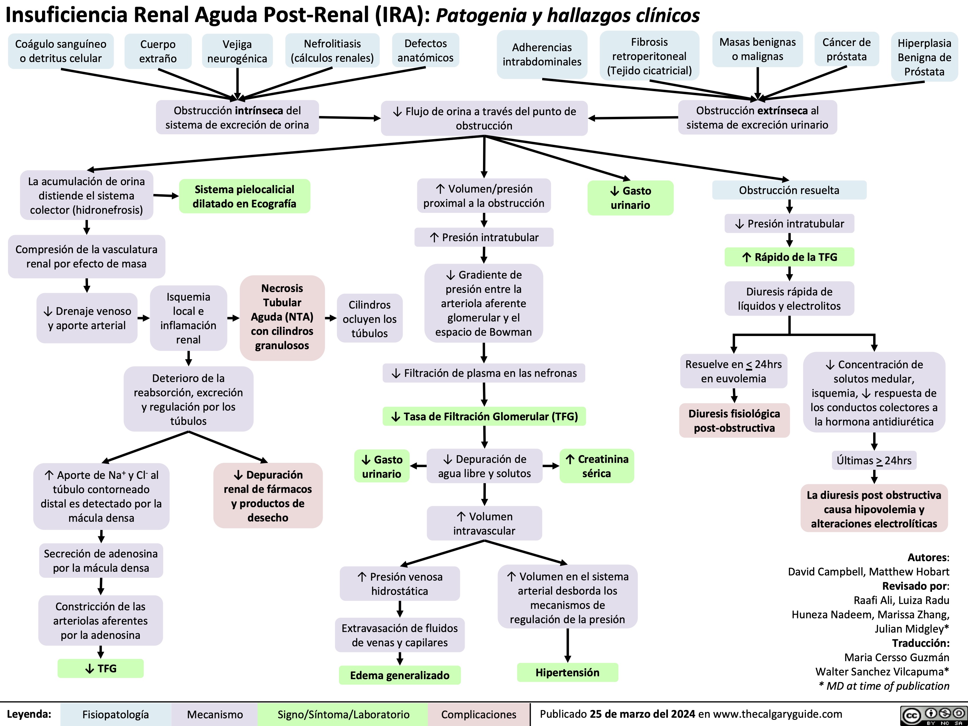 Insuficiencia Renal Aguda Post-Renal (IRA): Patogenia y hallazgos clínicos