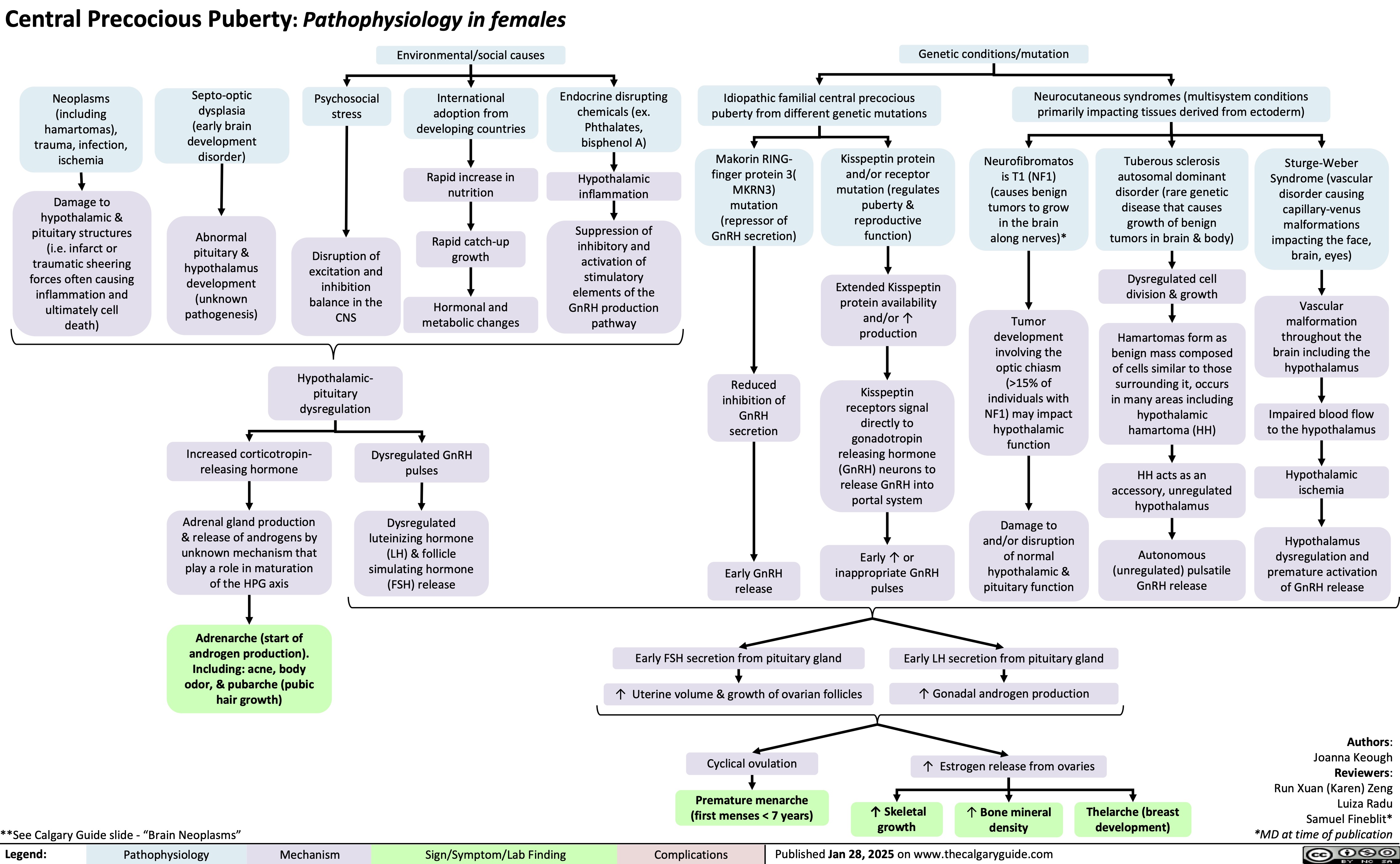 Central Precocious Puberty: Pathophysiology in females Environmental/social causes
Genetic conditions/mutation
Neurocutaneous syndromes (multisystem conditions
          Neoplasms (including hamartomas), trauma, infection, ischemia
Damage to hypothalamic & pituitary structures (i.e. infarct or traumatic sheering forces often causing inflammation and ultimately cell death)
Septo-optic dysplasia (early brain development disorder)
Abnormal pituitary & hypothalamus development (unknown pathogenesis)
Psychosocial stress
International adoption from developing countries
Rapid increase in nutrition
Rapid catch-up growth
Hormonal and metabolic changes
Endocrine disrupting chemicals (ex. Phthalates, bisphenol A)
Hypothalamic inflammation
Suppression of inhibitory and activation of stimulatory elements of the GnRH production pathway
Idiopathic familial central precocious puberty from different genetic mutations
primarily impacting tissues derived from ectoderm)
        Makorin RING- finger protein 3( MKRN3) mutation (repressor of GnRH secretion)
Kisspeptin protein and/or receptor mutation (regulates puberty & reproductive function)
Extended Kisspeptin protein availability and/or ↑ production
Kisspeptin receptors signal directly to gonadotropin releasing hormone (GnRH) neurons to release GnRH into portal system
Early ↑ or inappropriate GnRH pulses
Neurofibromatos is T1 (NF1) (causes benign tumors to grow in the brain along nerves)*
Tumor development involving the optic chiasm (>15% of individuals with NF1) may impact hypothalamic function
Damage to and/or disruption of normal hypothalamic & pituitary function
Tuberous sclerosis autosomal dominant disorder (rare genetic disease that causes growth of benign tumors in brain & body)
Dysregulated cell division & growth
Hamartomas form as benign mass composed of cells similar to those surrounding it, occurs in many areas including hypothalamic hamartoma (HH)
HH acts as an accessory, unregulated hypothalamus
Autonomous (unregulated) pulsatile GnRH release
Sturge-Weber Syndrome (vascular disorder causing capillary-venus malformations impacting the face, brain, eyes)
Vascular malformation throughout the brain including the hypothalamus
Impaired blood flow to the hypothalamus
Hypothalamic ischemia
Hypothalamus dysregulation and premature activation of GnRH release
         Disruption of excitation and inhibition balance in the CNS
Hypothalamic- pituitary dysregulation
Reduced inhibition of GnRH secretion
                Increased corticotropin- releasing hormone
Adrenal gland production & release of androgens by unknown mechanism that play a role in maturation of the HPG axis
Adrenarche (start of androgen production). Including: acne, body odor, & pubarche (pubic hair growth)
Dysregulated GnRH pulses
Dysregulated luteinizing hormone (LH) & follicle simulating hormone (FSH) release
Early GnRH release
               Early FSH secretion from pituitary gland
↑ Uterine volume & growth of ovarian follicles
Cyclical ovulation
Premature menarche (first menses < 7 years)
Early LH secretion from pituitary
↑ Gonadal androgen production
↑ Estrogen release from ovaries
gland
           **See Calgary Guide slide - “Brain Neoplasms”
↑ Skeletal growth
↑ Bone mineral density
Thelarche (breast development)
Authors: Joanna Keough Reviewers: Run Xuan (Karen) Zeng Luiza Radu Samuel Fineblit* *MD at time of publication
 Legend:
 Pathophysiology
Mechanism
Sign/Symptom/Lab Finding
 Complications
Published Jan 28, 2025 on www.thecalgaryguide.com
    