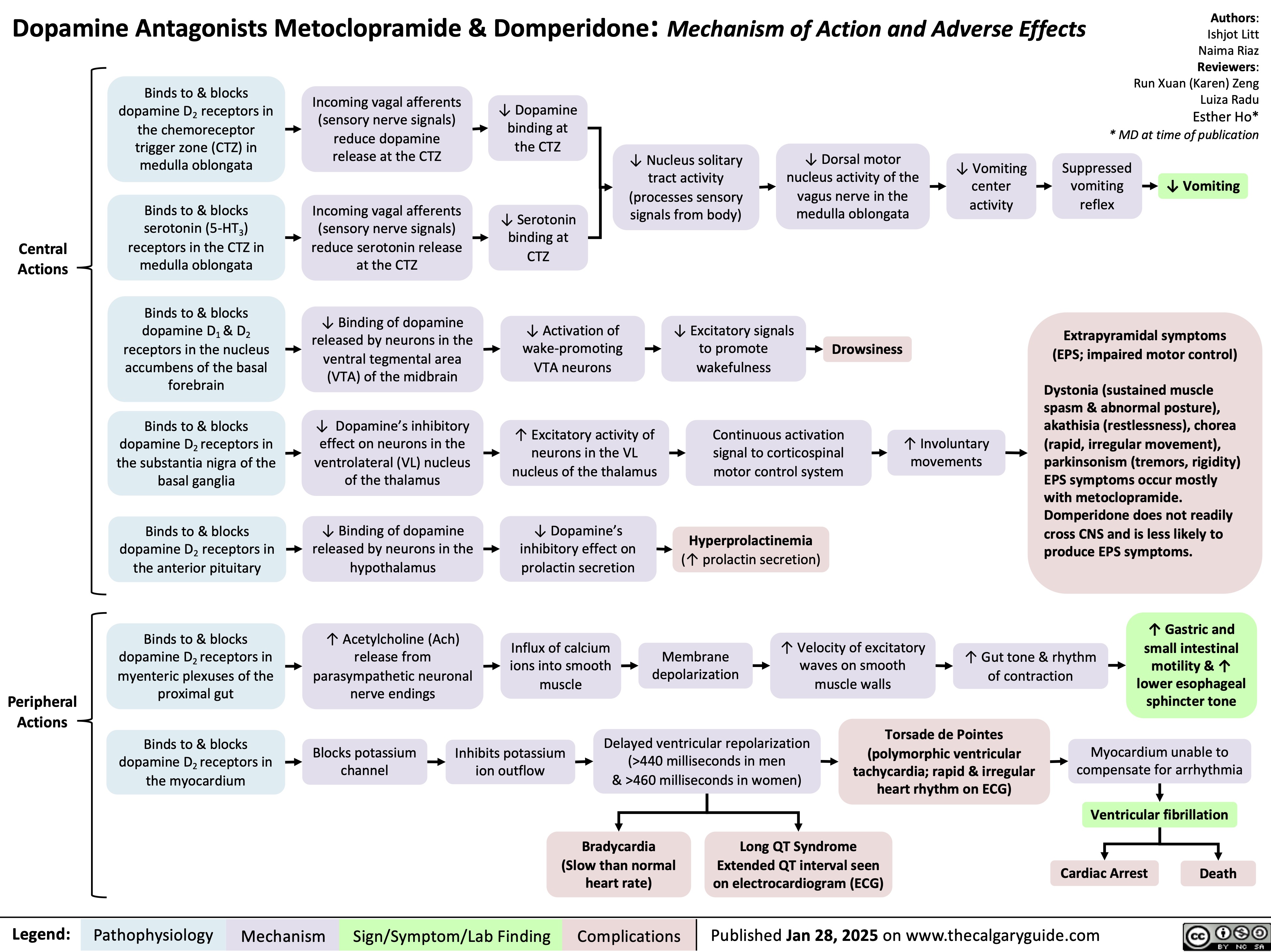 Dopamine Antagonists Metoclopramide & Domperidone: Mechanism of Action and Adverse Effects
Authors: Ishjot Litt Naima Riaz Reviewers: Run Xuan (Karen) Zeng Luiza Radu Esther Ho* * MD at time of publication
  Binds to & blocks dopamine D2 receptors in the chemoreceptor trigger zone (CTZ) in medulla oblongata
Binds to & blocks
serotonin (5-HT3) receptors in the CTZ in medulla oblongata
Binds to & blocks dopamine D1 & D2 receptors in the nucleus accumbens of the basal forebrain
Binds to & blocks dopamine D2 receptors in the substantia nigra of the basal ganglia
Binds to & blocks dopamine D2 receptors in the anterior pituitary
Binds to & blocks dopamine D2 receptors in myenteric plexuses of the proximal gut
Binds to & blocks dopamine D2 receptors in the myocardium
Incoming vagal afferents (sensory nerve signals) reduce dopamine release at the CTZ
Incoming vagal afferents (sensory nerve signals) reduce serotonin release at the CTZ
↓ Binding of dopamine released by neurons in the ventral tegmental area (VTA) of the midbrain
↓ Dopamine’s inhibitory effect on neurons in the ventrolateral (VL) nucleus of the thalamus
↓ Binding of dopamine released by neurons in the hypothalamus
↑ Acetylcholine (Ach) release from parasympathetic neuronal nerve endings
↓ Dopamine binding at the CTZ
↓ Serotonin binding at CTZ
↓ Activation of wake-promoting VTA neurons
↑ Excitatory activity of neurons in the VL nucleus of the thalamus
↓ Dopamine’s inhibitory effect on prolactin secretion
Influx of calcium ions into smooth muscle
↓ Dorsal motor nucleus activity of the vagus nerve in the medulla oblongata
     ↓ Nucleus solitary tract activity (processes sensory signals from body)
↓ Vomiting center activity
Suppressed vomiting reflex
↓ Vomiting
      Central Actions
     ↓ Excitatory signals to promote wakefulness
Drowsiness
Extrapyramidal symptoms (EPS; impaired motor control)
Dystonia (sustained muscle spasm & abnormal posture), akathisia (restlessness), chorea (rapid, irregular movement), parkinsonism (tremors, rigidity) EPS symptoms occur mostly with metoclopramide. Domperidone does not readily cross CNS and is less likely to produce EPS symptoms.
     Continuous activation signal to corticospinal motor control system
Hyperprolactinemia
(↑ prolactin secretion)
↑ Involuntary movements
             Peripheral Actions
Torsade de Pointes (polymorphic ventricular
tachycardia; rapid & irregular heart rhythm on ECG)
Membrane depolarization
↑ Velocity of excitatory waves on smooth muscle walls
↑ Gut tone & rhythm of contraction
↑ Gastric and small intestinal motility & ↑ lower esophageal sphincter tone
      Blocks potassium channel
Inhibits potassium ion outflow
Delayed ventricular repolarization (>440 milliseconds in men
& >460 milliseconds in women)
Myocardium unable to compensate for arrhythmia
Ventricular fibrillation Cardiac Arrest Death
     Bradycardia (Slow than normal heart rate)
Long QT Syndrome Extended QT interval seen on electrocardiogram (ECG)
   Legend:
 Pathophysiology
 Mechanism
 Sign/Symptom/Lab Finding
 Complications
 Published Jan 28, 2025 on www.thecalgaryguide.com
 