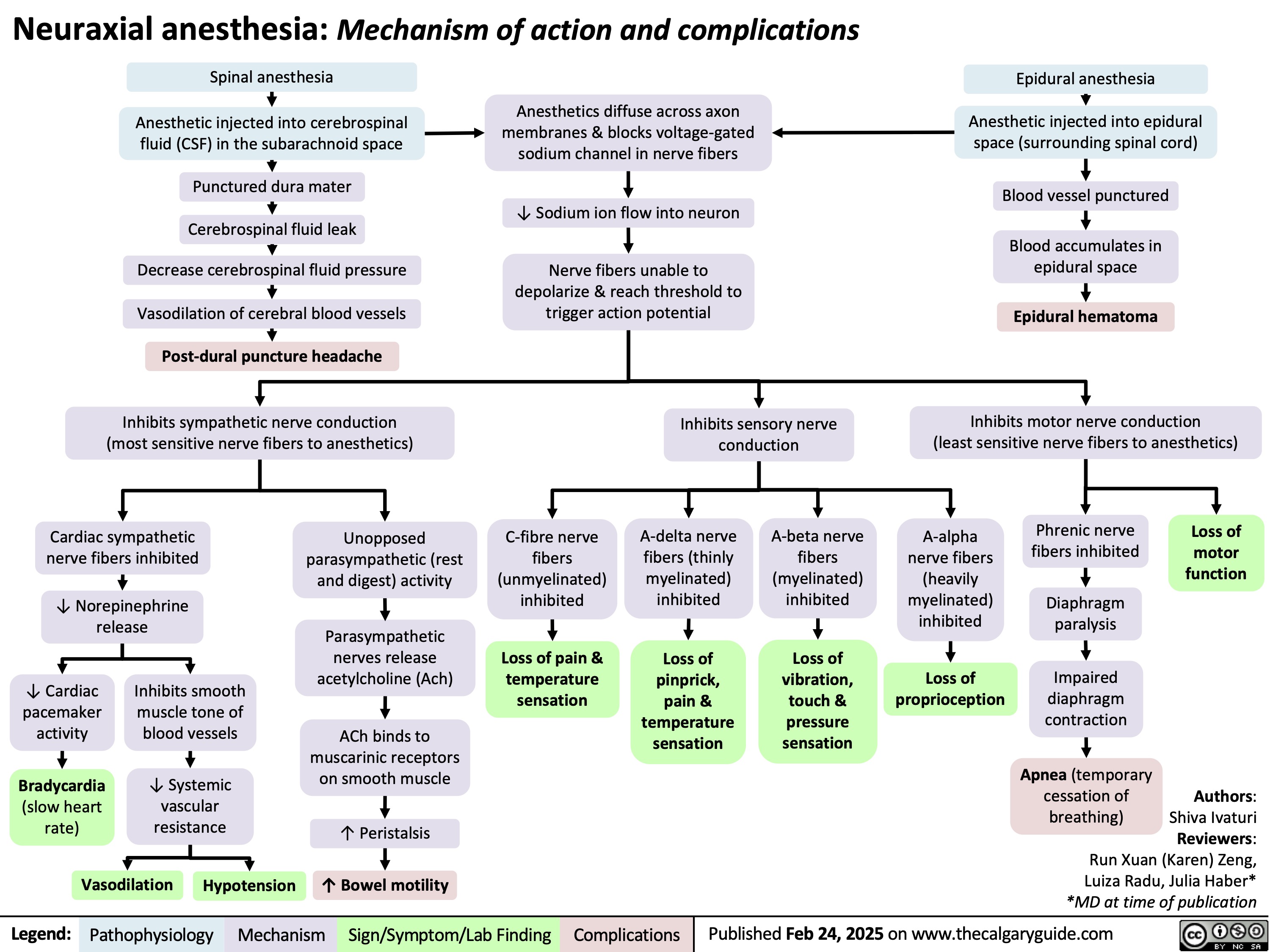 Neuraxial anesthesia: Mechanism of action and complications Spinal anesthesia
Epidural anesthesia
Anesthetic injected into epidural space (surrounding spinal cord)
Blood vessel punctured
Blood accumulates in epidural space
Epidural hematoma
Inhibits motor nerve conduction (least sensitive nerve fibers to anesthetics)
     Anesthetic injected into cerebrospinal fluid (CSF) in the subarachnoid space
Punctured dura mater Cerebrospinal fluid leak Decrease cerebrospinal fluid pressure Vasodilation of cerebral blood vessels Post-dural puncture headache
Inhibits sympathetic nerve conduction (most sensitive nerve fibers to anesthetics)
Anesthetics diffuse across axon membranes & blocks voltage-gated sodium channel in nerve fibers
↓ Sodium ion flow into neuron
Nerve fibers unable to depolarize & reach threshold to trigger action potential
                 Inhibits sensory nerve conduction
              Cardiac sympathetic nerve fibers inhibited
↓ Norepinephrine release
Unopposed parasympathetic (rest and digest) activity
Parasympathetic nerves release acetylcholine (Ach)
ACh binds to muscarinic receptors on smooth muscle
↑ Peristalsis
↑ Bowel motility
C-fibre nerve fibers (unmyelinated) inhibited
Loss of pain & temperature sensation
A-delta nerve fibers (thinly myelinated) inhibited
Loss of pinprick, pain & temperature sensation
A-beta nerve fibers (myelinated) inhibited
Loss of vibration, touch & pressure sensation
A-alpha nerve fibers (heavily myelinated) inhibited
Loss of proprioception
Phrenic nerve fibers inhibited
Diaphragm paralysis
Impaired diaphragm contraction
Apnea (temporary cessation of breathing)
Loss of motor function
           ↓ Cardiac pacemaker activity
Bradycardia
(slow heart rate)
Inhibits smooth muscle tone of blood vessels
↓ Systemic vascular resistance
Authors: Shiva Ivaturi Reviewers: Run Xuan (Karen) Zeng, Luiza Radu, Julia Haber* *MD at time of publication
         Vasodilation
Hypotension
 Legend:
 Pathophysiology
 Mechanism
Sign/Symptom/Lab Finding
 Complications
 Published Feb 24, 2025 on www.thecalgaryguide.com
  