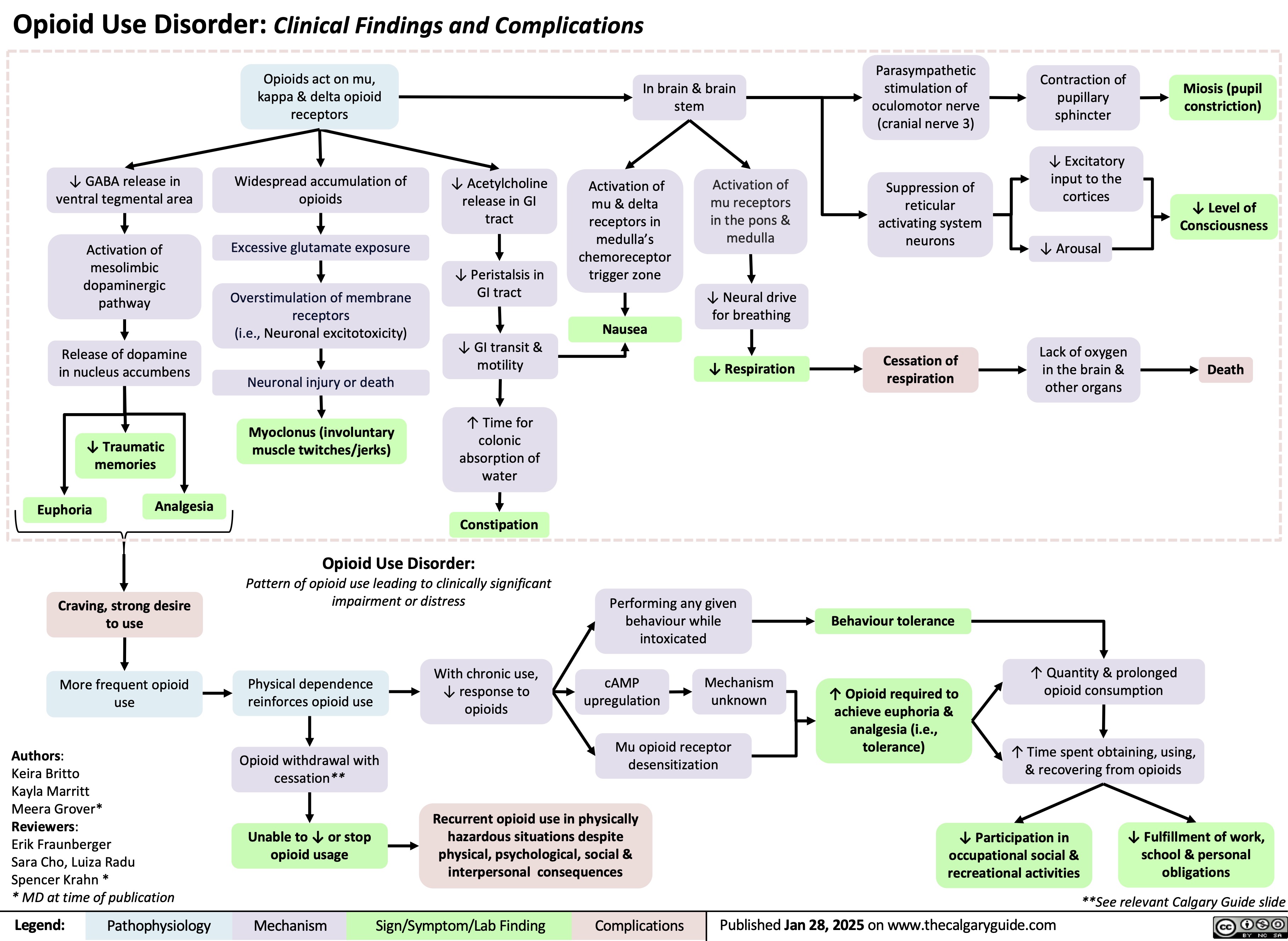 Opioid Use Disorder: Clinical Findings and Complications
    Opioids act on mu, kappa & delta opioid receptors
Widespread accumulation of opioids
Excessive glutamate exposure
Overstimulation of membrane receptors
(i.e., Neuronal excitotoxicity)
Neuronal injury or death
Myoclonus (involuntary muscle twitches/jerks)
In brain & brain stem
Parasympathetic stimulation of oculomotor nerve (cranial nerve 3)
Suppression of reticular activating system neurons
Cessation of respiration
Contraction of pupillary sphincter
↓ Excitatory input to the cortices
↓ Arousal
Lack of oxygen in the brain & other organs
Miosis (pupil constriction)
↓ Level of Consciousness
Death
             ↓ GABA release in ventral tegmental area
Activation of mesolimbic dopaminergic pathway
Release of dopamine in nucleus accumbens
↓ Traumatic memories
↓ Acetylcholine release in GI tract
↓ Peristalsis in GI tract
↓ GI transit & motility
↑ Time for colonic absorption of water
Constipation
Activation of mu & delta receptors in medulla’s chemoreceptor trigger zone
Nausea
Activation of mu receptors in the pons & medulla
↓ Neural drive for breathing
↓ Respiration
                      Euphoria
Analgesia
   Craving, strong desire to use
More frequent opioid use
Authors:
Keira Britto
Kayla Marritt
Meera Grover*
Reviewers:
Erik Fraunberger
Sara Cho, Luiza Radu Spencer Krahn *
* MD at time of publication
Opioid Use Disorder:
Pattern of opioid use leading to clinically significant impairment or distress
Performing any given behaviour while intoxicated
cAMP Mechanism upregulation unknown
Mu opioid receptor desensitization
        Physical dependence reinforces opioid use
Opioid withdrawal with cessation**
Unable to ↓ or stop opioid usage
With chronic use, ↓ response to opioids
Behaviour tolerance
↑ Opioid required to achieve euphoria & analgesia (i.e., tolerance)
↑ Quantity & prolonged opioid consumption
↑ Time spent obtaining, using, & recovering from opioids
       Recurrent opioid use in physically hazardous situations despite physical, psychological, social & interpersonal consequences
↓ Participation in occupational social & recreational activities
↓ Fulfillment of work, school & personal obligations
**See relevant Calgary Guide slide
    Legend:
 Pathophysiology
 Mechanism
 Sign/Symptom/Lab Finding
 Complications
Published Jan 28, 2025 on www.thecalgaryguide.com
   
