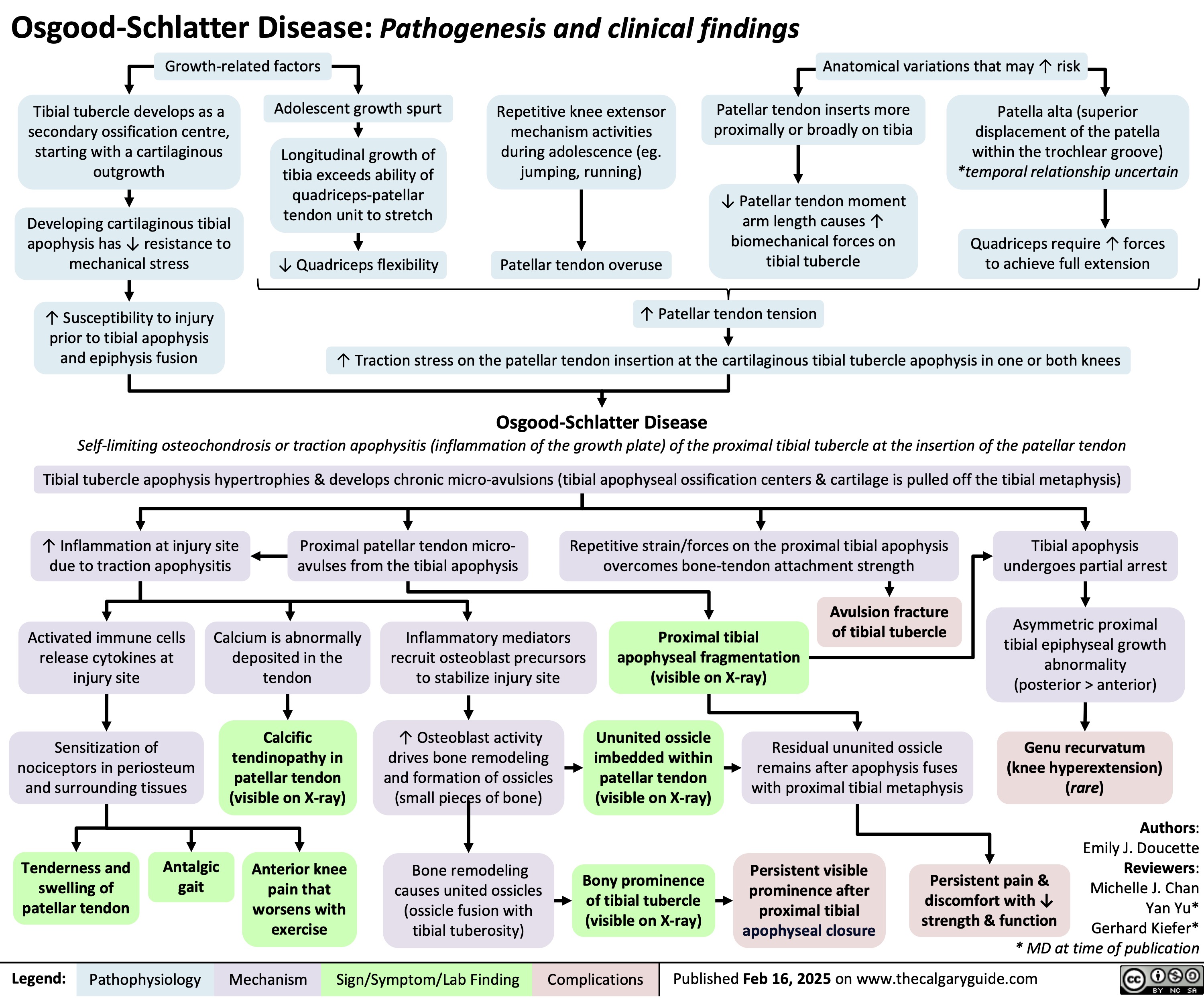 Osgood-Schlatter Disease: Pathogenesis and clinical findings Growth-related factors
Anatomical variations that may ↑ risk
       Tibial tubercle develops as a secondary ossification centre, starting with a cartilaginous outgrowth
Developing cartilaginous tibial apophysis has ↓ resistance to mechanical stress
↑ Susceptibility to injury prior to tibial apophysis and epiphysis fusion
Adolescent growth spurt
Longitudinal growth of tibia exceeds ability of quadriceps-patellar tendon unit to stretch
↓ Quadriceps flexibility
Repetitive knee extensor mechanism activities during adolescence (eg. jumping, running)
Patellar tendon inserts more proximally or broadly on tibia
↓ Patellar tendon moment arm length causes ↑ biomechanical forces on tibial tubercle
Patella alta (superior displacement of the patella within the trochlear groove) *temporal relationship uncertain
Quadriceps require ↑ forces to achieve full extension
       Patellar tendon overuse
↑ Patellar tendon tension
    ↑ Traction stress on the patellar tendon insertion at the cartilaginous tibial tubercle apophysis in one or both knees
Osgood-Schlatter Disease
 Self-limiting osteochondrosis or traction apophysitis (inflammation of the growth plate) of the proximal tibial tubercle at the insertion of the patellar tendon
Tibial tubercle apophysis hypertrophies & develops chronic micro-avulsions (tibial apophyseal ossification centers & cartilage is pulled off the tibial metaphysis)
       ↑ Inflammation at injury site Proximal patellar tendon micro- Repetitive strain/forces on the proximal tibial apophysis
Tibial apophysis undergoes partial arrest
Asymmetric proximal tibial epiphyseal growth abnormality (posterior > anterior)
Genu recurvatum (knee hyperextension) (rare)
 due to traction apophysitis avulses from the tibial apophysis
overcomes bone-tendon attachment strength
        Activated immune cells release cytokines at injury site
Sensitization of nociceptors in periosteum and surrounding tissues
Tenderness and Antalgic swelling of gait
patellar tendon
Proximal tibial apophyseal fragmentation (visible on X-ray)
Avulsion fracture of tibial tubercle
Calcium is abnormally deposited in the tendon
Calcific tendinopathy in patellar tendon (visible on X-ray)
Anterior knee pain that worsens with exercise
Inflammatory mediators recruit osteoblast precursors to stabilize injury site
↑ Osteoblast activity drives bone remodeling and formation of ossicles (small pieces of bone)
Bone remodeling causes united ossicles (ossicle fusion with tibial tuberosity)
    Ununited ossicle imbedded within patellar tendon (visible on X-ray)
Bony prominence of tibial tubercle (visible on X-ray)
Residual ununited ossicle remains after apophysis fuses with proximal tibial metaphysis
Persistent visible prominence after proximal tibial apophyseal closure
Authors: Emily J. Doucette Reviewers: Michelle J. Chan Yan Yu* Gerhard Kiefer* * MD at time of publication
             Persistent pain & discomfort with ↓ strength & function
 Legend:
 Pathophysiology
Mechanism
Sign/Symptom/Lab Finding
 Complications
 Published Feb 16, 2025 on www.thecalgaryguide.com
   