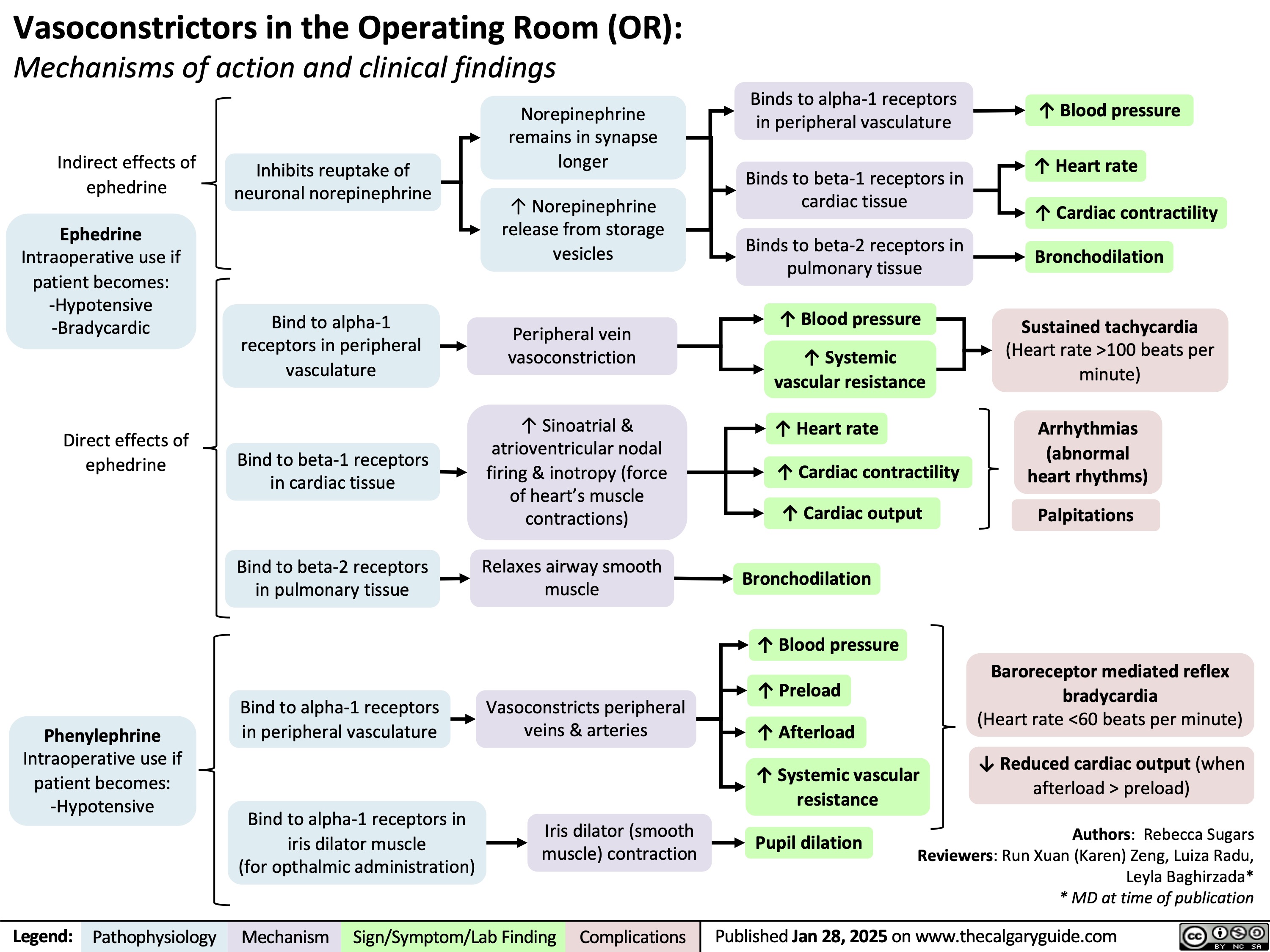 Vasoconstrictors in the Operating Room (OR):
Mechanisms of action and clinical findings
       Indirect effects of ephedrine
Ephedrine
Intraoperative use if patient becomes: -Hypotensive -Bradycardic
Inhibits reuptake of neuronal norepinephrine
Bind to alpha-1 receptors in peripheral vasculature
Bind to beta-1 receptors in cardiac tissue
Bind to beta-2 receptors in pulmonary tissue
Bind to alpha-1 receptors in peripheral vasculature
Bind to alpha-1 receptors in iris dilator muscle
(for opthalmic administration)
Norepinephrine remains in synapse longer
↑ Norepinephrine release from storage vesicles
Peripheral vein vasoconstriction
↑ Sinoatrial & atrioventricular nodal firing & inotropy (force of heart’s muscle contractions)
Relaxes airway smooth muscle
Vasoconstricts peripheral veins & arteries
Iris dilator (smooth muscle) contraction
Binds to alpha-1 receptors in peripheral vasculature
Binds to beta-1 receptors in cardiac tissue
Binds to beta-2 receptors in pulmonary tissue
↑ Blood pressure
↑ Systemic vascular resistance
↑ Heart rate
↑ Cardiac contractility
↑ Cardiac output Bronchodilation
↑ Blood pressure
↑ Preload
↑ Afterload
↑ Systemic vascular
↑ Blood pressure
↑ Heart rate
↑ Cardiac contractility Bronchodilation
Sustained tachycardia
(Heart rate >100 beats per minute)
Arrhythmias (abnormal heart rhythms)
Palpitations
Baroreceptor mediated reflex bradycardia
(Heart rate <60 beats per minute)
↓ Reduced cardiac output (when afterload > preload)
                     Direct effects ephedrine
of
                Phenylephrine
Intraoperative use patient becomes:
-Hypotensive
if
  resistance Pupil dilation
Authors: Rebecca Sugars Reviewers: Run Xuan (Karen) Zeng, Luiza Radu, Leyla Baghirzada* * MD at time of publication
    Legend:
 Pathophysiology
Mechanism
Sign/Symptom/Lab Finding
 Complications
 Published Jan 28, 2025 on www.thecalgaryguide.com
   