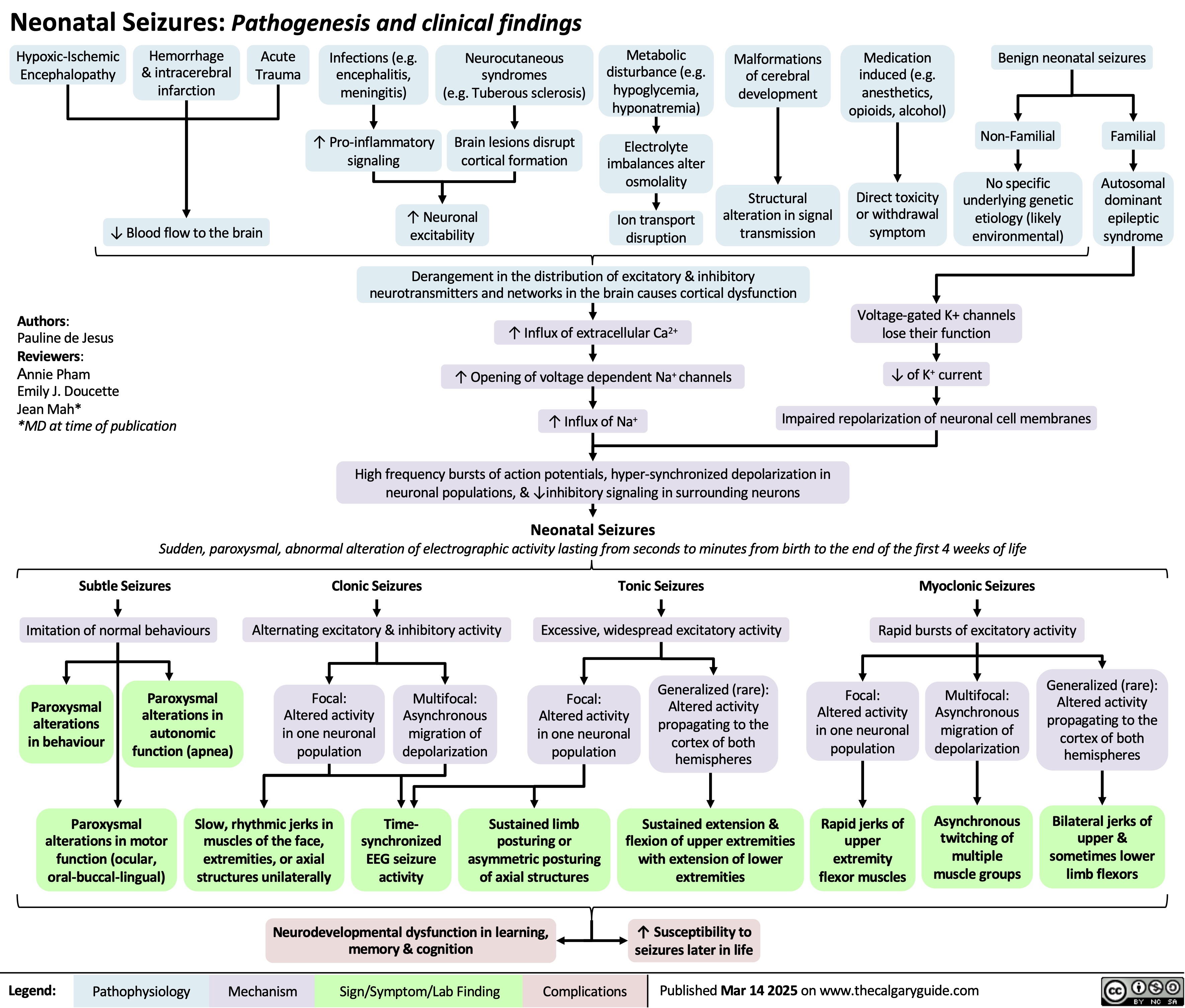 Neonatal Seizures: Pathogenesis and clinical findings
         Hypoxic-Ischemic Encephalopathy
Hemorrhage & intracerebral infarction
Acute Trauma
Infections (e.g. encephalitis, meningitis)
↑ Pro-inflammatory signaling
Neurocutaneous syndromes
(e.g. Tuberous sclerosis)
Brain lesions disrupt cortical formation
Metabolic disturbance (e.g. hypoglycemia, hyponatremia)
Electrolyte imbalances alter osmolality
Ion transport disruption
Malformations of cerebral development
Structural alteration in signal transmission
Medication induced (e.g. anesthetics, opioids, alcohol)
Direct toxicity or withdrawal symptom
Benign neonatal seizures
                 ↓ Blood flow to the brain
Authors:
Pauline de Jesus Reviewers:
Annie Pham
Emily J. Doucette
Jean Mah*
*MD at time of publication
↑ Neuronal excitability
Non-Familial
No specific underlying genetic etiology (likely environmental)
Familial
Autosomal dominant epileptic syndrome
   Derangement in the distribution of excitatory & inhibitory neurotransmitters and networks in the brain causes cortical dysfunction
  ↑ Influx of extracellular Ca2+
↑ Opening of voltage dependent Na+ channels ↑ Influx of Na+
Voltage-gated K+ channels lose their function
↓ of K+ current
Impaired repolarization of neuronal cell membranes
      Subtle Seizures
Imitation of normal behaviours
Clonic Seizures
Alternating excitatory & inhibitory activity
Tonic Seizures
Excessive, widespread excitatory activity
Myoclonic Seizures
Rapid bursts of excitatory activity
High frequency bursts of action potentials, hyper-synchronized depolarization in neuronal populations, & ↓inhibitory signaling in surrounding neurons
Neonatal Seizures
Sudden, paroxysmal, abnormal alteration of electrographic activity lasting from seconds to minutes from birth to the end of the first 4 weeks of life
                  Paroxysmal alterations in behaviour
Paroxysmal alterations in autonomic function (apnea)
Focal: Altered activity in one neuronal population
Multifocal: Asynchronous migration of depolarization
Focal: Altered activity in one neuronal population
Generalized (rare): Altered activity propagating to the cortex of both hemispheres
Focal: Altered activity in one neuronal population
Rapid jerks of upper extremity flexor muscles
Multifocal: Asynchronous migration of depolarization
Asynchronous twitching of multiple muscle groups
Generalized (rare): Altered activity propagating to the cortex of both hemispheres
Bilateral jerks of upper & sometimes lower limb flexors
          Paroxysmal alterations in motor function (ocular, oral-buccal-lingual)
Slow, rhythmic jerks in muscles of the face, extremities, or axial structures unilaterally
Time- synchronized EEG seizure activity
Sustained limb posturing or asymmetric posturing of axial structures
Sustained extension & flexion of upper extremities with extension of lower extremities
↑ Susceptibility to seizures later in life
   Neurodevelopmental dysfunction in learning, memory & cognition
 Legend:
 Pathophysiology
Mechanism
 Sign/Symptom/Lab Finding
 Complications
 Published Mar 14 2025 on www.thecalgaryguide.com
  