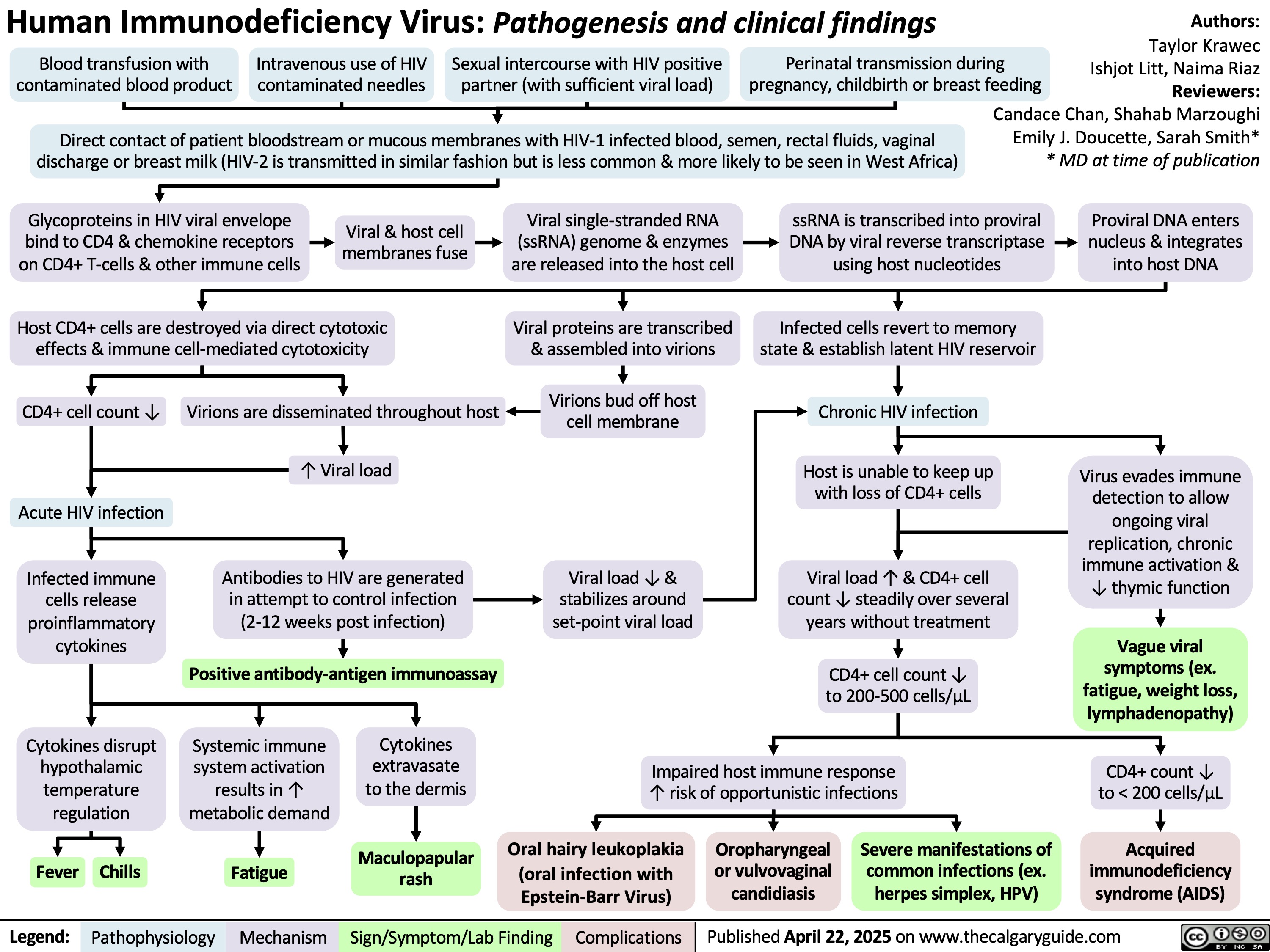 Human Immunodeficiency Virus: Pathogenesis and clinical findings
Blood transfusion with
contaminated blood product
Intravenous use of HIV
contaminated needles
Sexual intercourse with HIV positive
partner (with sufficient viral load)
Perinatal transmission during
pregnancy, childbirth or breast feeding
Direct contact of patient bloodstream or mucous membranes with HIV-1 infected blood, semen, rectal fluids, vaginal
discharge or breast milk (HIV-2 is transmitted in similar fashion but is less common & more likely to be seen in West Africa)
Authors:
Taylor Krawec
Ishjot Litt, Naima Riaz
Reviewers:
Candace Chan, Shahab Marzoughi
Emily J. Doucette, Sarah Smith*
* MD at time of publication
Glycoproteins in HIV viral envelope
bind to CD4 & chemokine receptors
on CD4+ T-cells & other immune cells
Viral & host cell
membranes fuse
Viral single-stranded RNA
(ssRNA) genome & enzymes
are released into the host cell
Host CD4+ cells are destroyed via direct cytotoxic
effects & immune cell-mediated cytotoxicity
CD4+ cell count ↓
Virions are disseminated throughout host
↑ Viral load
Viral proteins are transcribed
& assembled into virions
Virions bud off host
cell membrane
ssRNA is transcribed into proviral
DNA by viral reverse transcriptase
using host nucleotides
Infected cells revert to memory
state & establish latent HIV reservoir
Chronic HIV infection
Host is unable to keep up
with loss of CD4+ cells
Proviral DNA enters
nucleus & integrates
into host DNA
Acute HIV infection
Infected immune
cells release
proinflammatory
cytokines
Antibodies to HIV are generated
in attempt to control infection
(2-12 weeks post infection)
Positive antibody-antigen immunoassay
Cytokines disrupt
hypothalamic
temperature
regulation
Systemic immune
system activation
results in ↑
metabolic demand
Cytokines
extravasate
to the dermis
Fever Maculopapular
Chills
Fatigue
rash
Legend: Pathophysiology Mechanism
Sign/Symptom/Lab Finding Viral load ↓ &
stabilizes around
set-point viral load
Oral hairy leukoplakia
(oral infection with
Epstein-Barr Virus)
Complications
Viral load ↑ & CD4+ cell
count ↓ steadily over several
years without treatment
CD4+ cell count ↓
to 200-500 cells/μL
Impaired host immune response
↑ risk of opportunistic infections
Oropharyngeal
or vulvovaginal
candidiasis
Severe manifestations of
common infections (ex.
herpes simplex, HPV)
Published April 22, 2025 on www.thecalgaryguide.com
Virus evades immune
detection to allow
ongoing viral
replication, chronic
immune activation &
↓ thymic function
Vague viral
symptoms (ex.
fatigue, weight loss,
lymphadenopathy)
CD4+ count ↓
to < 200 cells/μL
Acquired
immunodeficiency
syndrome (AIDS)
