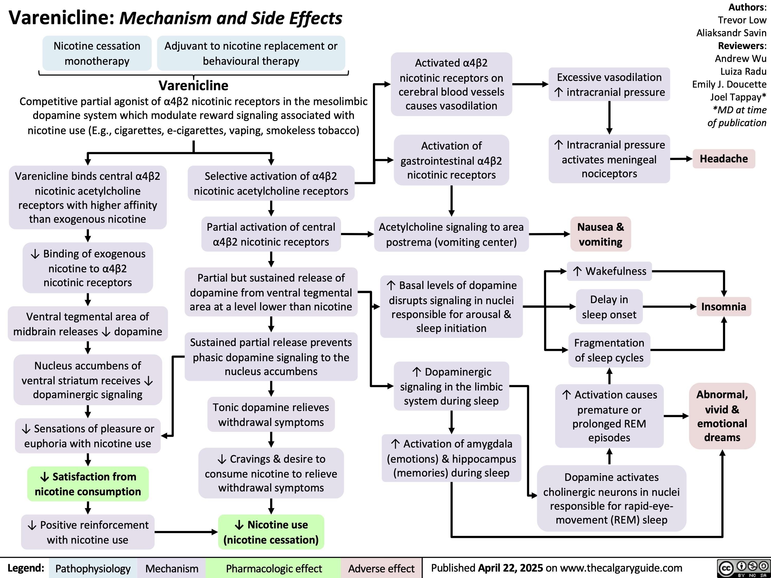 Varenicline: Mechanism and Side Effects
Nicotine cessation
monotherapy
Adjuvant to nicotine replacement or
behavioural therapy
Varenicline
Competitive partial agonist of α4β2 nicotinic receptors in the mesolimbic
dopamine system which modulate reward signaling associated with
nicotine use (E.g., cigarettes, e-cigarettes, vaping, smokeless tobacco)
Activated α4β2
nicotinic receptors on
cerebral blood vessels
causes vasodilation
Activation of
gastrointestinal α4β2
nicotinic receptors
Excessive vasodilation
↑ intracranial pressure
Authors:
Trevor Low
Aliaksandr Savin
Reviewers:
Andrew Wu
Luiza Radu
Emily J. Doucette
Joel Tappay*
*MD at time
of publication
Headache
Varenicline binds central α4β2
nicotinic acetylcholine
receptors with higher affinity
than exogenous nicotine
↓ Binding of exogenous
nicotine to α4β2
nicotinic receptors
Ventral tegmental area of
midbrain releases ↓ dopamine
Nucleus accumbens of
ventral striatum receives ↓
dopaminergic signaling
↓ Sensations of pleasure or
euphoria with nicotine use
↓ Satisfaction from
nicotine consumption
↓ Positive reinforcement
with nicotine use
Legend: Selective activation of α4β2
nicotinic acetylcholine receptors
Partial activation of central
α4β2 nicotinic receptors
Partial but sustained release of
dopamine from ventral tegmental
area at a level lower than nicotine
Sustained partial release prevents
phasic dopamine signaling to the
nucleus accumbens
Tonic dopamine relieves
withdrawal symptoms
↓ Cravings & desire to
consume nicotine to relieve
withdrawal symptoms
↓ Nicotine use
(nicotine cessation)
Acetylcholine signaling to area
postrema (vomiting center)
↑ Basal levels of dopamine
disrupts signaling in nuclei
responsible for arousal &
sleep initiation
↑ Dopaminergic
signaling in the limbic
system during sleep
↑ Activation of amygdala
(emotions) & hippocampus
(memories) during sleep
↑ Intracranial pressure
activates meningeal
nociceptors
Nausea &
vomiting
↑ Wakefulness
Delay in
sleep onset
Fragmentation
of sleep cycles
↑ Activation causes
premature or
prolonged REM
episodes
Dopamine activates
cholinergic neurons in nuclei
responsible for rapid-eye-
movement (REM) sleep
Insomnia
Abnormal,
vivid &
emotional
dreams
Pathophysiology Mechanism
Pharmacologic effect Adverse effect
Published April 22, 2025 on www.thecalgaryguide.com