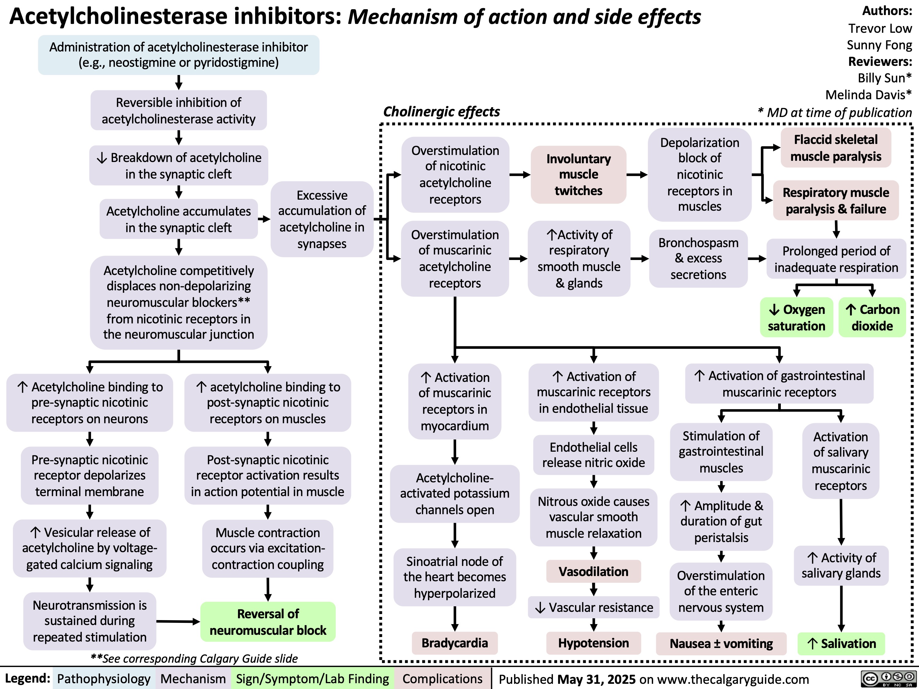 Authors:
Trevor Low
Sunny Fong
Reviewers:
Billy Sun*
Melinda Davis*
* MD at time of publication
Overstimulation
of nicotinic
acetylcholine
receptors
Overstimulation
of muscarinic
acetylcholine
receptors
Involuntary
muscle
twitches
↑Activity of
respiratory
smooth muscle
& glands
Acetylcholinesterase inhibitors: Mechanism of action and side effects
Administration of acetylcholinesterase inhibitor
(e.g., neostigmine or pyridostigmine)
Reversible inhibition of
acetylcholinesterase activity
Cholinergic effects
↓ Breakdown of acetylcholine
in the synaptic cleft
Acetylcholine accumulates
in the synaptic cleft
Excessive
accumulation of
acetylcholine in
synapses
Acetylcholine competitively
displaces non-depolarizing
neuromuscular blockers**
from nicotinic receptors in
the neuromuscular junction
↑ Acetylcholine binding to
pre-synaptic nicotinic
receptors on neurons
↑ acetylcholine binding to
post-synaptic nicotinic
receptors on muscles
Pre-synaptic nicotinic
receptor depolarizes
terminal membrane
Post-synaptic nicotinic
receptor activation results
in action potential in muscle
↑ Vesicular release of
acetylcholine by voltage-
gated calcium signaling
Muscle contraction
occurs via excitation-
contraction coupling
Legend: Neurotransmission is
sustained during
Reversal of
neuromuscular block
repeated stimulation
**See corresponding Calgary Guide slide
Mechanism
↑ Activation
of muscarinic
receptors in
myocardium
↑ Activation of
muscarinic receptors
in endothelial tissue
Endothelial cells
release nitric oxide
Acetylcholine-
activated potassium
channels open Nitrous oxide causes
vascular smooth
muscle relaxation
Sinoatrial node of
the heart becomes
hyperpolarized
Vasodilation
↓ Vascular resistance
Bradycardia
Hypotension
Depolarization
block of
nicotinic
receptors in
muscles
Flaccid skeletal
muscle paralysis
Respiratory muscle
paralysis & failure
Bronchospasm
& excess
secretions
Prolonged period of
inadequate respiration
↓ Oxygen
saturation
↑ Carbon
dioxide
↑ Activation of gastrointestinal
muscarinic receptors
Stimulation of
gastrointestinal
muscles
Activation
of salivary
muscarinic
receptors
↑ Amplitude &
duration of gut
peristalsis
↑ Activity of
salivary glands
Overstimulation
of the enteric
nervous system
Nausea ± vomiting
↑ Salivation
Pathophysiology Sign/Symptom/Lab Finding Complications
Published May 31, 2025 on www.thecalgaryguide.com