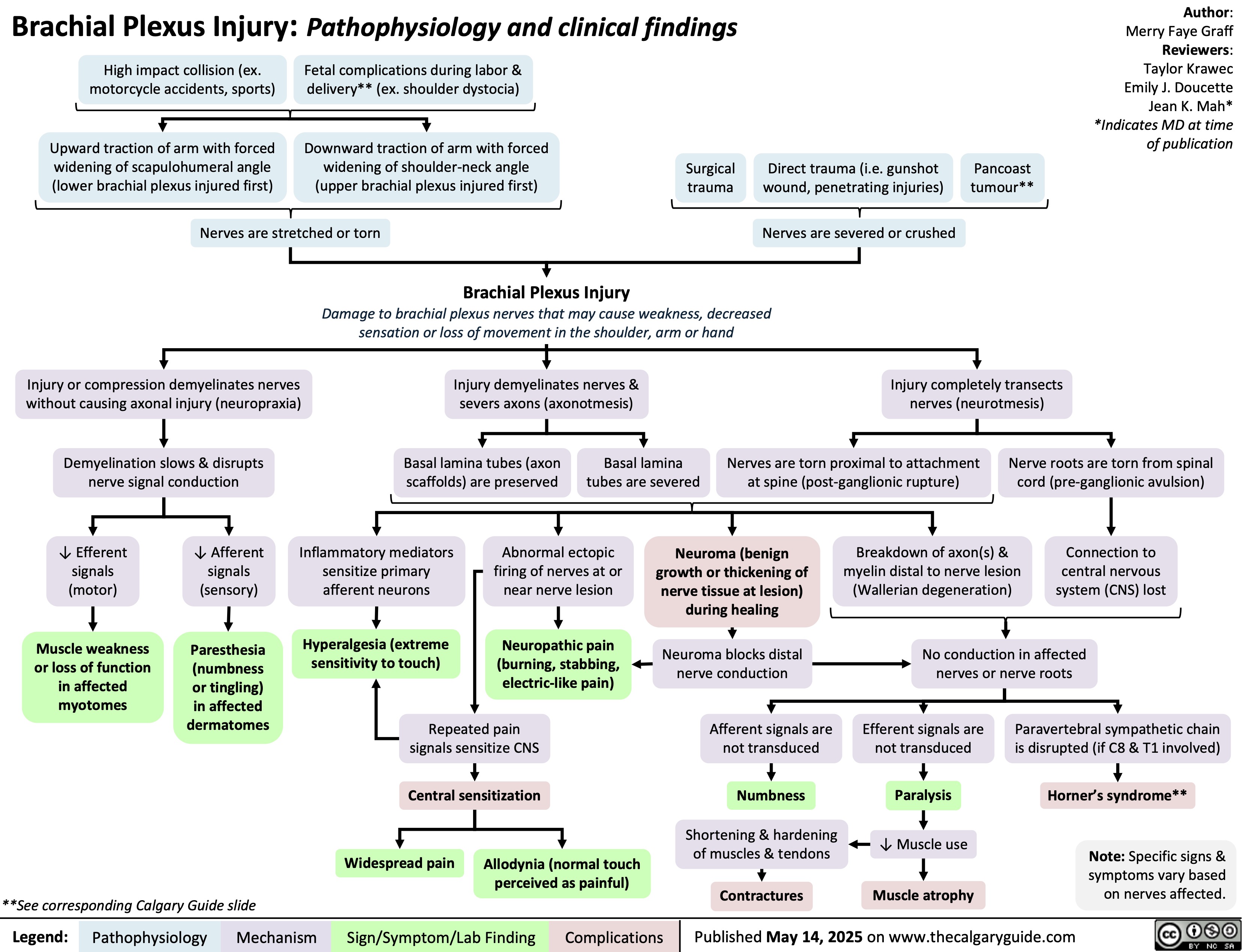 **See corresponding Calgary Guide slide
Legend: Brachial Plexus Injury: Pathophysiology and clinical findings
High impact collision (ex.
motorcycle accidents, sports)
Fetal complications during labor &
delivery** (ex. shoulder dystocia)
Author:
Merry Faye Graff
Reviewers:
Taylor Krawec
Emily J. Doucette
Jean K. Mah*
*Indicates MD at time
of publication
Upward traction of arm with forced
widening of scapulohumeral angle
(lower brachial plexus injured first)
Downward traction of arm with forced
widening of shoulder-neck angle
(upper brachial plexus injured first)
Surgical
trauma
Direct trauma (i.e. gunshot
wound, penetrating injuries)
Pancoast
tumour**
Nerves are stretched or torn
Nerves are severed or crushed
Brachial Plexus Injury
Damage to brachial plexus nerves that may cause weakness, decreased
sensation or loss of movement in the shoulder, arm or hand
Injury or compression demyelinates nerves
without causing axonal injury (neuropraxia)
Injury demyelinates nerves &
severs axons (axonotmesis)
Injury completely transects
nerves (neurotmesis)
Demyelination slows & disrupts
nerve signal conduction
Basal lamina tubes (axon
scaffolds) are preserved
Basal lamina
tubes are severed
Nerves are torn proximal to attachment
at spine (post-ganglionic rupture)
Nerve roots are torn from spinal
cord (pre-ganglionic avulsion)
↓ Efferent
signals
(motor)
↓ Afferent
signals
(sensory)
Inflammatory mediators
sensitize primary
afferent neurons
Abnormal ectopic
firing of nerves at or
near nerve lesion
Neuroma (benign
growth or thickening of
nerve tissue at lesion)
during healing
Breakdown of axon(s) &
myelin distal to nerve lesion
(Wallerian degeneration)
Connection to
central nervous
system (CNS) lost
Muscle weakness
or loss of function
in affected
myotomes
Paresthesia
(numbness
or tingling)
in affected
dermatomes
Hyperalgesia (extreme
sensitivity to touch)
Neuropathic pain
(burning, stabbing,
electric-like pain)
Neuroma blocks distal
nerve conduction
No conduction in affected
nerves or nerve roots
Repeated pain
signals sensitize CNS
Afferent signals are
not transduced
Efferent signals are
not transduced
Paravertebral sympathetic chain
is disrupted (if C8 & T1 involved)
Central sensitization
Numbness
Paralysis
Horner’s syndrome**
Shortening & hardening
of muscles & tendons
↓ Muscle use
Widespread pain
Allodynia (normal touch
perceived as painful)
Contractures
Muscle atrophy
Note: Specific signs &
symptoms vary based
on nerves affected.
Complications
Published May 14, 2025 on www.thecalgaryguide.com
Pathophysiology Mechanism
Sign/Symptom/Lab Finding 