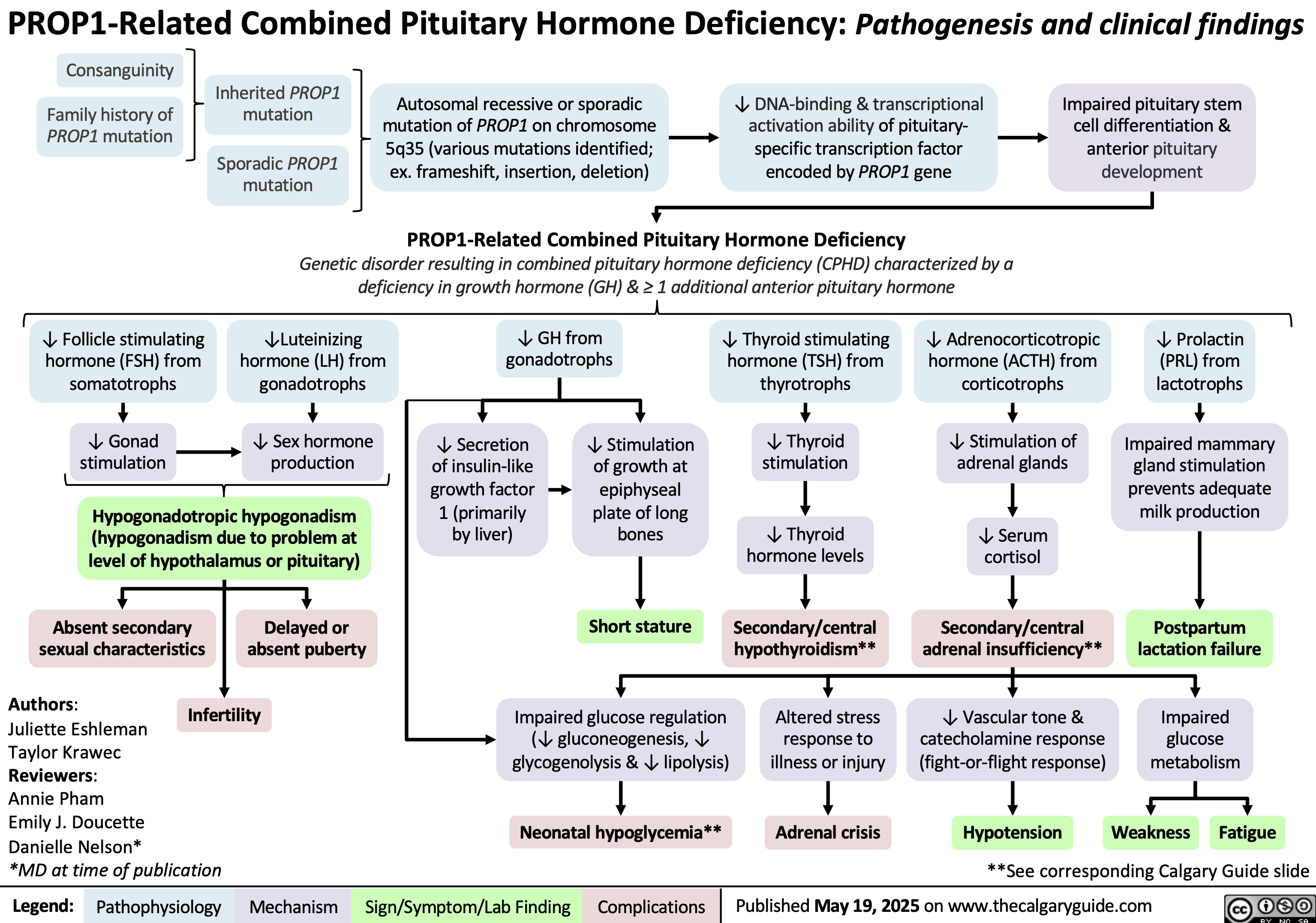 ↓ DNA-binding & transcriptional
Impaired pituitary stem
cell differentiation &
anterior pituitary
development
↓ Prolactin
(PRL) from
lactotrophs
Impaired mammary
gland stimulation
prevents adequate
milk production
PROP1-Related Combined Pituitary Hormone Deficiency: Pathogenesis and clinical findings
Consanguinity
Inherited PROP1
mutation
Family history of
PROP1 mutation
Sporadic PROP1
mutation
Autosomal recessive or sporadic
mutation of PROP1 on chromosome
5q35 (various mutations identified;
ex. frameshift, insertion, deletion)
activation ability of pituitary-
specific transcription factor
encoded by PROP1 gene
PROP1-Related Combined Pituitary Hormone Deficiency
Genetic disorder resulting in combined pituitary hormone deficiency (CPHD) characterized by a
deficiency in growth hormone (GH) & ≥ 1 additional anterior pituitary hormone
↓ Follicle stimulating
hormone (FSH) from
somatotrophs
↓Luteinizing
hormone (LH) from
gonadotrophs
↓ GH from
gonadotrophs
↓ Thyroid stimulating
hormone (TSH) from
thyrotrophs
↓ Adrenocorticotropic
hormone (ACTH) from
corticotrophs
↓ Gonad
stimulation
↓ Sex hormone
production
Hypogonadotropic hypogonadism
(hypogonadism due to problem at
level of hypothalamus or pituitary)
↓ Secretion
of insulin-like
growth factor
1 (primarily
↓ Stimulation
of growth at
↓ Thyroid
stimulation
↓ Stimulation of
adrenal glands
epiphyseal
plate of long
bones
↓ Thyroid
by liver) ↓ Serum
hormone levels
cortisol
Absent secondary
sexual characteristics
Delayed or
absent puberty
Short stature
Secondary/central
hypothyroidism**
Secondary/central
adrenal insufficiency**
Postpartum
lactation failure
Authors:
Juliette Eshleman
Taylor Krawec
Reviewers:
Annie Pham
Emily J. Doucette
Danielle Nelson*
*MD at time of publication
Impaired glucose regulation
(↓ gluconeogenesis, ↓
glycogenolysis & ↓ lipolysis)
Altered stress
response to
illness or injury
↓ Vascular tone &
catecholamine response
(fight-or-flight response)
Impaired
glucose
metabolism
Neonatal hypoglycemia**
Adrenal crisis
Hypotension
Weakness
Fatigue
**See corresponding Calgary Guide slide
Legend: Pathophysiology Published May 19, 2025 on www.thecalgaryguide.com
Infertility
Mechanism
Sign/Symptom/Lab Finding Complications