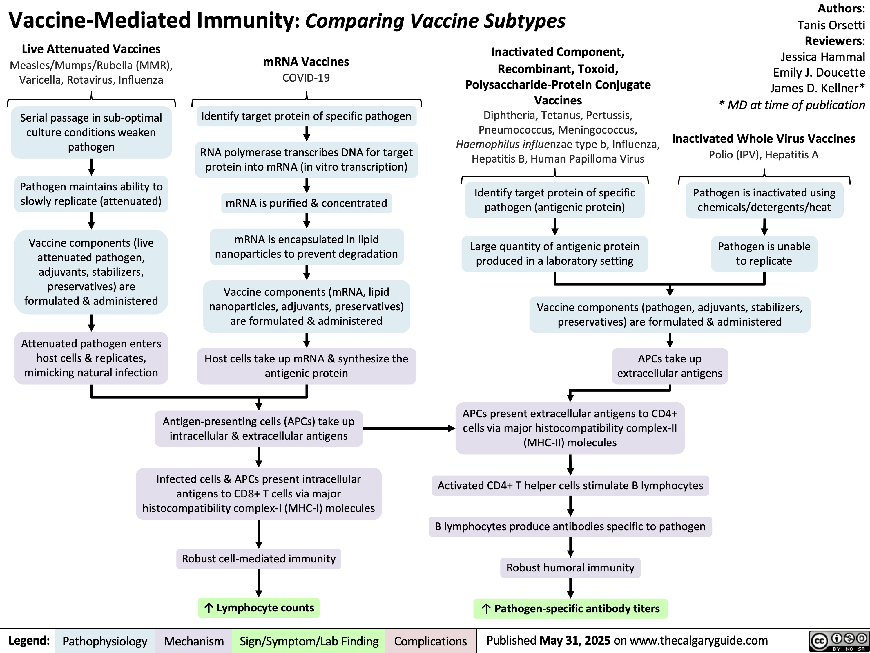 Vaccine-Mediated Immunity: Comparing Vaccine Subtypes
Live Attenuated Vaccines
mRNA Vaccines
Inactivated Component,
Recombinant, Toxoid,
Polysaccharide-Protein Conjugate
Vaccines
Measles/Mumps/Rubella (MMR),
Varicella, Rotavirus, Influenza
COVID-19
Serial passage in sub-optimal
culture conditions weaken
pathogen
Pathogen maintains ability to
slowly replicate (attenuated)
Vaccine components (live
attenuated pathogen,
adjuvants, stabilizers,
preservatives) are
formulated & administered
Attenuated pathogen enters
host cells & replicates,
mimicking natural infection
Identify target protein of specific pathogen
RNA polymerase transcribes DNA for target
protein into mRNA (in vitro transcription)
mRNA is purified & concentrated
mRNA is encapsulated in lipid
nanoparticles to prevent degradation
Vaccine components (mRNA, lipid
nanoparticles, adjuvants, preservatives)
are formulated & administered
Host cells take up mRNA & synthesize the
antigenic protein
Diphtheria, Tetanus, Pertussis,
Pneumococcus, Meningococcus,
Haemophilus influenzae type b, Influenza,
Hepatitis B, Human Papilloma Virus
Polio (IPV), Hepatitis A
Antigen-presenting cells (APCs) take up
intracellular & extracellular antigens
Infected cells & APCs present intracellular
antigens to CD8+ T cells via major
histocompatibility complex-I (MHC-I) molecules
Robust cell-mediated immunity
↑ Lymphocyte counts
Legend: Pathophysiology Mechanism
Sign/Symptom/Lab Finding Complications
Authors:
Tanis Orsetti
Reviewers:
Jessica Hammal
Emily J. Doucette
James D. Kellner*
* MD at time of publication
Inactivated Whole Virus Vaccines
Identify target protein of specific
pathogen (antigenic protein)
Pathogen is inactivated using
chemicals/detergents/heat
Large quantity of antigenic protein
produced in a laboratory setting
Pathogen is unable
to replicate
Vaccine components (pathogen, adjuvants, stabilizers,
preservatives) are formulated & administered
APCs take up
extracellular antigens
APCs present extracellular antigens to CD4+
cells via major histocompatibility complex-II
(MHC-II) molecules
Activated CD4+ T helper cells stimulate B lymphocytes
B lymphocytes produce antibodies specific to pathogen
Robust humoral immunity
↑ Pathogen-specific antibody titers
Published May 31, 2025 on www.thecalgaryguide.com