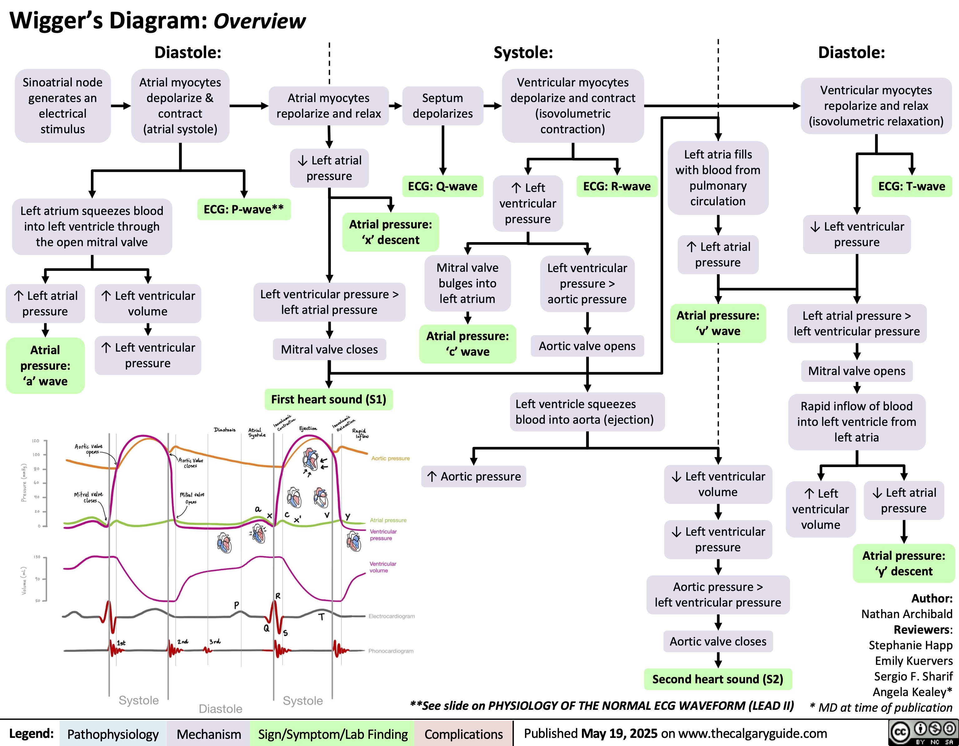 Wigger’s Diagram: Overview
Diastole: Systole:
Diastole:
Sinoatrial node
generates an
electrical
stimulus
Atrial myocytes
depolarize &
contract
(atrial systole)
Atrial myocytes
repolarize and relax
Septum
depolarizes
Ventricular myocytes
depolarize and contract
(isovolumetric
contraction)
Ventricular myocytes
repolarize and relax
(isovolumetric relaxation)
↓ Left atrial
pressure
Left atrium squeezes blood
into left ventricle through
the open mitral valve
ECG: P-wave**
Left atria fills
with blood from
ECG: Q-wave ECG: R-wave ECG: T-wave
↑ Left
pulmonary
ventricular
circulation
pressure
Atrial pressure:
‘x’ descent
↓ Left ventricular
pressure
↑ Left atrial
pressure
↑ Left atrial
pressure
↑ Left ventricular
volume
Left ventricular pressure >
left atrial pressure
Mitral valve
bulges into
left atrium
Left ventricular
pressure >
aortic pressure
Atrial pressure:
‘v’ wave
Atrial
pressure:
‘a’ wave
↑ Left ventricular
pressure
Mitral valve closes
Atrial pressure:
‘c’ wave
Aortic valve opens
First heart sound (S1)
Left ventricle squeezes
blood into aorta (ejection)
↑ Aortic pressure Legend: Pathophysiology Mechanism
Left atrial pressure >
left ventricular pressure
Mitral valve opens
Rapid inflow of blood
into left ventricle from
left atria
↓ Left ventricular
volume
↑ Left
ventricular
volume
↓ Left atrial
pressure
↓ Left ventricular
pressure
Atrial pressure:
‘y’ descent
Aortic pressure >
left ventricular pressure
Aortic valve closes
Second heart sound (S2)
**See slide on PHYSIOLOGY OF THE NORMAL ECG WAVEFORM (LEAD II)
Author:
Nathan Archibald
Reviewers:
Stephanie Happ
Emily Kuervers
Sergio F. Sharif
Angela Kealey*
* MD at time of publication
Sign/Symptom/Lab Finding Complications
Published May 19, 2025 on www.thecalgaryguide.com