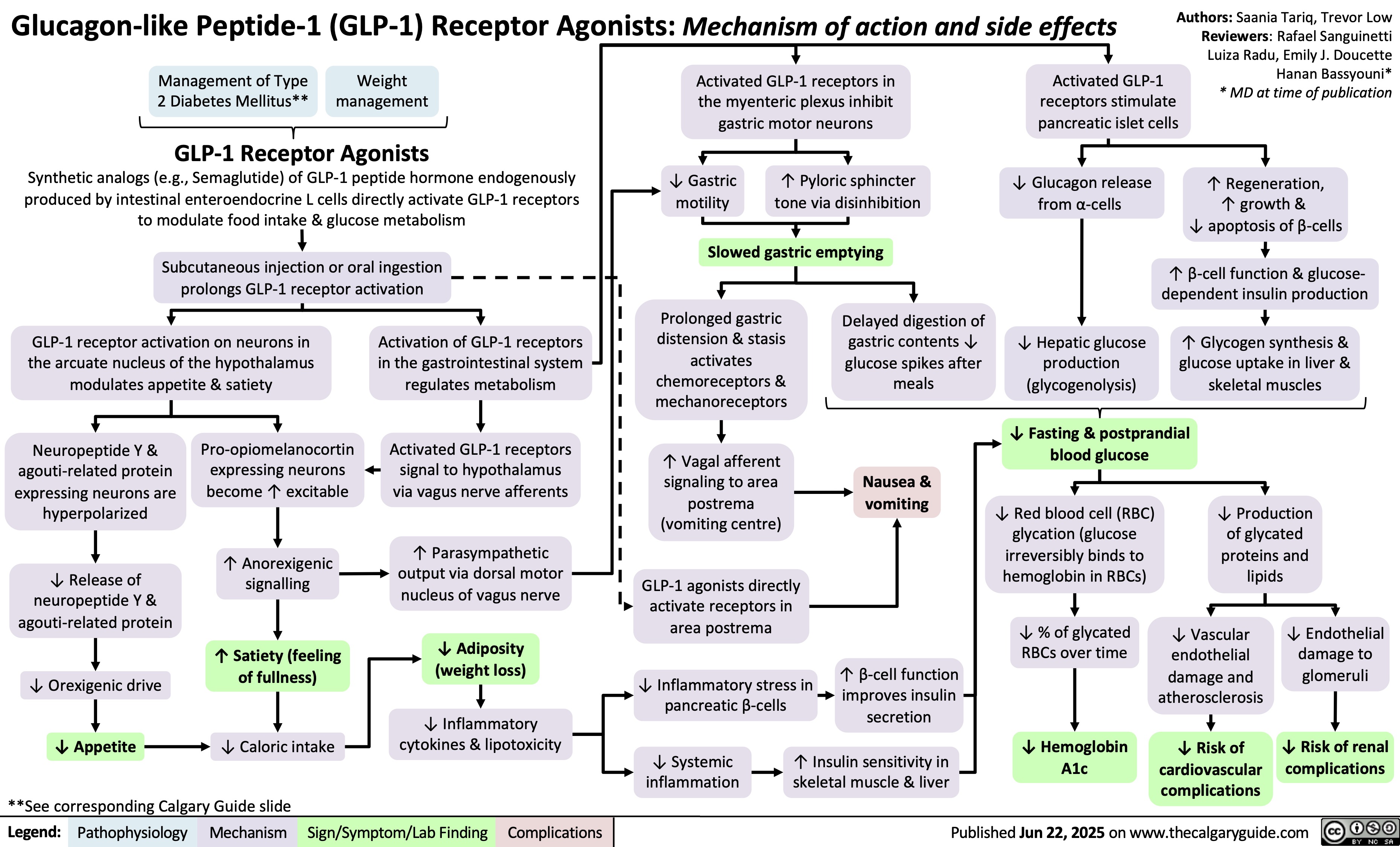 Glucagon-like Peptide-1 (GLP-1) Receptor Agonists: Mechanism of action and side effects
Management of Type
2 Diabetes Mellitus**
Weight
management
Authors: Saania Tariq, Trevor Low
Reviewers: Rafael Sanguinetti
Luiza Radu, Emily J. Doucette
Activated GLP-1 receptors in
Activated GLP-1
Hanan Bassyouni*
* MD at time of publication
the myenteric plexus inhibit
receptors stimulate
gastric motor neurons
pancreatic islet cells
GLP-1 Receptor Agonists
Synthetic analogs (e.g., Semaglutide) of GLP-1 peptide hormone endogenously
produced by intestinal enteroendocrine L cells directly activate GLP-1 receptors
to modulate food intake & glucose metabolism
↓ Gastric
motility
↑ Pyloric sphincter
tone via disinhibition
↓ Glucagon release
from α-cells
↑ Regeneration,
↑ growth &
↓ apoptosis of β-cells
Slowed gastric emptying
Subcutaneous injection or oral ingestion
prolongs GLP-1 receptor activation
↑ β-cell function & glucose-
dependent insulin production
GLP-1 receptor activation on neurons in
the arcuate nucleus of the hypothalamus
modulates appetite & satiety
Activation of GLP-1 receptors
in the gastrointestinal system
regulates metabolism
Prolonged gastric
distension & stasis
activates
chemoreceptors &
mechanoreceptors
Delayed digestion of
gastric contents ↓
glucose spikes after
meals
↑ Glycogen synthesis &
glucose uptake in liver &
skeletal muscles
Neuropeptide Y &
agouti-related protein
expressing neurons are
hyperpolarized
Pro-opiomelanocortin
expressing neurons
become ↑ excitable
Activated GLP-1 receptors
signal to hypothalamus
via vagus nerve afferents
↑ Vagal afferent
signaling to area
postrema
(vomiting centre)
Nausea &
vomiting
↓ Release of
neuropeptide Y &
agouti-related protein
↑ Anorexigenic
signalling
↑ Parasympathetic
output via dorsal motor
nucleus of vagus nerve
GLP-1 agonists directly
activate receptors in
area postrema
↑ Satiety (feeling
of fullness)
↓ Adiposity
(weight loss)
↓ Orexigenic drive
↓ Inflammatory stress in
pancreatic β-cells
↑ β-cell function
improves insulin
secretion
↓ Appetite
↓ Caloric intake
↓ Inflammatory
cytokines & lipotoxicity
↓ Systemic
inflammation
↑ Insulin sensitivity in
skeletal muscle & liver
**See corresponding Calgary Guide slide
Legend: Sign/Symptom/Lab Finding Pathophysiology Mechanism
Complications
↓ Hepatic glucose
production
(glycogenolysis)
↓ Fasting & postprandial
blood glucose
↓ Red blood cell (RBC)
glycation (glucose
irreversibly binds to
hemoglobin in RBCs)
↓ Production
of glycated
proteins and
lipids
↓ % of glycated
RBCs over time
↓ Vascular
endothelial
damage and
atherosclerosis
↓ Endothelial
damage to
glomeruli
↓ Hemoglobin
A1c
↓ Risk of
cardiovascular
complications
↓ Risk of renal
complications
Published Jun 22, 2025 on www.thecalgaryguide.com