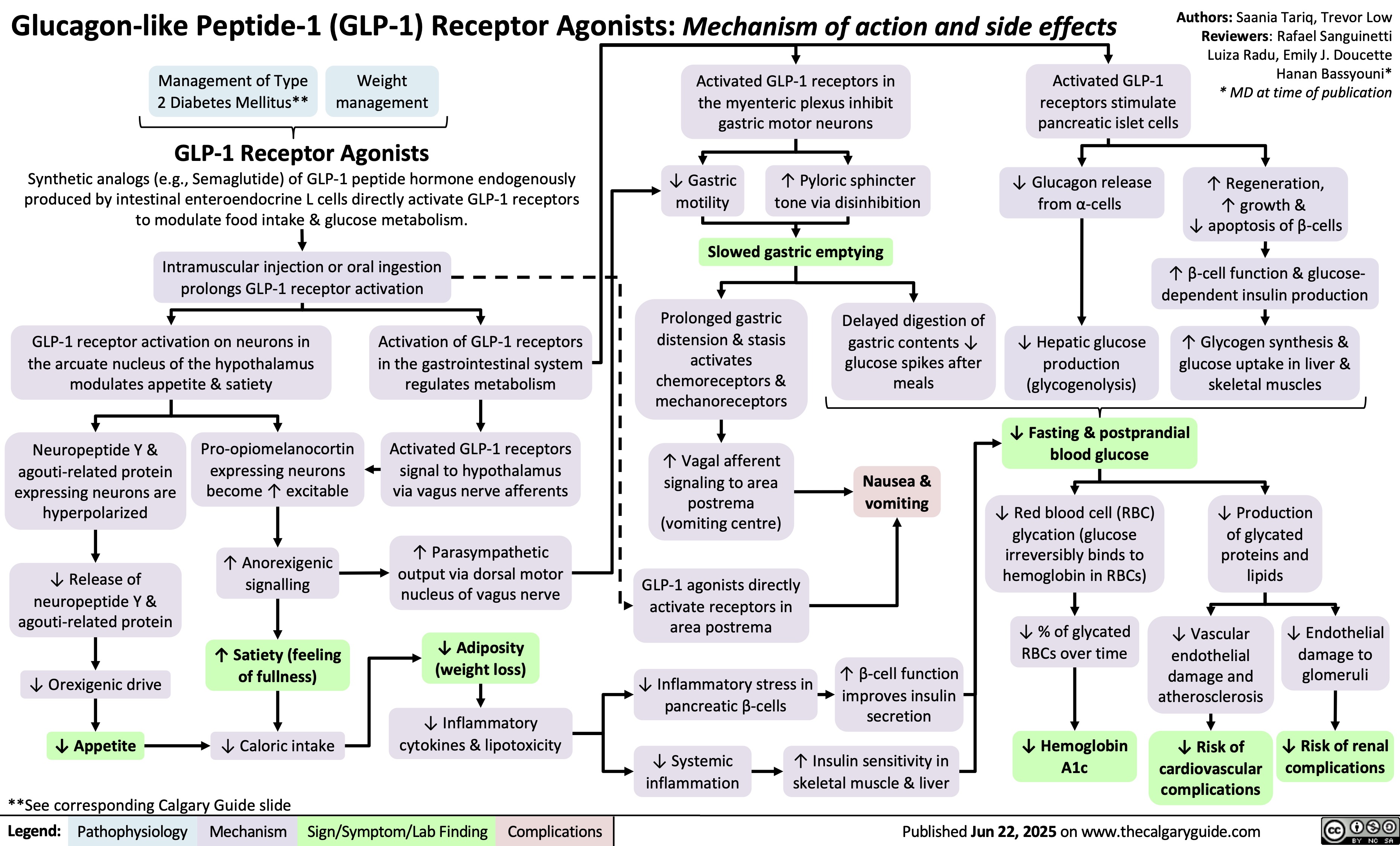 Glucagon-like Peptide-1 (GLP-1) Receptor Agonists: Mechanism of action and side effects
Management of Type
2 Diabetes Mellitus**
Weight
management
Authors: Saania Tariq, Trevor Low
Reviewers: Rafael Sanguinetti
Luiza Radu, Emily J. Doucette
Activated GLP-1 receptors in
Activated GLP-1
Hanan Bassyouni*
* MD at time of publication
the myenteric plexus inhibit
receptors stimulate
gastric motor neurons
pancreatic islet cells
GLP-1 Receptor Agonists
Synthetic analogs (e.g., Semaglutide) of GLP-1 peptide hormone endogenously
produced by intestinal enteroendocrine L cells directly activate GLP-1 receptors
to modulate food intake & glucose metabolism.
↓ Gastric
motility
↑ Pyloric sphincter
tone via disinhibition
↓ Glucagon release
from α-cells
↑ Regeneration,
↑ growth &
↓ apoptosis of β-cells
Slowed gastric emptying
Intramuscular injection or oral ingestion
prolongs GLP-1 receptor activation
↑ β-cell function & glucose-
dependent insulin production
GLP-1 receptor activation on neurons in
the arcuate nucleus of the hypothalamus
modulates appetite & satiety
Activation of GLP-1 receptors
in the gastrointestinal system
regulates metabolism
Prolonged gastric
distension & stasis
activates
chemoreceptors &
mechanoreceptors
Delayed digestion of
gastric contents ↓
glucose spikes after
meals
↑ Glycogen synthesis &
glucose uptake in liver &
skeletal muscles
Neuropeptide Y &
agouti-related protein
expressing neurons are
hyperpolarized
Pro-opiomelanocortin
expressing neurons
become ↑ excitable
Activated GLP-1 receptors
signal to hypothalamus
via vagus nerve afferents
↑ Vagal afferent
signaling to area
postrema
(vomiting centre)
Nausea &
vomiting
↓ Release of
neuropeptide Y &
agouti-related protein
↑ Anorexigenic
signalling
↑ Parasympathetic
output via dorsal motor
nucleus of vagus nerve
GLP-1 agonists directly
activate receptors in
area postrema
↑ Satiety (feeling
of fullness)
↓ Adiposity
(weight loss)
↓ Orexigenic drive
↓ Inflammatory stress in
pancreatic β-cells
↓ Appetite
↓ Caloric intake
↓ Inflammatory
cytokines & lipotoxicity
↓ Systemic
inflammation
**See corresponding Calgary Guide slide
Legend: Sign/Symptom/Lab Finding Pathophysiology Mechanism
Complications
↓ Hepatic glucose
production
(glycogenolysis)
↓ Fasting & postprandial
blood glucose
↓ Red blood cell (RBC)
glycation (glucose
irreversibly binds to
hemoglobin in RBCs)
↓ Production
of glycated
proteins and
lipids
↓ % of glycated
RBCs over time
↑ β-cell function
improves insulin
secretion
↓ Vascular
endothelial
damage and
atherosclerosis
↓ Endothelial
damage to
glomeruli
↑ Insulin sensitivity in
skeletal muscle & liver
↓ Hemoglobin
A1c
↓ Risk of
cardiovascular
complications
↓ Risk of renal
complications
Published Jun 22, 2025 on www.thecalgaryguide.com